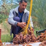 Le Sud tunisien, vaste et mystique, est une destination unique où chaque visite est une aventure captivante. Grâce à sudtunisie.com, l'exploration de cette région extraordinaire devient une expérience sans égale, combinant des paysages épiques, des villages traditionnels, des dunes infinies, et une culture berbère bien vivante. Dans cet article, nous vous invitons à découvrir les secrets bien gardés du désert tunisien, un monde où la tradition rencontre le sublime de la nature. Pourquoi choisir le Sud Tunisien pour une excursion ? Le Sud de la Tunisie est réputé pour ses paysages à couper le souffle et ses sites historiques exceptionnels. On y trouve les plus beaux déserts du pays, les ksours (anciens greniers berbères fortifiés) et des oasis naturelles qui offrent un contraste étonnant avec l’aridité ambiante. La région est aussi riche en sites culturels et historiques, tels que les maisons troglodytes de Matmata, ou encore les célèbres paysages qui ont servi de décors pour de nombreux films comme Star Wars. Ce qui rend le Sud Tunisien unique, c'est la possibilité de plonger dans l’authenticité et la diversité des traditions locales. Entre promenades en chameau, nuits sous les étoiles, visites de marchés traditionnels, et rencontres avec les habitants, chaque moment passé dans cette région est une immersion totale dans un monde différent, où le rythme de la vie s’accorde à la nature. Les meilleures excursions à ne pas manquer dans le Sud Tunisien L’équipe de sudtunisie.com propose une grande variété d’excursions et de circuits personnalisés pour répondre aux attentes de chaque voyageur. Voici un aperçu des incontournables : 1. Circuit dans le désert du Sahara Une aventure dans le Sahara tunisien est un passage obligé pour tout amateur de dépaysement. Parmi les excursions populaires, vous trouverez des circuits en 4x4 qui permettent de traverser les vastes dunes et de profiter des paysages uniques du Grand Erg Oriental. Les guides expérimentés vous conduiront vers des lieux reculés où vous pourrez admirer le coucher du soleil sur les dunes, un moment magique. Il est également possible de passer une nuit dans le désert, sous une tente berbère traditionnelle. Dormir à la belle étoile, loin de toute pollution lumineuse, est une expérience inoubliable. Avec un feu de camp et un dîner traditionnel, les visiteurs plongent dans l’essence même du désert, bercés par les récits des guides locaux et les étoiles scintillantes. 2. Visite des Oasis et des Villages Berbères Le Sud tunisien regorge de villages berbères pittoresques et d’oasis luxuriantes qui semblent surgir de nulle part. Parmi eux, Douz et Tozeur sont des arrêts incontournables. À Douz, surnommée la "porte du désert", vous pourrez monter à dos de chameau et explorer les étendues sablonneuses. Les palmeraies de Tozeur offrent quant à elles un contraste saisissant avec le désert environnant. Pour une expérience encore plus unique, ne manquez pas de visiter les maisons troglodytes de Matmata, où les habitants vivent dans des habitations creusées dans la roche pour se protéger de la chaleur. Ces maisons offrent une vision fascinante du mode de vie berbère et des solutions ingénieuses qu’ils ont développées pour survivre dans ce climat aride. 3. Excursions aux Ksours et aux sites de Star Wars Les ksours, anciens greniers fortifiés construits par les Berbères, sont l'un des trésors cachés du Sud tunisien. Ces édifices, comme le célèbre Ksar Ouled Soltane ou Ksar Ghilane, offrent une plongée dans l’histoire et l’architecture unique de la région. Ces ksours sont également des lieux emblématiques pour les cinéphiles, car ils ont servi de décors pour la saga Star Wars. En visitant ces sites avec sudtunisie.com, vous bénéficiez d’un accompagnement personnalisé avec des guides qui connaissent chaque recoin de ces structures fascinantes et vous raconteront les histoires qui s’y rattachent. Profitez d’une expérience authentique avec sudtunisie.com Sudtunisie.com se distingue par son souci du détail et sa capacité à proposer des expériences authentiques. Tous les circuits sont pensés pour vous offrir le meilleur du Sud tunisien tout en respectant l’environnement et les traditions locales. Les excursions sont guidées par des experts de la région, souvent des locaux, qui vous partagent non seulement leur savoir, mais aussi leur passion pour leur culture. En choisissant sudtunisie.com, vous avez l’assurance d’une expérience authentique et bien organisée. Que vous souhaitiez découvrir la région en famille, entre amis ou même seul, chaque voyage est adapté pour répondre aux attentes des visiteurs les plus exigeants. L’équipe veille aussi à la sécurité et au confort des voyageurs, avec des véhicules climatisés et des pauses régulières. Conseils pratiques pour préparer votre circuit dans le Sud tunisien Avant de partir à l’aventure, il est essentiel de bien se préparer pour profiter pleinement de votre séjour dans le Sud tunisien. Voici quelques conseils : Habillez-vous en conséquence : Les températures peuvent être extrêmes, surtout dans le désert. Préférez des vêtements légers mais couvrants pour vous protéger du soleil le jour, et des habits plus chauds pour la nuit. Hydratez-vous régulièrement : L’aridité du désert peut être déstabilisante. Emportez toujours une bouteille d’eau pour vous hydrater en continu. Respectez la culture locale : Le Sud de la Tunisie est une région où les traditions sont très respectées. Adoptez une tenue décente et soyez respectueux envers les habitants. Préparez-vous à déconnecter : La plupart des zones désertiques sont en dehors de la couverture réseau. Profitez de cette occasion pour vous déconnecter et vivre pleinement chaque instant.