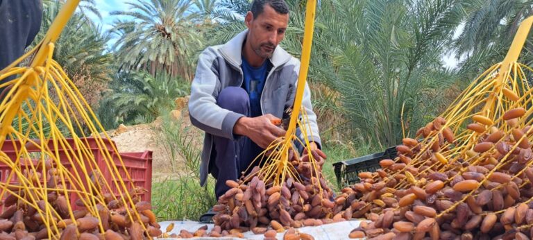 Le Sud tunisien, vaste et mystique, est une destination unique où chaque visite est une aventure captivante. Grâce à sudtunisie.com, l'exploration de cette région extraordinaire devient une expérience sans égale, combinant des paysages épiques, des villages traditionnels, des dunes infinies, et une culture berbère bien vivante. Dans cet article, nous vous invitons à découvrir les secrets bien gardés du désert tunisien, un monde où la tradition rencontre le sublime de la nature. Pourquoi choisir le Sud Tunisien pour une excursion ? Le Sud de la Tunisie est réputé pour ses paysages à couper le souffle et ses sites historiques exceptionnels. On y trouve les plus beaux déserts du pays, les ksours (anciens greniers berbères fortifiés) et des oasis naturelles qui offrent un contraste étonnant avec l’aridité ambiante. La région est aussi riche en sites culturels et historiques, tels que les maisons troglodytes de Matmata, ou encore les célèbres paysages qui ont servi de décors pour de nombreux films comme Star Wars. Ce qui rend le Sud Tunisien unique, c'est la possibilité de plonger dans l’authenticité et la diversité des traditions locales. Entre promenades en chameau, nuits sous les étoiles, visites de marchés traditionnels, et rencontres avec les habitants, chaque moment passé dans cette région est une immersion totale dans un monde différent, où le rythme de la vie s’accorde à la nature. Les meilleures excursions à ne pas manquer dans le Sud Tunisien L’équipe de sudtunisie.com propose une grande variété d’excursions et de circuits personnalisés pour répondre aux attentes de chaque voyageur. Voici un aperçu des incontournables : 1. Circuit dans le désert du Sahara Une aventure dans le Sahara tunisien est un passage obligé pour tout amateur de dépaysement. Parmi les excursions populaires, vous trouverez des circuits en 4x4 qui permettent de traverser les vastes dunes et de profiter des paysages uniques du Grand Erg Oriental. Les guides expérimentés vous conduiront vers des lieux reculés où vous pourrez admirer le coucher du soleil sur les dunes, un moment magique. Il est également possible de passer une nuit dans le désert, sous une tente berbère traditionnelle. Dormir à la belle étoile, loin de toute pollution lumineuse, est une expérience inoubliable. Avec un feu de camp et un dîner traditionnel, les visiteurs plongent dans l’essence même du désert, bercés par les récits des guides locaux et les étoiles scintillantes. 2. Visite des Oasis et des Villages Berbères Le Sud tunisien regorge de villages berbères pittoresques et d’oasis luxuriantes qui semblent surgir de nulle part. Parmi eux, Douz et Tozeur sont des arrêts incontournables. À Douz, surnommée la "porte du désert", vous pourrez monter à dos de chameau et explorer les étendues sablonneuses. Les palmeraies de Tozeur offrent quant à elles un contraste saisissant avec le désert environnant. Pour une expérience encore plus unique, ne manquez pas de visiter les maisons troglodytes de Matmata, où les habitants vivent dans des habitations creusées dans la roche pour se protéger de la chaleur. Ces maisons offrent une vision fascinante du mode de vie berbère et des solutions ingénieuses qu’ils ont développées pour survivre dans ce climat aride. 3. Excursions aux Ksours et aux sites de Star Wars Les ksours, anciens greniers fortifiés construits par les Berbères, sont l'un des trésors cachés du Sud tunisien. Ces édifices, comme le célèbre Ksar Ouled Soltane ou Ksar Ghilane, offrent une plongée dans l’histoire et l’architecture unique de la région. Ces ksours sont également des lieux emblématiques pour les cinéphiles, car ils ont servi de décors pour la saga Star Wars. En visitant ces sites avec sudtunisie.com, vous bénéficiez d’un accompagnement personnalisé avec des guides qui connaissent chaque recoin de ces structures fascinantes et vous raconteront les histoires qui s’y rattachent. Profitez d’une expérience authentique avec sudtunisie.com Sudtunisie.com se distingue par son souci du détail et sa capacité à proposer des expériences authentiques. Tous les circuits sont pensés pour vous offrir le meilleur du Sud tunisien tout en respectant l’environnement et les traditions locales. Les excursions sont guidées par des experts de la région, souvent des locaux, qui vous partagent non seulement leur savoir, mais aussi leur passion pour leur culture. En choisissant sudtunisie.com, vous avez l’assurance d’une expérience authentique et bien organisée. Que vous souhaitiez découvrir la région en famille, entre amis ou même seul, chaque voyage est adapté pour répondre aux attentes des visiteurs les plus exigeants. L’équipe veille aussi à la sécurité et au confort des voyageurs, avec des véhicules climatisés et des pauses régulières. Conseils pratiques pour préparer votre circuit dans le Sud tunisien Avant de partir à l’aventure, il est essentiel de bien se préparer pour profiter pleinement de votre séjour dans le Sud tunisien. Voici quelques conseils : Habillez-vous en conséquence : Les températures peuvent être extrêmes, surtout dans le désert. Préférez des vêtements légers mais couvrants pour vous protéger du soleil le jour, et des habits plus chauds pour la nuit. Hydratez-vous régulièrement : L’aridité du désert peut être déstabilisante. Emportez toujours une bouteille d’eau pour vous hydrater en continu. Respectez la culture locale : Le Sud de la Tunisie est une région où les traditions sont très respectées. Adoptez une tenue décente et soyez respectueux envers les habitants. Préparez-vous à déconnecter : La plupart des zones désertiques sont en dehors de la couverture réseau. Profitez de cette occasion pour vous déconnecter et vivre pleinement chaque instant.