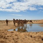 Le Sud tunisien est une destination qui enflamme l'imaginaire, avec ses vastes déserts dorés, ses oasis cachées, et sa culture berbère riche et captivante. Avec www.sudtunisie.com, découvrez le meilleur de cette région envoûtante à travers des excursions et circuits personnalisés, adaptés à toutes les envies d'aventure et de découverte. Plongez au cœur des traditions et laissez-vous envoûter par les paysages spectaculaires et les expériences uniques que seul le Sud tunisien peut offrir. Un circuit au cœur du désert : immersion totale dans l’immensité saharienne Le désert du Sahara représente bien plus qu’une simple étendue de sable ; il est un monde à part, mystique et fascinant. Partir en excursion dans le désert avec www.sudtunisie.com, c’est l’assurance d'une immersion totale, loin du bruit et de l'agitation. Accompagné de guides expérimentés, laissez-vous porter par les dunes ondoyantes qui s’étendent à perte de vue, traversez des ergs d’une beauté époustouflante, et découvrez des lieux emblématiques comme l’oasis de Ksar Ghilane, connue pour ses sources d'eau chaude naturelles. Lors de ces circuits, vous aurez l'opportunité de passer des nuits sous les étoiles dans des campements berbères traditionnels, entouré par le silence apaisant du désert. C’est également l’occasion parfaite pour savourer la cuisine locale, avec des plats authentiques comme le méchoui et le couscous, préparés avec des ingrédients locaux par les habitants. Découverte des oasis : une fraîcheur inattendue au milieu des dunes Les oasis du Sud tunisien, telles que Tozeur et Nefta, sont des véritables trésors cachés au milieu des étendues arides du désert. Ces havres de verdure, avec leurs milliers de palmiers dattiers, leurs sources naturelles et leurs jardins luxuriants, offrent un contraste étonnant avec les dunes de sable environnantes. En partenariat avec www.sudtunisie.com, partez pour une excursion qui vous mènera à la découverte de ces oasis, où l'air est empli du parfum des fleurs d’orangers et où les eaux fraîches apportent une pause rafraîchissante. À Tozeur, vous pourrez flâner dans la médina, célèbre pour son architecture unique faite de briques en terre cuite et ses ruelles pittoresques. Ne manquez pas également le Chott el-Jérid, un immense lac salé où les reflets du soleil créent des mirages spectaculaires, une expérience visuelle hors du commun. La culture berbère : un héritage vivant à découvrir Les circuits proposés par www.sudtunisie.com sont aussi l’occasion de plonger au cœur de la culture berbère, profondément ancrée dans cette région. En vous rendant dans des villages typiques comme Douiret et Chenini, vous découvrirez des maisons troglodytiques, ces habitations creusées dans la roche pour résister aux températures extrêmes du désert. Ces villages perchés sur les montagnes offrent des panoramas incroyables et sont une véritable porte ouverte sur l’histoire et les traditions du peuple berbère. De plus, ces circuits incluent souvent des rencontres avec les habitants, permettant ainsi aux visiteurs de mieux comprendre les coutumes locales et d’apprécier l’artisanat berbère, avec ses poteries, ses tapis tissés à la main et ses bijoux traditionnels. C’est une expérience enrichissante et authentique qui vous plongera dans un autre temps, celui d'une culture ancestrale préservée avec passion. Excursions thématiques : à la découverte des lieux de tournage et des paysages insolites Pour les amateurs de cinéma, www.sudtunisie.com propose des excursions vers des sites emblématiques où ont été tournés des films cultes, tels que « Star Wars » et « Le Patient anglais ». Dans le désert tunisien, le paysage se prête merveilleusement aux décors de science-fiction, et visiter les lieux de tournage est une expérience inoubliable pour les fans de ces films. À Matmata, découvrez les maisons troglodytiques qui ont servi de décors pour les célèbres scènes de la planète Tatooine dans « Star Wars ». Outre les lieux de tournage, le Sud tunisien offre une multitude de paysages insolites qui captivent l’œil et l’imaginaire. Des canyons impressionnants aux montagnes aux reflets ocres, chaque lieu visité est une véritable aventure visuelle. En explorant avec www.sudtunisie.com, vous aurez l'assurance de découvrir ces trésors cachés avec des guides passionnés et connaissant parfaitement la région. Organisation et confort : une expérience sans souci avec www.sudtunisie.com Avec www.sudtunisie.com, chaque circuit est soigneusement planifié pour offrir une expérience sans souci et un maximum de confort, même en plein désert. Le transport est assuré par des véhicules tout-terrain robustes et climatisés, idéaux pour affronter les routes sablonneuses. Chaque excursion inclut également des hébergements confortables dans des campements aménagés ou des lodges typiques, offrant un cadre authentique mais confortable pour se reposer après une journée d'exploration. Les équipes de www.sudtunisie.com sont composées de guides professionnels, passionnés par leur région et désireux de partager leurs connaissances. Que ce soit pour une courte excursion ou un circuit de plusieurs jours, vous pourrez profiter d’une organisation sur mesure, adaptée à vos besoins et à vos préférences. Préparez-vous pour une aventure inoubliable dans le Sud tunisien Le Sud tunisien est une terre de contrastes et de mystères, et www.sudtunisie.com vous offre la clé pour explorer ce territoire unique en toute sérénité. Que vous soyez à la recherche de paysages grandioses, de rencontres humaines authentiques, ou simplement d’une pause loin de l’agitation quotidienne, les excursions et circuits proposés sauront combler vos attentes. N’attendez plus pour vivre une expérience hors du commun dans l’un des plus beaux déserts du monde. Avec www.sudtunisie.com, le Sud tunisien n’aura jamais été aussi accessible, et chaque aventure vous laissera des souvenirs impérissables. Embarquez pour une aventure qui marquera votre esprit, et découvrez un autre visage de la Tunisie, celui d’une terre sauvage, authentique et incroyablement belle.