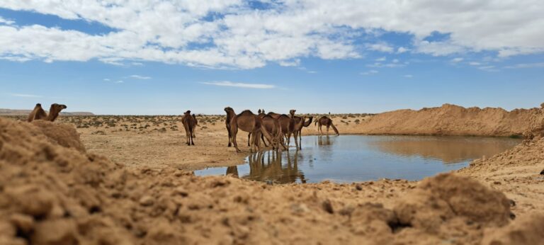 Le Sud tunisien est une destination qui enflamme l'imaginaire, avec ses vastes déserts dorés, ses oasis cachées, et sa culture berbère riche et captivante. Avec www.sudtunisie.com, découvrez le meilleur de cette région envoûtante à travers des excursions et circuits personnalisés, adaptés à toutes les envies d'aventure et de découverte. Plongez au cœur des traditions et laissez-vous envoûter par les paysages spectaculaires et les expériences uniques que seul le Sud tunisien peut offrir. Un circuit au cœur du désert : immersion totale dans l’immensité saharienne Le désert du Sahara représente bien plus qu’une simple étendue de sable ; il est un monde à part, mystique et fascinant. Partir en excursion dans le désert avec www.sudtunisie.com, c’est l’assurance d'une immersion totale, loin du bruit et de l'agitation. Accompagné de guides expérimentés, laissez-vous porter par les dunes ondoyantes qui s’étendent à perte de vue, traversez des ergs d’une beauté époustouflante, et découvrez des lieux emblématiques comme l’oasis de Ksar Ghilane, connue pour ses sources d'eau chaude naturelles. Lors de ces circuits, vous aurez l'opportunité de passer des nuits sous les étoiles dans des campements berbères traditionnels, entouré par le silence apaisant du désert. C’est également l’occasion parfaite pour savourer la cuisine locale, avec des plats authentiques comme le méchoui et le couscous, préparés avec des ingrédients locaux par les habitants. Découverte des oasis : une fraîcheur inattendue au milieu des dunes Les oasis du Sud tunisien, telles que Tozeur et Nefta, sont des véritables trésors cachés au milieu des étendues arides du désert. Ces havres de verdure, avec leurs milliers de palmiers dattiers, leurs sources naturelles et leurs jardins luxuriants, offrent un contraste étonnant avec les dunes de sable environnantes. En partenariat avec www.sudtunisie.com, partez pour une excursion qui vous mènera à la découverte de ces oasis, où l'air est empli du parfum des fleurs d’orangers et où les eaux fraîches apportent une pause rafraîchissante. À Tozeur, vous pourrez flâner dans la médina, célèbre pour son architecture unique faite de briques en terre cuite et ses ruelles pittoresques. Ne manquez pas également le Chott el-Jérid, un immense lac salé où les reflets du soleil créent des mirages spectaculaires, une expérience visuelle hors du commun. La culture berbère : un héritage vivant à découvrir Les circuits proposés par www.sudtunisie.com sont aussi l’occasion de plonger au cœur de la culture berbère, profondément ancrée dans cette région. En vous rendant dans des villages typiques comme Douiret et Chenini, vous découvrirez des maisons troglodytiques, ces habitations creusées dans la roche pour résister aux températures extrêmes du désert. Ces villages perchés sur les montagnes offrent des panoramas incroyables et sont une véritable porte ouverte sur l’histoire et les traditions du peuple berbère. De plus, ces circuits incluent souvent des rencontres avec les habitants, permettant ainsi aux visiteurs de mieux comprendre les coutumes locales et d’apprécier l’artisanat berbère, avec ses poteries, ses tapis tissés à la main et ses bijoux traditionnels. C’est une expérience enrichissante et authentique qui vous plongera dans un autre temps, celui d'une culture ancestrale préservée avec passion. Excursions thématiques : à la découverte des lieux de tournage et des paysages insolites Pour les amateurs de cinéma, www.sudtunisie.com propose des excursions vers des sites emblématiques où ont été tournés des films cultes, tels que « Star Wars » et « Le Patient anglais ». Dans le désert tunisien, le paysage se prête merveilleusement aux décors de science-fiction, et visiter les lieux de tournage est une expérience inoubliable pour les fans de ces films. À Matmata, découvrez les maisons troglodytiques qui ont servi de décors pour les célèbres scènes de la planète Tatooine dans « Star Wars ». Outre les lieux de tournage, le Sud tunisien offre une multitude de paysages insolites qui captivent l’œil et l’imaginaire. Des canyons impressionnants aux montagnes aux reflets ocres, chaque lieu visité est une véritable aventure visuelle. En explorant avec www.sudtunisie.com, vous aurez l'assurance de découvrir ces trésors cachés avec des guides passionnés et connaissant parfaitement la région. Organisation et confort : une expérience sans souci avec www.sudtunisie.com Avec www.sudtunisie.com, chaque circuit est soigneusement planifié pour offrir une expérience sans souci et un maximum de confort, même en plein désert. Le transport est assuré par des véhicules tout-terrain robustes et climatisés, idéaux pour affronter les routes sablonneuses. Chaque excursion inclut également des hébergements confortables dans des campements aménagés ou des lodges typiques, offrant un cadre authentique mais confortable pour se reposer après une journée d'exploration. Les équipes de www.sudtunisie.com sont composées de guides professionnels, passionnés par leur région et désireux de partager leurs connaissances. Que ce soit pour une courte excursion ou un circuit de plusieurs jours, vous pourrez profiter d’une organisation sur mesure, adaptée à vos besoins et à vos préférences. Préparez-vous pour une aventure inoubliable dans le Sud tunisien Le Sud tunisien est une terre de contrastes et de mystères, et www.sudtunisie.com vous offre la clé pour explorer ce territoire unique en toute sérénité. Que vous soyez à la recherche de paysages grandioses, de rencontres humaines authentiques, ou simplement d’une pause loin de l’agitation quotidienne, les excursions et circuits proposés sauront combler vos attentes. N’attendez plus pour vivre une expérience hors du commun dans l’un des plus beaux déserts du monde. Avec www.sudtunisie.com, le Sud tunisien n’aura jamais été aussi accessible, et chaque aventure vous laissera des souvenirs impérissables. Embarquez pour une aventure qui marquera votre esprit, et découvrez un autre visage de la Tunisie, celui d’une terre sauvage, authentique et incroyablement belle.