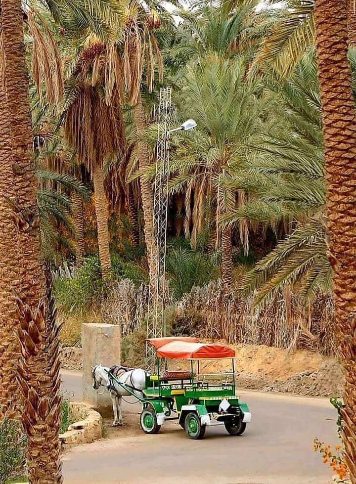 La Tunisie est une destination fascinante qui offre une diversité de paysages, de la Méditerranée aux vastes étendues du Sahara. Si vous rêvez de découvrir le Sud de la Tunisie, avec ses déserts majestueux, ses oasis luxuriantes et ses villages authentiques, vous êtes au bon endroit. Réservez votre circuit Sud Tunisie et préparez-vous à vivre une expérience unique et mémorable. Pourquoi Choisir un Circuit dans le Sud de la Tunisie ? Le Sud de la Tunisie est une région riche en histoire, en culture et en paysages époustouflants. En optant pour un circuit, vous bénéficiez d'une organisation optimale qui vous permet de profiter pleinement de chaque étape de votre voyage. Voici quelques raisons pour lesquelles un circuit dans le Sud de la Tunisie est un choix judicieux : 1. Découverte des Trésors Cachés Le Sud abrite des sites archéologiques impressionnants comme Dougga, classée au patrimoine mondial de l'UNESCO, ou encore le fascinant Matmata, célèbre pour ses habitations troglodytes. Un circuit bien planifié vous permet de visiter ces lieux incontournables sans stress, en compagnie de guides experts qui vous dévoileront les secrets de ces sites historiques. 2. Expérience Authentique En voyageant en circuit, vous avez l'opportunité de rencontrer les habitants locaux et de découvrir leur mode de vie. Vous pourrez déguster des plats traditionnels, participer à des ateliers artisanaux et vous immerger dans la culture tunisienne. Cette interaction enrichit votre expérience et vous permet de créer des souvenirs durables. 3. Confort et Sécurité Un circuit vous assure un voyage confortable, avec des hébergements sélectionnés pour leur qualité et leur emplacement stratégique. De plus, la présence de professionnels du voyage garantit votre sécurité tout au long de votre périple, vous permettant de profiter de votre séjour en toute tranquillité. 4. Optimisation du Temps Le Sud de la Tunisie est vaste, et un circuit bien organisé vous permet de maximiser votre temps en visitant les principaux sites sans perdre de temps dans les déplacements. Vous pourrez ainsi découvrir davantage de lieux et vivre plus d'expériences en un temps limité. Les Incontournables du Circuit Sud Tunisie Un circuit dans le Sud de la Tunisie vous emmène à travers une variété de paysages et de sites historiques. Voici quelques étapes phares que vous ne devriez pas manquer : 1. Tozeur et ses Oasis Tozeur est souvent considérée comme la porte d'entrée du Sahara tunisien. Cette ville charmante est entourée d'oasis verdoyantes où vous pourrez vous détendre et explorer les jardins de palmiers dattiers. Ne manquez pas de visiter le Chott el-Jerid, un immense lac salé qui offre des paysages spectaculaires, surtout au coucher du soleil. 2. Douz, la Capitale du Sahara Douz est connue comme la porte du désert. Cette ville accueillante est le point de départ idéal pour des excursions dans les dunes de sable. Vous pourrez participer à des balades à dos de chameau, à des randonnées en 4x4 ou même à des courses de dromadaires, une expérience authentique et inoubliable. 3. Matmata et ses Habitations Troglodytes Matmata est célèbre pour ses maisons troglodytes creusées dans le roc, qui offrent une fraîcheur bienvenue dans le désert aride. Ces habitations traditionnelles ont même servi de décor pour certaines scènes de la saga Star Wars. Visiter Matmata, c'est plonger dans un passé lointain et découvrir une architecture unique. 4. Ksar Ouled Soltane et Tataouine Ksar Ouled Soltane est un impressionnant village fortifié, classé au patrimoine mondial de l'UNESCO, qui témoigne de l'ingéniosité des habitants pour se protéger des intempéries désertiques. Tataouine, quant à elle, est célèbre pour ses ksour (villages fortifiés) et ses paysages lunaires qui ont inspiré de nombreux réalisateurs de films. Activités et Expériences à Ne Pas Manquer Un circuit dans le Sud de la Tunisie ne se limite pas à la visite de sites historiques. Vous aurez également l'occasion de participer à une multitude d'activités passionnantes : 1. Balades à Dos de Chameau dans le Désert Une balade à dos de chameau est une expérience emblématique du désert. Vous traverserez les dunes dorées, profiterez de la tranquillité du désert et admirerez les paysages à couper le souffle. C'est aussi une excellente façon de se connecter avec la nature et de ressentir la beauté brute du Sahara. 2. Excursions en 4x4 Pour les amateurs d'aventure, une excursion en 4x4 vous permettra d'explorer des régions reculées et inaccessibles autrement. Vous traverserez des vallées désertiques, découvrirez des oasis cachées et vivrez des moments d'adrénaline inoubliables. 3. Visites de Villages Traditionnels Rencontrer les habitants des villages traditionnels vous offre une perspective unique sur la vie dans le désert. Vous pourrez découvrir leurs coutumes, leur artisanat et leur hospitalité légendaire. Ces interactions enrichissent votre voyage et vous permettent de mieux comprendre la culture tunisienne. 4. Spectacles et Soirées dans le Désert Terminez vos journées par des soirées sous les étoiles, avec des spectacles de musique traditionnelle et de danse. Ces moments magiques vous permettront de vous détendre et de profiter pleinement de l'atmosphère unique du désert. Planifiez Votre Voyage avec Nous Réserver un circuit dans le Sud de la Tunisie est simple et efficace avec notre service dédié. Nous vous proposons des itinéraires personnalisés adaptés à vos envies et à votre budget. Que vous soyez un aventurier en quête de sensations fortes ou un voyageur désireux de découvrir la culture locale, nous avons le circuit qui vous convient. Comment Réserver Votre Circuit ? Pour réserver votre circuit, il vous suffit de visiter notre page dédiée aux circuits dans le désert où vous trouverez une multitude d'options adaptées à tous les types de voyageurs. Nos offres incluent des hébergements confortables, des transports sécurisés et des guides expérimentés pour vous accompagner tout au long de votre aventure. Contactez-Nous pour un Devis Personnalisé Vous avez des questions ou des demandes spécifiques ? N'hésitez pas à nous contacter via notre formulaire de devis. Notre équipe est à votre écoute pour vous aider à organiser le circuit de vos rêves et vous fournir toutes les informations nécessaires pour un voyage réussi. Conseils pour un Voyage Réussi dans le Sud de la Tunisie Pour profiter pleinement de votre circuit dans le Sud de la Tunisie, voici quelques conseils pratiques : 1. Préparez-vous aux Conditions Climatiques Le climat dans le Sud peut être extrême, avec des journées très chaudes et des nuits fraîches. Prévoyez des vêtements légers pour la journée et des vêtements plus chauds pour les soirées. N'oubliez pas de vous protéger du soleil avec un chapeau, des lunettes de soleil et de la crème solaire. 2. Hydratez-Vous Régulièrement L'hydratation est essentielle pour éviter les déshydratations dans le désert. Emportez toujours de l'eau en quantité suffisante et buvez régulièrement, même si vous n'avez pas soif. 3. Respectez les Coutumes Locales La Tunisie est un pays accueillant et respectueux des traditions. Habillez-vous de manière appropriée, surtout lors de vos visites dans les villages traditionnels, et respectez les coutumes locales pour une expérience harmonieuse. 4. Préparez un Trousse de Premiers Secours Il est toujours prudent d'avoir une trousse de premiers secours avec vous, incluant des médicaments de base, des pansements et tout autre élément essentiel en cas de besoin. 5. Restez Flexible et Ouvert d'Esprit Le désert est un environnement imprévisible. Soyez prêt à adapter votre emploi du temps en fonction des conditions météorologiques et des conseils de vos guides. Gardez une attitude positive et profitez de chaque moment de votre voyage. Pourquoi Choisir Notre Agence pour Votre Circuit Sud Tunisie ? Notre agence se distingue par son expertise et son engagement à offrir des voyages de qualité. Voici ce qui nous rend uniques : 1. Expertise Locale Nous connaissons parfaitement le Sud de la Tunisie et ses nombreuses merveilles. Nos guides sont des experts locaux qui partagent leur passion et leurs connaissances pour enrichir votre expérience. 2. Flexibilité et Personnalisation Nous proposons des circuits personnalisés qui s'adaptent à vos préférences et à votre emploi du temps. Que vous souhaitiez un voyage relaxant ou une aventure intense, nous avons une offre qui répondra à vos attentes. 3. Service Client Dévoué Notre équipe est disponible pour répondre à toutes vos questions et vous assister à chaque étape de votre réservation. Nous nous engageons à vous fournir un service client exemplaire pour garantir votre satisfaction. 4. Tarifs Compétitifs Nous offrons des circuits de qualité à des prix abordables, sans compromis sur le confort ou les services. Profitez d'un excellent rapport qualité-prix et d'un voyage mémorable sans vous ruiner. Témoignages de Voyageurs Satisfaits De nombreux voyageurs ont déjà fait confiance à notre agence pour leur circuit Sud Tunisie et ont été ravis de leur expérience : "Un voyage extraordinaire ! Les paysages étaient à couper le souffle et les guides très sympathiques et informés. Je recommande vivement ce circuit à tous ceux qui veulent découvrir le Sahara tunisien." - Marie D. "Organisation impeccable et hébergements confortables. Nous avons pu visiter des lieux incroyables et vivre des moments uniques en famille. Merci pour cette aventure inoubliable !" - Jean P. En Conclusion Réserver votre circuit Sud Tunisie avec nous, c'est choisir une aventure riche en découvertes, en rencontres et en émotions. Que vous soyez passionné d'histoire, amoureux de la nature ou en quête d'aventure, le Sud de la Tunisie a tout pour vous séduire. Ne tardez plus et préparez votre voyage dès aujourd'hui ! Pour toute demande de devis ou pour en savoir plus sur nos offres, visitez notre page de contact et laissez-nous vous aider à organiser le circuit de vos rêves.