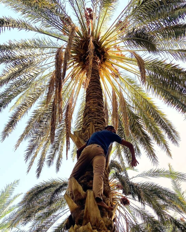 Le Sud tunisien est un véritable joyau caché, offrant des paysages époustouflants, des dunes de sable infinies et une richesse culturelle authentique. Si vous êtes à la recherche d'une aventure hors du commun, un circuit privé dans le Sud tunisien est la meilleure façon de découvrir le cœur du désert et de plonger dans les traditions locales. Partez à l'aventure, accompagné d'un guide local qui vous fera vivre une expérience unique et sur mesure, loin des circuits touristiques habituels. Voici pourquoi ce circuit est une expérience à ne pas manquer. Pourquoi Choisir un Circuit Privé dans le Sud Tunisien ? Le Sud de la Tunisie est une destination magique qui mérite d'être explorée à votre rythme. Un circuit privé vous offre l'opportunité d'éviter les foules et de découvrir des lieux intacts, tout en bénéficiant d'un accompagnement personnalisé. Avec un guide dédié et un itinéraire conçu selon vos préférences, chaque moment de votre aventure est adapté à vos envies. Imaginez-vous traversant des déserts dorés, visitant des oasis luxuriantes, et admirant des paysages que peu de gens ont l'occasion de voir. Le confort d'un circuit privé réside aussi dans la flexibilité des horaires et des visites. Pas de programme rigide à respecter, juste la liberté de savourer chaque instant et de découvrir ce qui vous intéresse le plus. Découvrez les Richesses Naturelles et Culturelles du Sud Tunisien 1. La Beauté Sauvage des Dunes de Douz Douz, connue comme la "porte du désert", est une étape incontournable pour tout circuit privé dans le Sud tunisien. Cette petite ville est le point de départ idéal pour des balades en chameau à travers les dunes étendues du Sahara. Les coucher de soleil sur les dunes de Douz sont tout simplement inoubliables, avec des couleurs chaudes qui teintent le sable doré et créent une atmosphère mystique. Vous pouvez passer une nuit en bivouac, confortablement installé sous une tente traditionnelle, en écoutant les histoires racontées par les habitants locaux. 2. Les Villages Berbères et la Culture Ancestrale de Tatouine Tatouine évoque des images épiques, grâce à ses paysages incroyables et ses ksour – ces anciens greniers fortifiés construits par les Berbères. Les villages berbères perchés sur les collines racontent l'histoire d'une culture riche et fascinante qui a su s'adapter à un environnement hostile. Le circuit privé vous permettra de vous immerger dans ces traditions ancestrales et de mieux comprendre l'héritage de ces populations qui ont fait du Sud tunisien leur maison. 3. Une Nuit en Tente à Douz : Une Expérience Unique Quoi de mieux que de passer une nuit à la belle étoile dans le désert de Douz ? Après une journée à explorer les dunes, vous aurez l'occasion de vivre une expérience inédite en dormant dans une tente typique, au cœur du Sahara. Le calme absolu, la magie des étoiles scintillantes au-dessus de votre tête, et le silence du désert sont des souvenirs qui resteront gravés dans votre mémoire. De plus, un circuit privé vous permet de choisir le type d'équipement que vous préférez pour votre confort. Explorez les Oasis Cachées : Chebika et Tamerza 4. Chebika : L'Oasis de Montagne L'oasis de Chebika est l'un des joyaux les plus précieux du Sud tunisien. Nichée au pied des montagnes de l'Atlas, Chebika était autrefois un avant-poste romain appelé "Ad Speculum". Les paysages de Chebika sont époustouflants, avec des cascades rafraîchissantes, des palmiers verdoyants, et des vues imprenables sur le désert. Se promener dans cette oasis est une expérience de détente absolue, un contraste saisissant avec les vastes étendues de sable qui l'entourent. 5. Tamerza : Un Trésor Naturel et Historique Tamerza, non loin de Chebika, est une autre oasis à ne pas manquer. L’ancien village abandonné offre une vision étrange mais captivante de maisons de pierre érodées par le temps, alors que l'oasis elle-même est verdoyante et paisible. Une balade le long des canaux d'irrigation, bordés de palmiers, permet de se rafraîchir et d'admirer la beauté de cet endroit exceptionnel. Matmata et ses Maisons Troglodytes 6. Matmata : Plongée dans l'Authenticité Matmata est connue pour ses maisons troglodytes, des habitations creusées dans la roche où vivent encore certaines familles berbères. Visiter ces maisons est une occasion unique de découvrir un mode de vie traditionnel et authentique, où la fraîcheur naturelle des habitations contraste avec la chaleur aride de l'extérieur. Ces maisons, creusées en forme de cratère, permettent aux habitants de rester au frais même en été. Le site a aussi servi de décor pour plusieurs scènes de "Star Wars", ce qui en fait un lieu incontournable pour les fans de la saga. Tozeur : La Ville des Palmeraies et des Légendes 7. Les Palmeraies de Tozeur et Chott el-Jerid Tozeur est un véritable havre de paix, célèbre pour ses immenses palmeraies et son oasis luxuriante. Une promenade à travers les ruelles ombragées de la palmeraie est une expérience apaisante qui vous permettra d'apprécier la diversité des cultures locales. Tozeur est aussi le point de départ pour une visite de Chott el-Jerid, l'un des plus grands lacs salés d'Afrique, où le paysage se transforme en un vaste miroir réfléchissant le ciel, offrant des jeux de lumière fascinants. Avec un circuit privé, vous pourrez explorer cette région à votre propre rythme, en évitant les foules. 8. La Vieille Ville de Tozeur La vieille ville de Tozeur, connue sous le nom de Ouled el-Hadef, est un labyrinthe de ruelles ornées de briques sculptées qui illustrent l'artisanat local. Se promener dans ces ruelles, c'est faire un saut dans le passé et découvrir une architecture unique en son genre. Vous pourrez visiter des maisons traditionnelles, des musées locaux, et vous imprégner de l'atmosphère authentique de cette région historique. Vivez une Aventure Sur Mesure Un circuit privé dans le Sud tunisien est bien plus qu'une simple visite touristique. C'est l'opportunité de vivre des moments authentiques, loin des foules, et de plonger dans une culture riche et ancienne. Chaque étape de l'aventure est adaptée à vos envies et vous permet de créer des souvenirs uniques avec ceux qui vous accompagnent. Le désert est un lieu magique qui ne révèle ses secrets qu'à ceux qui prennent le temps de l'explorer. Que vous soyez un amateur de grands espaces, un passionné d'histoire, ou simplement en quête d'aventure, le Sud tunisien vous offrira des expériences inoubliables. La beauté des paysages, la richesse de la culture locale, et la chaleur de l'accueil des habitants sont autant de raisons de choisir un circuit privé pour découvrir cette région fascinante. Pour en savoir plus sur nos circuits privés et réserver votre aventure personnalisée dans le désert tunisien, n'hésitez pas à nous contacter via ce lien.