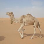 Le sud tunisien, avec ses paysages époustouflants et sa riche culture, offre une expérience unique pour les voyageurs en quête d'authenticité et d'aventure. Opter pour un circuit privé dans cette région permet de découvrir des trésors cachés, loin des sentiers battus, tout en bénéficiant d'un service personnalisé. Plongeons ensemble dans cette aventure exceptionnelle. Pourquoi Choisir un Circuit Privé dans le Sud Tunisien ? Un circuit privé offre une multitude d'avantages. Vous bénéficiez d'un voyage sur mesure, adapté à vos envies et à votre rythme. Pas de foule ni d'horaires imposés, vous êtes maître de votre aventure. De plus, vous avez l'opportunité de vivre des moments privilégiés avec les habitants locaux, découvrant ainsi la culture tunisienne dans toute son authenticité. Les Incontournables du Sud Tunisien Douz : La Porte du Désert Commencez votre périple par Douz, souvent appelée la porte du désert. Cette petite ville est le point de départ idéal pour une excursion dans les dunes. Vous pourrez y faire une balade à dos de chameau au coucher du soleil, une expérience magique qui restera gravée dans votre mémoire. Chott El-Jérid : Le Lac Salé Mystique Poursuivez votre voyage vers le Chott El-Jérid, le plus grand lac salé d'Afrique du Nord. Ses étendues blanches à perte de vue offrent un paysage surréaliste. Par temps clair, vous pourrez même observer des mirages à l'horizon. N'oubliez pas votre appareil photo pour capturer ces moments uniques. Matmata : Les Maisons Troglodytes Direction Matmata, célèbre pour ses habitations troglodytes. Ces maisons creusées dans la roche offrent une fraîcheur bienvenue sous le soleil du désert. C'est également ici que certaines scènes de la saga Star Wars ont été tournées. Une immersion totale dans un décor hors du temps. Tozeur : L'Oasis Verdoyante Enfin, terminez votre circuit par Tozeur, une oasis luxuriante au milieu du désert. Flânez dans ses ruelles typiques, visitez la palmeraie et laissez-vous charmer par l'ambiance chaleureuse de la ville. Pour les amateurs d'histoire, le musée Dar Chrait est un incontournable. Activités à Ne Pas Manquer Safari en 4×4 dans le Sahara Partez à l'aventure en 4×4 pour explorer les zones les plus reculées du désert. Sensations fortes garanties en franchissant les dunes et en découvrant des paysages à couper le souffle. Visite des Ksours et Forteresses Le sud tunisien est riche en ksours, ces greniers fortifiés qui servaient autrefois de stockage pour les denrées alimentaires. La visite de ces édifices vous plongera dans l'histoire fascinante des tribus berbères. Conseils Pratiques pour Votre Voyage Meilleure période : Les mois de mars à mai et de septembre à novembre offrent des températures agréables pour explorer le désert. Équipement : Prévoyez des vêtements légers pour la journée et chauds pour la nuit, le désert peut être frais une fois le soleil couché. Santé : N'oubliez pas de vous hydrater régulièrement et de protéger votre peau du soleil. Organisez Votre Circuit sur Mesure Prêt à vivre l'aventure de votre vie ? Nous sommes là pour vous aider à organiser votre circuit privé dans le sud tunisien. Que vous voyagiez en couple, en famille ou entre amis, nous concevons un itinéraire qui répond à toutes vos attentes. Contactez-nous dès maintenant pour un devis personnalisé et commencez à planifier votre escapade inoubliable.