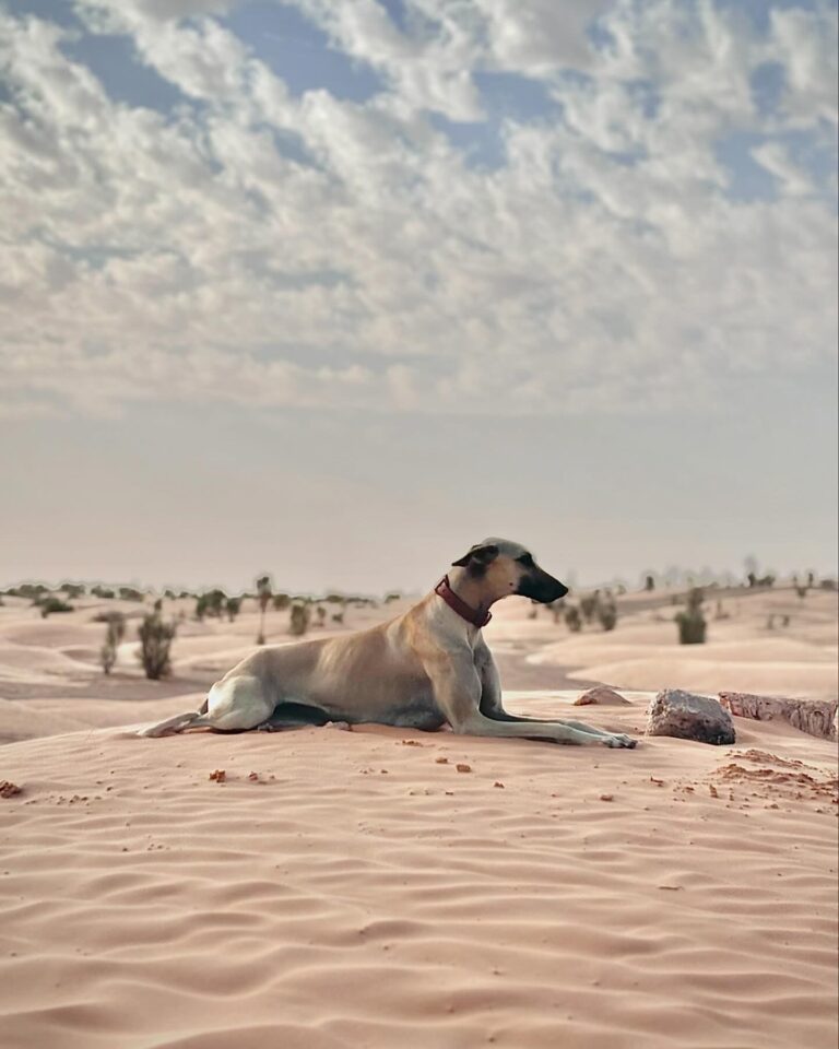 Vous avez toujours rêvé de vivre une aventure unique au cœur du désert ? Le circuit privé dans le sud tunisien est l'expérience qu'il vous faut. Entre dunes de sable doré, oasis verdoyantes et traditions ancestrales, le sud de la Tunisie est une destination qui ne laisse personne indifférent. Loin des sentiers battus, ce voyage sur mesure vous offre l'opportunité de découvrir une région authentique, riche en paysages époustouflants et en rencontres inoubliables. Plongez au Cœur du Désert Tunisien Lors de ce circuit, nous vous proposons de plonger au cœur du désert tunisien, un monde à part où le temps semble s'être arrêté. Imaginez-vous marcher sur les traces des caravanes d'antan, sous un ciel étoilé comme vous n'en avez jamais vu. Le Sahara tunisien, avec ses étendues infinies de sable et ses formations rocheuses spectaculaires, est un lieu magique qui éveille tous les sens. Une Expérience Authentique et Personnalisée Ce qui rend ce circuit vraiment spécial, c'est qu'il est entièrement privé et personnalisé. Nous adaptons le programme selon vos envies, vos centres d'intérêt et votre rythme. Vous souhaitez passer plus de temps à explorer les dunes ou à rencontrer les populations locales ? Tout est possible ! Notre objectif est de vous offrir une expérience qui vous ressemble, loin des foules et des itinéraires standardisés. La Magie des Nuits Sahariennes L'une des expériences les plus marquantes de ce circuit est sans doute les nuits passées sous le ciel étoilé du Sahara. Installés dans un campement traditionnel, vous pourrez contempler la voûte céleste dans toute sa splendeur, loin de toute pollution lumineuse. C'est également l'occasion de partager des moments conviviaux autour d'un feu de camp, en dégustant un thé à la menthe et en écoutant les histoires et légendes du désert. Des Sites Incontournables du Sud Tunisien Le sud de la Tunisie regorge de sites incontournables que nous ne manquerons pas de vous faire découvrir. Chaque étape de ce circuit est une nouvelle aventure, une immersion dans des paysages aussi variés que surprenants. L'Oasis de Ksar Ghilane Située en plein désert, l'oasis de Ksar Ghilane est un véritable havre de paix. Ses sources d'eau chaude et ses palmiers dattiers offrent un contraste saisissant avec l'aridité du désert. Vous pourrez vous baigner dans les piscines naturelles, faire une balade à dos de dromadaire ou en quad dans les dunes environnantes. C'est l'endroit idéal pour se ressourcer et profiter d'un moment de détente absolue. Les Villages Troglodytes de Matmata Plongez dans l'histoire en visitant les villages troglodytes de Matmata, où les habitations sont creusées dans la roche pour se protéger de la chaleur intense. Ces villages ont servi de décor pour de nombreux films, dont la célèbre saga Star Wars. Vous aurez l'occasion de visiter ces maisons étonnantes, de rencontrer leurs habitants et de comprendre leur mode de vie unique. Le Chott el-Jérid, le Lac Salé Le Chott el-Jérid est un immense lac salé qui s'étend à perte de vue. Ses reflets scintillants sous le soleil créent des mirages spectaculaires. Selon la saison, le lac peut être complètement sec ou partiellement recouvert d'eau, offrant des paysages lunaires fascinants. C'est un lieu chargé de mystère qui ne manquera pas de vous émerveiller. Rencontrez les Populations Locales L'un des points forts de ce circuit est la rencontre avec les populations locales. Nous vous invitons à partager un repas traditionnel avec une famille berbère, à découvrir leurs coutumes et leur mode de vie. Vous serez accueillis avec une hospitalité chaleureuse, caractéristique des habitants du désert. Partage et Échanges Culturels Ces moments de partage sont l'occasion d'échanger sur nos cultures respectives, de comprendre les traditions ancestrales qui perdurent encore aujourd'hui. Vous pourrez assister à des démonstrations de musique et de danse traditionnelle, apprendre quelques mots en berbère et même participer à des ateliers artisanaux. Artisanat et Gastronomie Profitez-en pour découvrir l'artisanat local, notamment la poterie, la tannerie et les tissages traditionnels. Les artisans vous montreront leur savoir-faire et vous pourrez acquérir des objets uniques en souvenir de votre voyage. Sans oublier la gastronomie tunisienne, riche en saveurs et en épices. Dégustez un couscous authentique, un délicieux tajine ou le fameux pain cuit dans le sable, préparé avec des produits frais du terroir. Préparez Votre Circuit Privé Dès Maintenant Prêt à vivre cette aventure inoubliable ? Contactez-nous dès maintenant pour organiser votre circuit privé dans le sud tunisien. Nous sommes à votre écoute pour créer le voyage qui vous ressemble. Notre équipe de professionnels passionnés mettra tout en œuvre pour que votre séjour soit une réussite totale. Pour plus d'informations et pour obtenir un devis personnalisé, n'hésitez pas à visiter notre site : Devis Voyage Désert Sud Tunisie. Pourquoi Choisir un Circuit Privé ? Opter pour un circuit privé, c'est choisir la liberté et la flexibilité. Contrairement aux voyages de groupe, vous n'êtes pas contraint par un itinéraire rigide. Vous pouvez décider de passer plus de temps dans les lieux qui vous enchantent le plus, de partir à l'aventure hors des sentiers battus ou de vous accorder des moments de détente quand bon vous semble. Un Accompagnement Sur Mesure Avec un guide dédié, vous bénéficiez d'un accompagnement sur mesure. Nos guides locaux sont passionnés par leur région et se feront un plaisir de partager avec vous leurs connaissances, leurs anecdotes et les secrets les mieux gardés du désert. Ils sont à votre disposition pour répondre à toutes vos questions et s'assurer que votre expérience soit la plus enrichissante possible. Sécurité et Confort Votre sécurité est notre priorité. Tous nos circuits sont organisés dans le respect des normes de sécurité. Nous utilisons des véhicules tout-terrain récents et entretenus, adaptés aux conditions du désert. De plus, nous veillons à ce que votre confort soit optimal, que ce soit lors des déplacements, dans le choix des hébergements ou lors des repas. Une Expérience Écoresponsable Nous sommes engagés dans un tourisme responsable et durable. Nous veillons à minimiser notre impact sur l'environnement et à soutenir les communautés locales. En choisissant notre circuit, vous contribuez à la préservation de cet écosystème fragile et au développement économique de la région. Les Meilleures Périodes pour Visiter le Sud Tunisien Le sud tunisien peut être visité toute l'année, mais certaines périodes sont plus propices que d'autres pour profiter pleinement de votre circuit. Le Printemps et l'Automne Le printemps (mars à mai) et l'automne (septembre à novembre) sont les saisons idéales pour profiter du désert sans souffrir de la chaleur excessive. Les températures sont agréables, oscillant entre 20 et 30 degrés, ce qui rend les activités en plein air plus confortables. L'Hiver dans le Désert Passer l'hiver dans le désert est une expérience unique. Les journées sont ensoleillées avec des températures douces, tandis que les nuits peuvent être fraîches, voire froides. C'est l'occasion de vivre des soirées autour du feu, emmitouflés dans des couvertures, en écoutant les récits des nomades. L'Été pour les Aventuriers Bien que les températures puissent être élevées en été, les plus aventureux pourront apprécier la quiétude du désert à cette période. Les sites touristiques sont moins fréquentés, offrant une atmosphère encore plus authentique. Conseils Pratiques pour Votre Voyage Avant de partir, voici quelques conseils pratiques pour que votre voyage se déroule dans les meilleures conditions. Que Mettre dans sa Valise ? Vêtements légers et amples : en coton ou en lin, pour laisser respirer la peau. Vêtements chauds : pour les soirées fraîches, notamment un pull ou une veste. Chaussures de marche : confortables et adaptées aux terrains sablonneux. Accessoires de protection : chapeau ou casquette, lunettes de soleil, crème solaire à indice élevé. Foulard ou chèche : utile pour se protéger du soleil et du vent. Trousse de premiers soins : avec les médicaments nécessaires et des pansements. Formalités Administratives Passeport valide : assurez-vous que votre passeport est valable au moins six mois après la date de retour prévue. Visa : les ressortissants de nombreux pays n'ont pas besoin de visa pour un séjour touristique en Tunisie de moins de 90 jours. Vérifiez les conditions selon votre nationalité. Assurance voyage : il est recommandé de souscrire une assurance couvrant les frais médicaux et le rapatriement. Santé et Sécurité Hydratation : buvez régulièrement de l'eau en bouteille pour éviter la déshydratation. Alimentation : privilégiez les aliments bien cuits et évitez les crudités non lavées. Soleil : évitez l'exposition prolongée au soleil aux heures les plus chaudes. Conclusion Le circuit privé dans le sud tunisien est bien plus qu'un simple voyage, c'est une véritable aventure humaine et culturelle. Entre la beauté saisissante du désert, la richesse des traditions locales et la chaleur de l'accueil tunisien, vous vivrez des moments inoubliables. Chaque instant passé dans le désert est une occasion de se reconnecter avec la nature, de se ressourcer et de découvrir une autre facette de soi-même. N'attendez plus pour réaliser ce rêve ! Contactez-nous dès aujourd'hui pour organiser votre circuit sur mesure. Nous sommes impatients de vous faire découvrir les merveilles du sud tunisien et de partager avec vous notre passion pour cette région exceptionnelle.