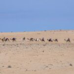 Le sud de la Tunisie est une destination fascinante pour les amateurs de paysages désertiques, d'aventures authentiques et de découvertes culturelles. Que vous soyez en quête de dunes dorées, de villages berbères pittoresques ou d'oasis verdoyantes, les circuits privés dans cette région vous promettent une expérience inoubliable. Avec SudTunisie.com, planifiez votre prochaine escapade et plongez dans le cœur du Sahara tunisien. Pourquoi choisir un circuit privé dans le sud tunisien ? Les circuits privés offrent une flexibilité et une personnalisation uniques, ce qui les distingue des voyages de groupe classiques. En optant pour une excursion privée, vous pourrez : Personnaliser votre itinéraire : Choisissez les sites que vous souhaitez explorer, la durée de votre voyage et les activités qui vous intéressent. Profiter d’un confort optimal : Voyagez dans des véhicules adaptés et bénéficiez d’un guide dédié qui s’adapte à votre rythme. Découvrir des lieux exclusifs : Certains trésors cachés ne figurent pas sur les circuits standards. Un circuit privé vous ouvre les portes de ces endroits secrets. SudTunisie.com se spécialise dans ces excursions sur mesure, avec des itinéraires conçus pour répondre à vos attentes tout en garantissant une immersion totale. Les incontournables à découvrir lors d’un circuit dans le sud tunisien 1. Djerba, l’île des rêves Commencez votre voyage par l'île enchanteresse de Djerba, connue pour ses plages magnifiques et sa culture riche. Parmi les sites incontournables : La Ghriba : Une des plus anciennes synagogues d’Afrique. Houmt Souk : Un charmant village où vous pourrez découvrir des marchés traditionnels. Les ateliers de poterie de Guellala : Parfait pour admirer l’artisanat local. 2. Tataouine et ses ksours Cap sur Tataouine, célèbre pour ses paysages lunaires et ses villages fortifiés. Ici, vous pourrez : Explorer les ksours (greniers collectifs), comme Ksar Ouled Soltane, qui offrent un aperçu fascinant de l'architecture berbère. Visiter les villages troglodytiques de Chenini et Douiret, où les maisons creusées dans la roche témoignent de l’ingéniosité locale. 3. Douz, la porte du désert Douz est une étape incontournable pour tous les amateurs de désert. Connue comme la "porte du Sahara", cette ville offre : Des balades à dos de chameau pour explorer les dunes majestueuses. La possibilité de passer une nuit sous tente dans le désert, une expérience magique sous un ciel étoilé. 4. Matmata et ses maisons troglodytiques Matmata est célèbre pour ses habitations souterraines uniques, qui ont également servi de décor pour des films célèbres. Lors de votre visite : Découvrez comment les habitants vivent encore dans ces maisons troglodytiques. Plongez dans l’univers de Star Wars en visitant des lieux emblématiques comme l’Hôtel Sidi Driss. 5. Tozeur et les oasis de montagne Tozeur, une ville aux portes du désert, est réputée pour ses palmeraies luxuriantes et ses oasis. Les activités phares incluent : Une promenade dans l’immense palmeraie de Tozeur, où les dattiers produisent les célèbres "Deglet Nour". Une excursion vers les oasis de montagne de Chebika et Tamerza, connues pour leurs cascades et leurs panoramas à couper le souffle. Comment planifier votre circuit avec SudTunisie.com ? Planifier un circuit avec SudTunisie.com est simple et efficace. Voici comment procéder : Choisissez votre itinéraire : Consultez les options disponibles sur SudTunisie.com ou créez un circuit personnalisé. Contactez l’équipe : Utilisez leur formulaire en ligne pour demander un devis ou discuter de vos préférences. Préparez-vous pour l’aventure : Une fois votre circuit confirmé, il ne vous reste plus qu’à faire vos valises ! Pour un devis rapide, cliquez sur ce lien et recevez une proposition adaptée à vos besoins. Conseils pratiques pour une excursion réussie 1. Bien choisir la période de voyage Le sud tunisien peut être très chaud en été. Privilégiez les mois de mars à mai ou d’octobre à novembre pour des températures plus agréables. 2. Prévoir une tenue adaptée Dans le désert, les journées sont chaudes et les nuits fraîches. Optez pour des vêtements légers mais couvrants, ainsi qu’une veste pour le soir. 3. S’hydrater en permanence Le climat désertique est aride. N’oubliez pas de boire régulièrement pour éviter la déshydratation. 4. Ne pas oublier les essentiels Crème solaire, lunettes de soleil, chapeau et chaussures confortables sont indispensables pour explorer les paysages variés du sud tunisien. Pourquoi choisir SudTunisie.com pour votre voyage ? SudTunisie.com se distingue par : Son expertise locale : Avec une connaissance approfondie de la région, l’équipe crée des circuits authentiques. Des prix compétitifs : Profitez d’un excellent rapport qualité-prix sans compromis sur le confort ou la qualité. Une attention personnalisée : Chaque client est unique, et SudTunisie.com s’assure de répondre à vos attentes. Conclusion : Vivez une aventure inoubliable dans le sud tunisien Le sud de la Tunisie est une terre de contrastes et de merveilles. Que vous soyez attiré par les dunes infinies, les villages historiques ou les oasis verdoyantes, un circuit privé avec SudTunisie.com est le choix idéal pour une expérience sur mesure. Explorez, découvrez et laissez-vous émerveiller par cette région unique. N’attendez plus pour vivre cette aventure extraordinaire. Visitez SudTunisie.com dès aujourd’hui et commencez à planifier votre voyage de rêve dans le sud tunisien.