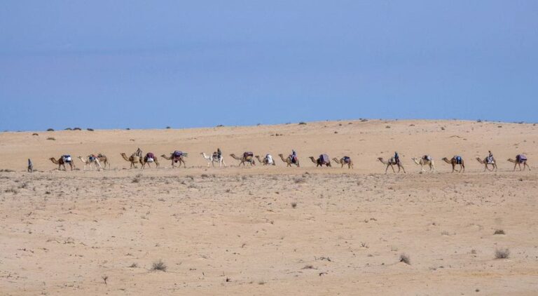 Le sud de la Tunisie est une destination fascinante pour les amateurs de paysages désertiques, d'aventures authentiques et de découvertes culturelles. Que vous soyez en quête de dunes dorées, de villages berbères pittoresques ou d'oasis verdoyantes, les circuits privés dans cette région vous promettent une expérience inoubliable. Avec SudTunisie.com, planifiez votre prochaine escapade et plongez dans le cœur du Sahara tunisien. Pourquoi choisir un circuit privé dans le sud tunisien ? Les circuits privés offrent une flexibilité et une personnalisation uniques, ce qui les distingue des voyages de groupe classiques. En optant pour une excursion privée, vous pourrez : Personnaliser votre itinéraire : Choisissez les sites que vous souhaitez explorer, la durée de votre voyage et les activités qui vous intéressent. Profiter d’un confort optimal : Voyagez dans des véhicules adaptés et bénéficiez d’un guide dédié qui s’adapte à votre rythme. Découvrir des lieux exclusifs : Certains trésors cachés ne figurent pas sur les circuits standards. Un circuit privé vous ouvre les portes de ces endroits secrets. SudTunisie.com se spécialise dans ces excursions sur mesure, avec des itinéraires conçus pour répondre à vos attentes tout en garantissant une immersion totale. Les incontournables à découvrir lors d’un circuit dans le sud tunisien 1. Djerba, l’île des rêves Commencez votre voyage par l'île enchanteresse de Djerba, connue pour ses plages magnifiques et sa culture riche. Parmi les sites incontournables : La Ghriba : Une des plus anciennes synagogues d’Afrique. Houmt Souk : Un charmant village où vous pourrez découvrir des marchés traditionnels. Les ateliers de poterie de Guellala : Parfait pour admirer l’artisanat local. 2. Tataouine et ses ksours Cap sur Tataouine, célèbre pour ses paysages lunaires et ses villages fortifiés. Ici, vous pourrez : Explorer les ksours (greniers collectifs), comme Ksar Ouled Soltane, qui offrent un aperçu fascinant de l'architecture berbère. Visiter les villages troglodytiques de Chenini et Douiret, où les maisons creusées dans la roche témoignent de l’ingéniosité locale. 3. Douz, la porte du désert Douz est une étape incontournable pour tous les amateurs de désert. Connue comme la "porte du Sahara", cette ville offre : Des balades à dos de chameau pour explorer les dunes majestueuses. La possibilité de passer une nuit sous tente dans le désert, une expérience magique sous un ciel étoilé. 4. Matmata et ses maisons troglodytiques Matmata est célèbre pour ses habitations souterraines uniques, qui ont également servi de décor pour des films célèbres. Lors de votre visite : Découvrez comment les habitants vivent encore dans ces maisons troglodytiques. Plongez dans l’univers de Star Wars en visitant des lieux emblématiques comme l’Hôtel Sidi Driss. 5. Tozeur et les oasis de montagne Tozeur, une ville aux portes du désert, est réputée pour ses palmeraies luxuriantes et ses oasis. Les activités phares incluent : Une promenade dans l’immense palmeraie de Tozeur, où les dattiers produisent les célèbres "Deglet Nour". Une excursion vers les oasis de montagne de Chebika et Tamerza, connues pour leurs cascades et leurs panoramas à couper le souffle. Comment planifier votre circuit avec SudTunisie.com ? Planifier un circuit avec SudTunisie.com est simple et efficace. Voici comment procéder : Choisissez votre itinéraire : Consultez les options disponibles sur SudTunisie.com ou créez un circuit personnalisé. Contactez l’équipe : Utilisez leur formulaire en ligne pour demander un devis ou discuter de vos préférences. Préparez-vous pour l’aventure : Une fois votre circuit confirmé, il ne vous reste plus qu’à faire vos valises ! Pour un devis rapide, cliquez sur ce lien et recevez une proposition adaptée à vos besoins. Conseils pratiques pour une excursion réussie 1. Bien choisir la période de voyage Le sud tunisien peut être très chaud en été. Privilégiez les mois de mars à mai ou d’octobre à novembre pour des températures plus agréables. 2. Prévoir une tenue adaptée Dans le désert, les journées sont chaudes et les nuits fraîches. Optez pour des vêtements légers mais couvrants, ainsi qu’une veste pour le soir. 3. S’hydrater en permanence Le climat désertique est aride. N’oubliez pas de boire régulièrement pour éviter la déshydratation. 4. Ne pas oublier les essentiels Crème solaire, lunettes de soleil, chapeau et chaussures confortables sont indispensables pour explorer les paysages variés du sud tunisien. Pourquoi choisir SudTunisie.com pour votre voyage ? SudTunisie.com se distingue par : Son expertise locale : Avec une connaissance approfondie de la région, l’équipe crée des circuits authentiques. Des prix compétitifs : Profitez d’un excellent rapport qualité-prix sans compromis sur le confort ou la qualité. Une attention personnalisée : Chaque client est unique, et SudTunisie.com s’assure de répondre à vos attentes. Conclusion : Vivez une aventure inoubliable dans le sud tunisien Le sud de la Tunisie est une terre de contrastes et de merveilles. Que vous soyez attiré par les dunes infinies, les villages historiques ou les oasis verdoyantes, un circuit privé avec SudTunisie.com est le choix idéal pour une expérience sur mesure. Explorez, découvrez et laissez-vous émerveiller par cette région unique. N’attendez plus pour vivre cette aventure extraordinaire. Visitez SudTunisie.com dès aujourd’hui et commencez à planifier votre voyage de rêve dans le sud tunisien.