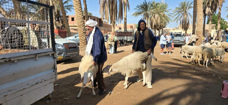 Le sud tunisien est une région fascinante qui offre une diversité de paysages allant des dunes dorées du désert aux oasis luxuriantes cachées au milieu des montagnes. Avec sudtunisie.com, nous vous proposons des circuits et excursions privés qui vous permettront de découvrir ce magnifique territoire dans des conditions privilégiées et avec toute la personnalisation que vous souhaitez. Prêts à vivre une aventure inoubliable ? Suivez-nous dans les dunes du Sahara, les ruelles pittoresques de Tatouine, et les oasis de montagne qui émerveillent les visiteurs depuis des siècles. Pourquoi Choisir une Excursion Privée au Sud Tunisien ? L’avantage principal d'une excursion privée est de pouvoir personnaliser votre voyage selon vos goûts et préférences. Vous avez la liberté de choisir la durée de chaque visite, de décider quels sites vous intéressent le plus, et surtout d’éviter les foules et de bénéficier d’une attention personnalisée. Voici quelques raisons de choisir nos circuits privés : Flexibilité totale : Vous êtes maître de votre itinéraire. Vous pouvez modifier les horaires, choisir les activités, et même improviser une halte imprévue. Un guide dédié : Nos guides locaux sont là pour vous montrer non seulement les sites incontournables, mais aussi pour vous faire découvrir les joyaux cachés de la région. Confort optimal : Nos véhicules sont à votre disposition pour vous transporter confortablement à travers les différents lieux du circuit. Voyager avec nous, c’est l’assurance de vivre une expérience immersive et authentique dans des conditions parfaites. Découverte de Djerba et Tatouine : Entre Tradition et Authenticité L’île de Djerba est souvent le point de départ de nos circuits dans le sud tunisien. Connue pour ses belles plages, ses villages pittoresques, et son côté cosmopolite, Djerba est un véritable melting-pot de cultures qui ne manque jamais de séduire les visiteurs. Après Djerba, nous mettons le cap sur Tatouine, une ville emblématique qui a su préserver son charme traditionnel. Tatouine est connue pour ses ksours, ces anciennes forteresses qui servaient de greniers collectifs et qui sont aujourd’hui un témoignage impressionnant de l’histoire et des traditions bédouines. Se promener dans ces ruines est une expérience unique qui vous donne une idée du mode de vie des anciens habitants de la région. Profitez de la visite des villages berbères et des paysages arides qui ont servi de décor pour des films mythiques comme Star Wars. Pour les amateurs de cinéma, c'est l’occasion idéale de plonger dans l’univers fantastique de la saga en découvrant les lieux où certaines scènes ont été tournées. Douz : La Porte du Sahara et Nuit sous les Étoiles Connue comme la "Porte du Sahara", Douz est un passage incontournable pour toute excursion dans le sud tunisien. Cette petite ville est l’un des points de départ privilégiés pour des balades à dos de dromadaire dans le désert. Imaginez-vous en train de traverser les dunes dorées, au rythme nonchalant des dromadaires, tandis que le soleil se couche à l’horizon. Cette expérience est tout simplement magique. L'un des moments forts de nos circuits est sans aucun doute la nuit sous tente dans le désert. Après un dîner traditionnel autour d'un feu de camp, laissez-vous charmer par la beauté du ciel nocturne. Ici, loin des lumières de la ville, les étoiles brillent de mille feux et l’atmosphère est tout simplement envoûtante. Cette expérience est un véritable retour aux sources qui vous reconnecte avec la nature et vous permet de profiter de la quiétude du désert. Matmata : Sur les Traces des Troglodytes Matmata est célèbre pour ses habitations troglodytes, creusées directement dans la roche. Ces maisons souterraines, construites pour résister aux chaleurs extrêmes du désert, sont des exemples uniques de l'architecture traditionnelle berbère. Lors de votre visite, vous aurez l'opportunité de pénétrer dans ces habitations et de rencontrer les familles qui y vivent encore. Leur hospitalité est légendaire, et vous serez souvent invités à partager un thé à la menthe ou une galette typique. La région de Matmata est aussi connue pour avoir été un des lieux de tournage de la première trilogie Star Wars. L’hôtel Sidi Driss, où ont été tournées plusieurs scènes du film, est ouvert aux visiteurs et constitue une halte passionnante pour les fans de la saga. Les Oasis de Montagne : Chebika et Tamerza Les oasis de montagne de Chebika et Tamerza sont des merveilles naturelles nichées dans les montagnes. Ces oasis offrent un contraste saisissant avec le reste du paysage aride : des cascades, des palmiers et des sources d'eau douce donnent vie à un paysage luxuriant et rafraîchissant. En vous promenant dans les sentiers de ces oasis, vous aurez la chance de découvrir des panoramas spectaculaires et de vous baigner dans des piscines naturelles d’eau claire. Ces lieux chargés d’histoire étaient autrefois habités par des civilisations anciennes. Les ruines des villages abandonnés de Chebika et Tamerza témoignent de cette époque révolue, et notre guide local vous racontera les histoires fascinantes de ces anciennes communautés. Profitez de Nos Offres sur Mesure pour une Aventure Inoubliable Chez sudtunisie.com, nous nous engageons à rendre votre expérience dans le sud tunisien la plus inoubliable possible. Nos circuits privés sont pensés pour vous permettre de découvrir les trésors cachés de la région à votre propre rythme et sans contraintes. Nous savons que chaque voyageur est unique, c’est pourquoi nous proposons des itinéraires personnalisés adaptés à vos envies et à vos besoins. Que vous soyez intéressé par une aventure sportive dans les dunes, une immersion culturelle chez les bédouins, ou tout simplement un moment de détente sous les palmiers, nous avons la formule qui vous conviendra. Pour en savoir plus sur nos circuits et excursions privés, consultez notre page Circuit et Excursion dans le Désert du Sud Tunisien. Pour organiser votre aventure et obtenir un devis personnalisé, n'hésitez pas à nous contacter ici. Préparez Votre Voyage : Conseils Pratiques Avant de partir à l'aventure dans le sud tunisien, voici quelques conseils pour que votre voyage se déroule en toute sérénité : Vêtements : Privilégiez des vêtements légers mais couvrants pour vous protéger du soleil et de la chaleur. N'oubliez pas un chapeau et des lunettes de soleil. Hydratation : Il est essentiel de boire beaucoup d'eau, surtout lors des excursions dans le désert. Prévoyez des bouteilles réutilisables. Respect des coutumes locales : Le sud tunisien est une région où les traditions sont encore très présentes. Respectez les us et coutumes des habitants, notamment en ce qui concerne la façon de s'habiller et de se comporter. Avec ces quelques précautions et un brin de curiosité, vous êtes prêts à vivre une aventure exceptionnelle au cœur du sud tunisien. Conclusion : Un Voyage Vers l’Authenticité Le sud tunisien est une région riche en contrastes, en paysages spectaculaires, et en traditions fascinantes. Avec sudtunisie.com, vous aurez la possibilité de découvrir cette magnifique région d’une manière authentique et privée. Nos circuits sont conçus pour vous offrir une expérience unique et sur mesure, loin des sentiers battus, au plus près de la nature et des habitants de la région. Alors, prêts à partir à l’aventure et à découvrir les merveilles cachées du sud tunisien ? Nous vous attendons avec impatience pour vous guider dans ce voyage inoubliable.