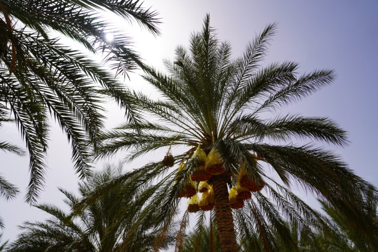 Le sud de la Tunisie est un véritable trésor pour les amateurs de paysages désertiques, d’oasis majestueuses et de villages traditionnels au charme intemporel. Avec sudtunisie.com, nous vous invitons à découvrir les plus belles destinations de cette région authentique et fascinante. De Djerba à Tozeur, en passant par Tatouine et les oasis de montagne, chaque étape de notre circuit est conçue pour offrir une immersion totale dans la richesse culturelle et naturelle de la Tunisie. Voici un aperçu détaillé de ce que vous pourrez découvrir lors de votre prochaine aventure dans le sud tunisien. Découverte de Djerba : L'île aux mille et une merveilles Notre circuit commence par l'île de Djerba, un véritable paradis méditerranéen. Connue pour ses plages de sable fin et son ambiance paisible, Djerba est également riche en histoire et en traditions. Nous débutons par une visite de Houmt Souk, la capitale de l'île, où vous pourrez flâner dans les ruelles pittoresques et découvrir des boutiques d'artisanat local. Ne manquez pas le Fort Ghazi Mustapha, un ancien fort ottoman qui offre une vue imprenable sur la mer. Djerba est aussi célèbre pour ses mosaïques et son architecture traditionnelle. Une visite à la synagogue de la Ghriba, l’une des plus anciennes d'Afrique, est incontournable. Ce lieu de pèlerinage pour les communautés juives du monde entier témoigne de la diversité culturelle de l'île. Enfin, pour les amateurs d'art contemporain, le village d'Erriadh et son projet Djerbahood vous étonneront avec ses fresques de street art colorées et variées. Tatouine et les villages berbères : Plongée dans l’univers de Star Wars Après avoir exploré Djerba, cap sur Tatouine, une région mondialement connue pour ses paysages qui ont inspiré les décors de la célèbre saga Star Wars. Nous vous emmenons à la découverte des Ksours, des greniers fortifiés qui servaient autrefois à protéger les denrées des tribus nomades. Parmi eux, Ksar Ouled Soltane et Ksar Haddada sont les plus impressionnants, avec leurs structures en terre et leurs voûtes caractéristiques. Le voyage à Tatouine vous offre aussi une immersion dans la culture berbère, avec ses villages perchés tels que Chenini et Douiret. Ces villages offrent une vue imprenable sur les montagnes et sont idéaux pour des randonnées courtes mais intenses, où chaque pas vous rapproche de l'histoire et de la culture de cette région unique. Nous vous proposons également des rencontres avec les habitants locaux, toujours chaleureux et accueillants, prêts à partager leurs traditions avec vous. Douz : Aux portes du Sahara, une nuit inoubliable en bivouac La ville de Douz, surnommée la "porte du désert", est une étape incontournable de notre circuit. Véritable point d'accès au Grand Erg Oriental, Douz vous promet une expérience unique au cœur des dunes de sable doré. Après une balade à dos de chameau ou en quad pour les plus aventureux, nous vous invitons à passer une nuit sous les étoiles dans un bivouac traditionnel. Le bivouac dans le désert est une expérience immersive qui vous permettra de goûter à la quiétude du Sahara. Vous dormirez dans des tentes berbères, confortables et aménagées, et dégusterez un dîner typique autour d’un feu de camp. Nos guides partageront avec vous les contes et les légendes du désert, rendant cette nuit à Douz magique et inoubliable. Matmata : Les habitations troglodytes et la culture berbère En quittant Douz, nous nous dirigeons vers Matmata, célèbre pour ses habitations troglodytes, creusées dans la roche pour échapper à la chaleur torride du désert. Ces maisons atypiques, encore habitées par la population berbère, offrent un aperçu fascinant de la capacité d’adaptation des anciens habitants du désert. Une visite à Matmata ne serait pas complète sans un arrêt à l'hôtel Sidi Driss, un lieu unique qui a servi de décor à plusieurs scènes de Star Wars. Ce lieu emblématique vous permettra de revivre certaines scènes cultes tout en admirant l’ingéniosité de l’architecture troglodyte. Nos excursions incluent également des rencontres avec les artisans locaux, qui fabriquent des objets d’artisanat berbère, tels que les poteries et les bijoux, témoins d'un savoir-faire ancien et respectueux des traditions. Tozeur et les oasis de montagne : Un paradis naturel à découvrir Notre circuit se termine en beauté avec la région de Tozeur et les magnifiques oasis de montagne de Chebika, Tamerza et Mides. Ces oasis, situées aux confins du désert, offrent des paysages spectaculaires entre palmiers, cascades et montagnes escarpées. Nous vous guiderons à travers les sentiers de randonnée qui serpentent entre les roches et les palmiers, pour une exploration inoubliable de ces petits coins de paradis. Tozeur, connue pour sa palmeraie et ses dattes Deglet Nour, vous plongera dans une ambiance reposante. Une balade dans la palmeraie vous permettra d’admirer les techniques traditionnelles d'irrigation et de déguster les fameuses dattes fraîches. La médina de Tozeur, avec son architecture en briques ocre et ses ruelles étroites, est également un passage obligé pour les amoureux de la culture tunisienne. Enfin, pour une touche de fraîcheur, nous vous invitons à découvrir le musée Dar Cheraït, où sont exposés des costumes, des bijoux et des objets anciens qui retracent l'histoire des civilisations du sud tunisien. Pourquoi choisir sudtunisie.com pour votre circuit dans le sud tunisien ? En choisissant sudtunisie.com, vous optez pour une expérience unique et personnalisée. Notre équipe de guides locaux, passionnés par leur région, vous accompagnera tout au long de votre séjour pour vous faire vivre des moments authentiques et mémorables. Nous nous engageons à vous offrir un service de qualité, avec un itinéraire bien pensé et adapté à vos envies. Que vous soyez en quête de dépaysement, d'aventure ou de rencontres culturelles, nous mettons tout en œuvre pour que votre voyage dans le sud tunisien reste gravé dans votre mémoire. Avec sudtunisie.com, partez à la découverte des trésors cachés de la Tunisie, dans un cadre sécurisé et encadré par des professionnels. Notre objectif est de faire de votre séjour un véritable enchantement, en vous permettant de vivre la magie du désert, l’hospitalité des habitants et la beauté des paysages. Préparez-vous pour une aventure inoubliable dans le sud tunisien !