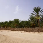 Partir à l'aventure avec un circuit Ali Baba en Tunisie, c'est plonger dans une expérience riche en découvertes et en sensations. Pendant deux jours et une nuit, laissez-vous guider au cœur du Sud tunisien pour explorer des paysages fascinants et authentiques, entre désert, villages berbères et oasis verdoyantes. Si vous cherchez une excursion qui vous mènera hors des sentiers battus, vous êtes au bon endroit ! Premier Jour : Cap sur les dunes de Douz et les merveilles du désert Votre aventure débute avec une immersion totale dans l'atmosphère mystérieuse de Douz, surnommée la "Porte du Sahara". En arrivant, vous serez accueilli par des vues imprenables sur des dunes dorées, s'étendant à perte de vue. Douz est l'endroit idéal pour se laisser tenter par une balade à dos de chameau, un incontournable pour découvrir le désert de façon authentique. Imaginez-vous, bercé par le rythme paisible du dromadaire, traversant les dunes en laissant derrière vous les bruits du quotidien. L'après-midi, votre circuit continue avec une visite de Ksar Ghilane, une oasis située à une centaine de kilomètres au sud de Douz. Ksar Ghilane est une véritable perle, un décor digne d'un conte des Mille et Une Nuits. Cette oasis est célèbre pour son bassin naturel d'eau chaude où les visiteurs peuvent se baigner tout en profitant de la fraîcheur offerte par les palmiers environnants. Une fois la baignade terminée, prenez un moment pour découvrir la forteresse romaine, située à proximité, qui offre une vue imprenable sur les alentours. En fin de journée, votre équipe vous guidera vers votre campement pour une nuit inoubliable sous les étoiles. Profitez de la quiétude du désert et laissez-vous envoûter par la beauté du ciel nocturne. Vous pourrez savourer un repas traditionnel autour d'un feu de camp, en compagnie de guides locaux qui vous feront découvrir leurs histoires et leurs traditions. Deuxième Jour : Aventures et découvertes des sites historiques de Tataouine Le deuxième jour commence par un lever de soleil magique sur les dunes, un moment parfait pour prendre de magnifiques photos et immortaliser ce voyage unique. Après un petit-déjeuner copieux, vous reprendrez la route en direction de Tataouine, une ville célèbre pour ses ksour et son architecture unique. Tataouine est une escale incontournable pour comprendre l'histoire berbère et l'architecture traditionnelle du Sud tunisien. Dans les environs, vous visiterez plusieurs ksour, ces anciens greniers fortifiés qui servaient autrefois à stocker les réserves des tribus berbères. Le plus emblématique d'entre eux est Ksar Ouled Soltane, un site qui se distingue par ses impressionnantes structures en pisé et ses multiples arcades superposées. Ce lieu offre une plongée dans le passé et un témoignage fascinant de la vie dans cette région aride. Avant de quitter Tataouine, nous vous recommandons de visiter le village de Chenini, un autre exemple typique d'habitat troglodytique berbère. Perché sur une colline, Chenini offre une vue imprenable sur les montagnes environnantes. Ce village, encore partiellement habité, a su conserver son charme d'antan et offre un aperçu de la vie traditionnelle berbère. Pourquoi choisir le circuit Ali Baba dans le Sud tunisien ? Opter pour le circuit Ali Baba dans le Sud tunisien, c'est s'offrir un voyage authentique et plein de surprises. Ce circuit est pensé pour les aventuriers à la recherche d'authenticité, de paysages à couper le souffle et d'expériences uniques. Les itinéraires sont conçus pour maximiser les découvertes et chaque étape est soigneusement choisie pour offrir une immersion totale dans la culture et la nature de la région. Le Sud tunisien offre un dépaysement garanti, avec ses vastes déserts, ses oasis luxuriantes et ses montagnes rocheuses. En choisissant ce circuit, vous pourrez profiter d'un accompagnement par des guides locaux passionnés et experts de la région. Leur connaissance approfondie du terrain et de la culture vous permettra de découvrir des lieux secrets et d'entendre des anecdotes fascinantes sur la vie dans le désert. Conseils pratiques pour une expérience optimale Pour que votre circuit Ali Baba dans le Sud tunisien soit réussi, prévoyez des vêtements confortables et adaptés à la chaleur du désert, ainsi qu'une crème solaire et des lunettes de soleil. L'eau est essentielle pour rester hydraté dans le climat sec et chaud de la région, alors n'oubliez pas d'en emporter en quantité suffisante. Nous vous recommandons également de prévoir des chaussures robustes pour les randonnées, ainsi qu'un appareil photo pour capturer les moments magiques de votre aventure. Pour une expérience encore plus enrichissante, n'hésitez pas à poser des questions à vos guides sur l'histoire et les coutumes locales. Ils sont toujours ravis de partager leurs connaissances et de faire découvrir aux visiteurs les merveilles de leur région. En conclusion, le circuit Ali Baba de deux jours et une nuit dans le Sud tunisien est une expérience inoubliable, un voyage qui vous fera découvrir un monde où la nature, l'histoire et la culture se mêlent pour offrir une aventure unique et authentique. Alors, préparez-vous à vivre des moments inédits et à vous laisser emporter par la magie du désert tunisien.