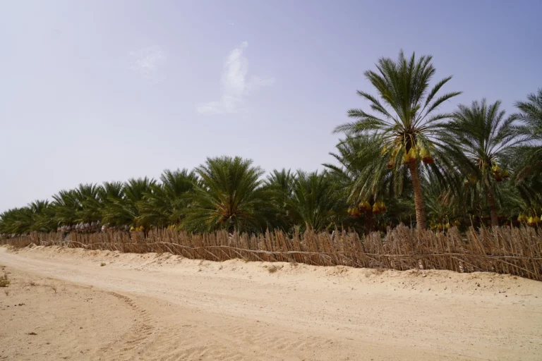 Partir à l'aventure avec un circuit Ali Baba en Tunisie, c'est plonger dans une expérience riche en découvertes et en sensations. Pendant deux jours et une nuit, laissez-vous guider au cœur du Sud tunisien pour explorer des paysages fascinants et authentiques, entre désert, villages berbères et oasis verdoyantes. Si vous cherchez une excursion qui vous mènera hors des sentiers battus, vous êtes au bon endroit ! Premier Jour : Cap sur les dunes de Douz et les merveilles du désert Votre aventure débute avec une immersion totale dans l'atmosphère mystérieuse de Douz, surnommée la "Porte du Sahara". En arrivant, vous serez accueilli par des vues imprenables sur des dunes dorées, s'étendant à perte de vue. Douz est l'endroit idéal pour se laisser tenter par une balade à dos de chameau, un incontournable pour découvrir le désert de façon authentique. Imaginez-vous, bercé par le rythme paisible du dromadaire, traversant les dunes en laissant derrière vous les bruits du quotidien. L'après-midi, votre circuit continue avec une visite de Ksar Ghilane, une oasis située à une centaine de kilomètres au sud de Douz. Ksar Ghilane est une véritable perle, un décor digne d'un conte des Mille et Une Nuits. Cette oasis est célèbre pour son bassin naturel d'eau chaude où les visiteurs peuvent se baigner tout en profitant de la fraîcheur offerte par les palmiers environnants. Une fois la baignade terminée, prenez un moment pour découvrir la forteresse romaine, située à proximité, qui offre une vue imprenable sur les alentours. En fin de journée, votre équipe vous guidera vers votre campement pour une nuit inoubliable sous les étoiles. Profitez de la quiétude du désert et laissez-vous envoûter par la beauté du ciel nocturne. Vous pourrez savourer un repas traditionnel autour d'un feu de camp, en compagnie de guides locaux qui vous feront découvrir leurs histoires et leurs traditions. Deuxième Jour : Aventures et découvertes des sites historiques de Tataouine Le deuxième jour commence par un lever de soleil magique sur les dunes, un moment parfait pour prendre de magnifiques photos et immortaliser ce voyage unique. Après un petit-déjeuner copieux, vous reprendrez la route en direction de Tataouine, une ville célèbre pour ses ksour et son architecture unique. Tataouine est une escale incontournable pour comprendre l'histoire berbère et l'architecture traditionnelle du Sud tunisien. Dans les environs, vous visiterez plusieurs ksour, ces anciens greniers fortifiés qui servaient autrefois à stocker les réserves des tribus berbères. Le plus emblématique d'entre eux est Ksar Ouled Soltane, un site qui se distingue par ses impressionnantes structures en pisé et ses multiples arcades superposées. Ce lieu offre une plongée dans le passé et un témoignage fascinant de la vie dans cette région aride. Avant de quitter Tataouine, nous vous recommandons de visiter le village de Chenini, un autre exemple typique d'habitat troglodytique berbère. Perché sur une colline, Chenini offre une vue imprenable sur les montagnes environnantes. Ce village, encore partiellement habité, a su conserver son charme d'antan et offre un aperçu de la vie traditionnelle berbère. Pourquoi choisir le circuit Ali Baba dans le Sud tunisien ? Opter pour le circuit Ali Baba dans le Sud tunisien, c'est s'offrir un voyage authentique et plein de surprises. Ce circuit est pensé pour les aventuriers à la recherche d'authenticité, de paysages à couper le souffle et d'expériences uniques. Les itinéraires sont conçus pour maximiser les découvertes et chaque étape est soigneusement choisie pour offrir une immersion totale dans la culture et la nature de la région. Le Sud tunisien offre un dépaysement garanti, avec ses vastes déserts, ses oasis luxuriantes et ses montagnes rocheuses. En choisissant ce circuit, vous pourrez profiter d'un accompagnement par des guides locaux passionnés et experts de la région. Leur connaissance approfondie du terrain et de la culture vous permettra de découvrir des lieux secrets et d'entendre des anecdotes fascinantes sur la vie dans le désert. Conseils pratiques pour une expérience optimale Pour que votre circuit Ali Baba dans le Sud tunisien soit réussi, prévoyez des vêtements confortables et adaptés à la chaleur du désert, ainsi qu'une crème solaire et des lunettes de soleil. L'eau est essentielle pour rester hydraté dans le climat sec et chaud de la région, alors n'oubliez pas d'en emporter en quantité suffisante. Nous vous recommandons également de prévoir des chaussures robustes pour les randonnées, ainsi qu'un appareil photo pour capturer les moments magiques de votre aventure. Pour une expérience encore plus enrichissante, n'hésitez pas à poser des questions à vos guides sur l'histoire et les coutumes locales. Ils sont toujours ravis de partager leurs connaissances et de faire découvrir aux visiteurs les merveilles de leur région. En conclusion, le circuit Ali Baba de deux jours et une nuit dans le Sud tunisien est une expérience inoubliable, un voyage qui vous fera découvrir un monde où la nature, l'histoire et la culture se mêlent pour offrir une aventure unique et authentique. Alors, préparez-vous à vivre des moments inédits et à vous laisser emporter par la magie du désert tunisien.