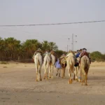 Lorsque l'on pense à la Tunisie, les premières images qui viennent en tête sont souvent ses plages paradisiaques et ses souks colorés. Mais le Sud tunisien offre une expérience tout à fait unique : un voyage au cœur du désert, des paysages arides à couper le souffle, des rencontres inoubliables avec des cultures millénaires. Partons ensemble à la découverte de cette région aux mille et une merveilles, qui vous promet des souvenirs aussi authentiques qu'inoubliables. Départ de Monastir : La Porte d'Entrée du Sud L'aventure commence à Monastir, une ville côtière du centre de la Tunisie. Monastir est bien connue pour son ambiance relaxante et sa richesse culturelle, mais c'est aussi le point de départ idéal pour se lancer à la conquête du Sud tunisien. Ici, nous nous équipons de tout le nécessaire pour notre excursion : crème solaire, lunettes de soleil, chapeau, et une bonne dose de curiosité. Dés que nous prenons la route, nous constatons rapidement le changement de paysage. La végétation devient plus rare, le ciel semble s'étendre à l'infini, et une atmosphère d'aventure commence à s'installer. Le Sud tunisien s'ouvre à nous, avec sa richesse naturelle et ses paysages spectaculaires. Djerba : L'Île des Rêves La première étape de notre périple est l'île de Djerba, souvent surnommée "l'île des rêves". Située au sud-est de la Tunisie, Djerba est une véritable oasis en plein méditerranée. Ses plages de sable fin bordées de palmiers, ses maisons blanchies à la chaux et ses souks animés en font une destination de choix. Nous visitons le village de Houmt Souk, cœur battant de l'île, où les échoppes offrent des objets artisanaux uniques, des épices parfumées et des tissus colorés. Une halte est également prévue pour découvrir la Synagogue de la Ghriba, l'un des lieux de culte les plus anciens d'Afrique. Nous terminons la journée par une balade en calèche, admirant le coucher de soleil qui se reflète sur les eaux calmes, un spectacle apaisant qui nous prépare à l'aventure à venir. Tatouine : Entre Forteresses et Traditions Berbères Après avoir quitté Djerba, nous mettons le cap sur Tatouine. Ce nom est bien connu des fans de Star Wars, mais Tatouine est bien plus qu'une inspiration cinématographique. C'est une région chargée d'histoire et de traditions. Nous découvrons les ksour, ces forteresses en pisé construites par les Berbères pour stocker leurs récoltes et se protéger des invasions. La visite des ksour de Ksar Ouled Soltane et de Ksar Haddada est un véritable voyage dans le temps. Ces constructions impressionnantes nous plongent dans la vie des habitants de l'époque, où chaque famille avait son propre espace dans ces forteresses collectives. C'est également l'occasion d'échanger avec les locaux et d'en apprendre plus sur leur culture et leurs traditions ancestrales. Douz : La Porte du Désert La prochaine étape de notre expédition nous emmène à Douz, surnommée "la porte du désert". Ici, le désert devient omniprésent, et l'immensité des dunes dorées donne un sentiment d'humilité face à la nature. Douz est aussi le point de départ pour une expérience inoubliable : une nuit en tente au milieu du désert. Nous montons à dos de dromadaire, direction un campement situé au cœur des dunes. Après avoir admiré le coucher de soleil qui embrase le ciel, nous partageons un repas typiquement tunisien autour du feu, accompagné de musique traditionnelle. Le silence du désert, les étoiles qui scintillent au-dessus de nos têtes et la chaleur du feu créent une ambiance magique et hors du temps. Matmata : Là où les Maisons Sont des Grottes Nous reprenons la route vers Matmata, un village célèbre pour ses habitations troglodytiques. Ces maisons, creusées directement dans la roche, offrent un refuge idéal contre la chaleur intense du désert. La visite d'une maison troglodytique permet de découvrir comment ces habitants ont adapté leur mode de vie aux conditions extrêmes du désert. Matmata est aussi connue pour avoir servi de décor naturel dans la saga Star Wars, ce qui ajoute une touche cinématographique à notre excursion. Ici, la terre rouge, les cratères et les paysages lunaires nous transportent littéralement dans un autre monde. Tozeur et les Oasis de Montagne : Chebika et Tamerza Notre dernière étape nous conduit vers Tozeur, une ville oasis célèbre pour ses vastes palmeraies et ses sources d'eau douce. Nous nous aventurons à travers les petites ruelles de la médina de Tozeur, où le temps semble s'être arrêté. Les dattes de Tozeur sont parmi les meilleures au monde, et nous avons l'occasion de déguster cette douce saveur sucrée directement depuis les palmiers. De Tozeur, nous partons à la découverte des oasis de montagne de Chebika et Tamerza. Nichées au creux des montagnes, ces oasis offrent un contraste saisissant entre les paysages arides et la verdure luxuriante des palmiers. Les cascades et les points d'eau rafraîchissants créent une véritable oasis de fraîcheur au milieu du désert, où l'on peut se ressourcer après plusieurs jours de route. Retour à Monastir : Des Souvenirs Plein la Tête Notre excursion touche à sa fin, et nous retournons à Monastir avec des souvenirs plein la tête. Le Sud tunisien est une région qui se vit, qui se ressent, où chaque instant est une nouvelle découverte. Du sable chaud de Douz aux maisons troglodytiques de Matmata, des ksour de Tatouine aux oasis de Chebika, chaque étape de ce voyage nous a rapproché un peu plus des racines de la Tunisie. Pour ceux qui cherchent l'aventure, la découverte, et des paysages à couper le souffle, une excursion dans le Sud tunisien est un incontournable. Alors préparez votre sac à dos, enfilez vos chaussures de marche, et partez à la conquête du désert !