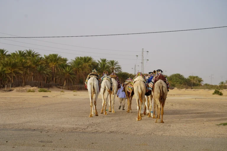 Lorsque l'on pense à la Tunisie, les premières images qui viennent en tête sont souvent ses plages paradisiaques et ses souks colorés. Mais le Sud tunisien offre une expérience tout à fait unique : un voyage au cœur du désert, des paysages arides à couper le souffle, des rencontres inoubliables avec des cultures millénaires. Partons ensemble à la découverte de cette région aux mille et une merveilles, qui vous promet des souvenirs aussi authentiques qu'inoubliables. Départ de Monastir : La Porte d'Entrée du Sud L'aventure commence à Monastir, une ville côtière du centre de la Tunisie. Monastir est bien connue pour son ambiance relaxante et sa richesse culturelle, mais c'est aussi le point de départ idéal pour se lancer à la conquête du Sud tunisien. Ici, nous nous équipons de tout le nécessaire pour notre excursion : crème solaire, lunettes de soleil, chapeau, et une bonne dose de curiosité. Dés que nous prenons la route, nous constatons rapidement le changement de paysage. La végétation devient plus rare, le ciel semble s'étendre à l'infini, et une atmosphère d'aventure commence à s'installer. Le Sud tunisien s'ouvre à nous, avec sa richesse naturelle et ses paysages spectaculaires. Djerba : L'Île des Rêves La première étape de notre périple est l'île de Djerba, souvent surnommée "l'île des rêves". Située au sud-est de la Tunisie, Djerba est une véritable oasis en plein méditerranée. Ses plages de sable fin bordées de palmiers, ses maisons blanchies à la chaux et ses souks animés en font une destination de choix. Nous visitons le village de Houmt Souk, cœur battant de l'île, où les échoppes offrent des objets artisanaux uniques, des épices parfumées et des tissus colorés. Une halte est également prévue pour découvrir la Synagogue de la Ghriba, l'un des lieux de culte les plus anciens d'Afrique. Nous terminons la journée par une balade en calèche, admirant le coucher de soleil qui se reflète sur les eaux calmes, un spectacle apaisant qui nous prépare à l'aventure à venir. Tatouine : Entre Forteresses et Traditions Berbères Après avoir quitté Djerba, nous mettons le cap sur Tatouine. Ce nom est bien connu des fans de Star Wars, mais Tatouine est bien plus qu'une inspiration cinématographique. C'est une région chargée d'histoire et de traditions. Nous découvrons les ksour, ces forteresses en pisé construites par les Berbères pour stocker leurs récoltes et se protéger des invasions. La visite des ksour de Ksar Ouled Soltane et de Ksar Haddada est un véritable voyage dans le temps. Ces constructions impressionnantes nous plongent dans la vie des habitants de l'époque, où chaque famille avait son propre espace dans ces forteresses collectives. C'est également l'occasion d'échanger avec les locaux et d'en apprendre plus sur leur culture et leurs traditions ancestrales. Douz : La Porte du Désert La prochaine étape de notre expédition nous emmène à Douz, surnommée "la porte du désert". Ici, le désert devient omniprésent, et l'immensité des dunes dorées donne un sentiment d'humilité face à la nature. Douz est aussi le point de départ pour une expérience inoubliable : une nuit en tente au milieu du désert. Nous montons à dos de dromadaire, direction un campement situé au cœur des dunes. Après avoir admiré le coucher de soleil qui embrase le ciel, nous partageons un repas typiquement tunisien autour du feu, accompagné de musique traditionnelle. Le silence du désert, les étoiles qui scintillent au-dessus de nos têtes et la chaleur du feu créent une ambiance magique et hors du temps. Matmata : Là où les Maisons Sont des Grottes Nous reprenons la route vers Matmata, un village célèbre pour ses habitations troglodytiques. Ces maisons, creusées directement dans la roche, offrent un refuge idéal contre la chaleur intense du désert. La visite d'une maison troglodytique permet de découvrir comment ces habitants ont adapté leur mode de vie aux conditions extrêmes du désert. Matmata est aussi connue pour avoir servi de décor naturel dans la saga Star Wars, ce qui ajoute une touche cinématographique à notre excursion. Ici, la terre rouge, les cratères et les paysages lunaires nous transportent littéralement dans un autre monde. Tozeur et les Oasis de Montagne : Chebika et Tamerza Notre dernière étape nous conduit vers Tozeur, une ville oasis célèbre pour ses vastes palmeraies et ses sources d'eau douce. Nous nous aventurons à travers les petites ruelles de la médina de Tozeur, où le temps semble s'être arrêté. Les dattes de Tozeur sont parmi les meilleures au monde, et nous avons l'occasion de déguster cette douce saveur sucrée directement depuis les palmiers. De Tozeur, nous partons à la découverte des oasis de montagne de Chebika et Tamerza. Nichées au creux des montagnes, ces oasis offrent un contraste saisissant entre les paysages arides et la verdure luxuriante des palmiers. Les cascades et les points d'eau rafraîchissants créent une véritable oasis de fraîcheur au milieu du désert, où l'on peut se ressourcer après plusieurs jours de route. Retour à Monastir : Des Souvenirs Plein la Tête Notre excursion touche à sa fin, et nous retournons à Monastir avec des souvenirs plein la tête. Le Sud tunisien est une région qui se vit, qui se ressent, où chaque instant est une nouvelle découverte. Du sable chaud de Douz aux maisons troglodytiques de Matmata, des ksour de Tatouine aux oasis de Chebika, chaque étape de ce voyage nous a rapproché un peu plus des racines de la Tunisie. Pour ceux qui cherchent l'aventure, la découverte, et des paysages à couper le souffle, une excursion dans le Sud tunisien est un incontournable. Alors préparez votre sac à dos, enfilez vos chaussures de marche, et partez à la conquête du désert !