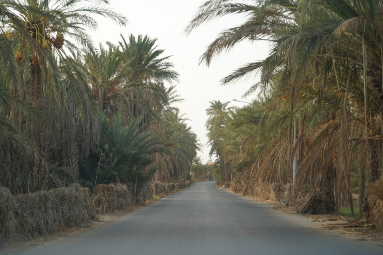 Le sud tunisien est un véritable trésor pour les voyageurs en quête d'authenticité, de paysages grandioses et d'aventures hors du commun. Située à la croisée du désert et de la mer, cette région offre un cadre unique pour explorer les traditions berbères, admirer des oasis luxuriantes et s'émerveiller devant l’immensité du Sahara. Au départ de Monastir, une excursion dans le sud tunisien est une immersion dans un monde où le sable, les palmiers et les anciennes kasbahs racontent l’histoire fascinante de la Tunisie. Djerba : L’Île des Rêves et des Traditions Djerba, première étape de notre voyage, est souvent surnommée l'île des rêves. Connue pour ses plages de sable blanc et ses eaux turquoise, Djerba est également un lieu chargé d'histoire et de culture. L’ancienne médina d’Houmt Souk, avec ses ruelles pittoresques et ses marchés animés, est l’endroit parfait pour s'immerger dans l'artisanat local. Les visiteurs peuvent découvrir des ateliers de poterie traditionnelle et des boutiques de bijoux berbères. L’incontournable synagogue de la Ghriba, l’une des plus anciennes synagogues du monde, offre une plongée dans le patrimoine religieux et culturel de l’île. Chaque année, elle attire des pèlerins venus de loin pour célébrer cette institution séculaire. Pour une expérience authentique, une visite des habitations troglodytiques de Djerba est à ne pas manquer. Ici, les maisons sont creusées dans la roche, permettant de rester au frais même sous le soleil brûlant. Tatouine et Matmata : Sur les Traces des Berbères et de Star Wars Après avoir quitté Djerba, notre aventure continue vers Tatouine, célèbre pour ses ksour, ces anciens greniers fortifiés utilisés par les tribus berbères pour stocker leurs récoltes. Les ksour de Tatouine sont aujourd'hui des témoins du passé et offrent un cadre impressionnant pour des photos uniques. Les cinéphiles reconnaîtront sûrement ces paysages, immortalisés dans la saga Star Wars. Les fans pourront même faire un détour par le village de Ksar Ouled Soltane, qui servit de décor pour la célèbre planète Tatooine. Ensuite, direction Matmata, un village connu pour ses maisons troglodytiques. Ces habitations souterraines, creusées dans la roche, sont un parfait exemple de l'adaptation humaine aux conditions désertiques extrêmes. L’architecture particulière de Matmata a également attiré les réalisateurs de Star Wars, ajoutant une touche de science-fiction à ce décor lunaire. Douz et le Désert du Sahara : Une Nuit sous les Étoiles Douz, surnommée la "porte du désert", est le point de départ idéal pour une aventure dans le Sahara. Connue pour ses dunes de sable doré à perte de vue, Douz est l’endroit parfait pour une immersion complète dans le désert. Ici, plusieurs activités sont possibles : balade à dos de dromadaire, quad dans les dunes ou encore découverte des traditions nomades de la région. Passer une nuit en bivouac est une expérience inoubliable. Sous un ciel étoilé, le silence du désert crée une ambiance apaisante et mystique. Les voyageurs peuvent s'installer dans une tente berbère traditionnelle, autour d'un feu de camp, tout en dégustant des plats typiques et en écoutant les récits des guides locaux. Le lever de soleil sur les dunes de sable au petit matin est un spectacle inoubliable, un moment de pure magie que seuls les voyageurs du désert peuvent apprécier pleinement. Les Oasis de Chebika et Tamerza : Paradis Cachés des Montagnes Notre périple se termine par la découverte des oasis de montagne de Chebika et Tamerza, nichées dans les montagnes de l'Atlas tunisien. Ces oasis luxuriantes, alimentées par des sources naturelles, offrent un contraste saisissant avec le désert environnant. Chebika, autrefois un refuge romain, est un petit village berbère où une source cristalline traverse les palmeraies, créant des piscines naturelles d'une beauté à couper le souffle. À Tamerza, les cascades et les gorges spectaculaires offrent un cadre idéal pour une randonnée au cœur de la nature. Le village abandonné de Tamerza, avec ses maisons en ruine, ajoute une touche mystique à cette oasis. Pour les amateurs de photographie, ces paysages sauvages et authentiques sont l'endroit rêvé pour capturer des souvenirs inoubliables de la Tunisie profonde. Conseils Pratiques pour une Excursion Réussie dans le Sud Tunisien Avant de partir, il est essentiel de bien se préparer pour cette aventure dans le sud tunisien. Voici quelques conseils pour un voyage serein et bien organisé : Prévoir des vêtements adaptés : Le climat du désert peut être extrême, avec des journées chaudes et des nuits fraîches. Il est donc conseillé d’apporter des vêtements légers pour la journée et des couches supplémentaires pour la soirée. Choisir des chaussures confortables : Les randonnées dans les oasis et les balades dans le désert nécessitent des chaussures adaptées pour marcher dans le sable et sur les sentiers rocheux. Se protéger du soleil : Un chapeau, des lunettes de soleil et de la crème solaire sont indispensables pour éviter les coups de soleil sous le soleil du désert. Prévoir de l'eau : Bien que de l'eau soit disponible dans la plupart des endroits, il est toujours recommandé d'avoir une bouteille d'eau avec soi pour éviter la déshydratation. Un voyage dans le sud tunisien est une expérience qui transporte le visiteur hors du temps. Entre les villages berbères, les dunes infinies et les oasis cachées, cette région regorge de trésors qui témoignent de la richesse culturelle et naturelle de la Tunisie. Que ce soit pour une simple escapade ou pour un voyage plus immersif, le sud tunisien promet des souvenirs inoubliables.