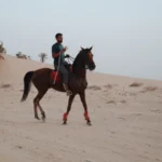 Le Sahara Tunisien offre un spectacle fascinant à tous ceux qui osent s’y aventurer. Nous sommes convaincus que la meilleure manière de découvrir le Sud tunisien, c’est de plonger directement dans cette immensité de sable doré et de se laisser transporter par l’atmosphère envoûtante du désert. Nous vous proposons de partir à la rencontre de paysages mythiques, de vous imprégner de la culture locale et de vous émerveiller devant des panoramas à couper le souffle. Dans les lignes qui suivent, nous allons explorer en détail les points forts d’un circuit saharien, partager nos conseils pratiques et vous donner un avant-goût de tout ce que vous pourriez vivre lors d’une excursion au Sud Tunisien. 1. Découvrir les Étapes Incontournables d’un Circuit dans le Sud de la Tunisie 1.1 Douz, la Porte du Désert Douz est souvent considérée comme la “porte du désert” et constitue un point de départ très apprécié pour entamer un circuit dans le Sahara Tunisien. Située aux confins des grandes dunes, cette ville est réputée pour son marché hebdomadaire animé, où l’on peut découvrir l’artisanat local, goûter à des spécialités culinaires traditionnelles et échanger avec les habitants. Nous aimons beaucoup y flâner pour admirer les étals colorés, discuter avec les vendeurs et se laisser porter par l’atmosphère détendue qui y règne. À Douz, vous aurez également l’occasion de participer à des randonnées à dos de dromadaire, une expérience incontournable pour ressentir le charme unique du désert dès les premiers instants. 1.2 Tozeur et la Palmeraie Enchanteresse En route vers l’est, nous ne manquons jamais de faire étape à Tozeur, célèbre pour sa luxuriante palmeraie et son architecture unique, caractérisée par les briques ocre aux motifs géométriques. Cette ville oasienne, traversée par plusieurs canaux d’irrigation, vous fera découvrir un véritable havre de fraîcheur au milieu de l’aridité ambiante. Nous vous invitons à déambuler dans les ruelles ombragées de la médina de Tozeur, où vous pourrez admirer des constructions traditionnelles et en apprendre davantage sur le mode de vie local. Tozeur est aussi un point de départ idéal pour des excursions en 4x4 vers les oasis de montagne comme Chebika ou Tamerza, nichées au creux des falaises et réputées pour leurs cascades naturelles. 1.3 Chott El-Jérid, le Lac Salé Miroitant Sur la route entre Douz et Tozeur, nous ne pouvons pas passer à côté du Chott El-Jérid, ce vaste lac salé qui s’étend à perte de vue et propose des reflets changeants selon la lumière du soleil. Par moments, le mirage semble y dessiner d’étranges paysages, donnant au voyageur l’impression d’être dans un monde parallèle. Nous conseillons de s’y arrêter pour prendre des photos inoubliables, particulièrement au lever ou au coucher du soleil, lorsque l’horizon se pare de couleurs flamboyantes. Ce lieu est également propice à la contemplation : les silhouettes des rares voyageurs qui sillonnent la zone à ce moment-là créent un contraste saisissant avec l’immensité presque lunaire du Chott. 1.4 Matmata et Tataouine, Entre Troglodytes et Ksour Pour ceux qui souhaitent vivre une immersion plus approfondie dans le Sud tunisien, nous recommandons fortement de s’aventurer vers Matmata et Tataouine. À Matmata, vous aurez la possibilité de découvrir les habitations troglodytes creusées dans la roche, typiques de la région. Ces maisons, dont certaines sont encore habitées, témoignent de l’ingéniosité des populations locales pour se protéger de la chaleur écrasante. Plus au sud, Tataouine s’ouvre sur un paysage parsemé de ksour, d’anciens greniers fortifiés perchés sur des collines, qui retracent l’histoire du troc et des échanges dans le désert. Nous trouvons fascinant de se perdre dans ces vestiges et d’imaginer la vie quotidienne d’antan, où les caravanes sillonnaient les pistes sablonneuses du Sahara. 2. Les Expériences Uniques à Vivre au Cœur du Sahara Tunisien 2.1 Passer la Nuit sous les Étoiles Qui ne rêverait pas de contempler un ciel entièrement dégagé, orné d’innombrables étoiles scintillantes, loin de toute pollution lumineuse ? Passer une nuit à la belle étoile dans le désert reste selon nous l’une des expériences les plus marquantes lors d’un circuit au Sud Tunisien. Nous apprécions particulièrement les bivouacs aménagés, où l’on peut partager un dîner traditionnel autour d’un feu de camp, écouter le chant du vent sur les dunes et s’émerveiller devant la voie lactée qui se déploie comme jamais. Cette expérience de communion avec la nature est une occasion parfaite pour déconnecter du quotidien et prendre le temps de savourer chaque instant. 2.2 Explorer le Désert en 4x4 ou à Dos de Dromadaire Pour sentir le frisson de l’aventure, nous vous conseillons de partir en excursion en 4x4 à travers les dunes du Sahara. Les chauffeurs expérimentés vous emmèneront hors des sentiers battus, à la découverte de recoins insoupçonnés, où le silence règne en maître et où la faune désertique se dévoile avec discrétion. Pour une approche plus authentique encore, rien ne vaut une randonnée à dos de dromadaire, au rythme lent et apaisant de ces fiers animaux. Nous aimons particulièrement cette option, qui permet de s’immerger complètement dans l’ambiance saharienne et de profiter de chaque détail : le crissement du sable, le souffle du vent et la douceur du soleil sur la peau. 2.3 Assister à un Coucher de Soleil Inoubliable Le désert offre parmi les plus beaux couchers de soleil au monde, et le Sahara Tunisien ne déroge pas à la règle. Nous vous recommandons de grimper sur une dune pour admirer ce spectacle grandiose : les teintes rosées, orangées puis violettes se succèdent à l’horizon, avant de laisser place à une nuit fraîche et mystérieuse. Les jeux de lumières sur les dunes créent une atmosphère féerique, et si vous êtes chanceux, vous pourrez même apercevoir quelques renards du désert ou des oiseaux nocturnes commencer leur ronde. Immortaliser ce moment avec un appareil photo est bien sûr tentant, mais rien ne vaut le fait de simplement s’asseoir et de profiter de l’instant présent, loin de toute agitation. 2.4 Rencontrer les Populations Locales et Découvrir la Culture Bédouine Une excursion au Sud Tunisien est aussi l’occasion de faire de belles rencontres humaines. Les habitants du désert, qu’ils soient nomades ou sédentaires, partagent volontiers leur hospitalité et leur histoire. Nous encourageons les voyageurs à s’intéresser aux traditions locales, à goûter à des plats typiques comme le couscous au dromadaire, le pain de sable ou les dattes fraîches de la région, à assister à des soirées folkloriques pour découvrir la musique et la danse sahariennes. Ces moments d’échange sont précieux : ils permettent de mieux comprendre la vie dans le désert et de prendre la mesure de la force d’adaptation et de la chaleur humaine des populations locales. 3. Conseils et Astuces pour un Voyage Mémorable dans le Sahara Tunisien 3.1 Choisir la Meilleure Période pour Partir Le Sahara Tunisien peut se visiter pratiquement toute l’année, mais nous vous conseillons d’éviter les mois de juillet et août, qui correspondent aux pics de chaleur. Les températures peuvent alors atteindre des niveaux extrêmes, rendant les activités en extérieur plus difficiles. Nous privilégions le printemps (mars-avril) et l’automne (octobre-novembre) pour profiter d’un climat plus doux et agréable, avec des nuits moins fraîches qu’en hiver. 3.2 Prévoir des Vêtements Adaptés et une Protection Solaire Même si le désert est souvent associé à la chaleur, les nuits peuvent y être très fraîches, surtout lors d’un circuit au Sud Tunisien. Nous conseillons donc d’emporter des vêtements légers pour la journée, mais également un pull ou une veste chaude pour le soir. Un foulard, comme le cheich, peut s’avérer très pratique pour se protéger à la fois du soleil et du sable porté par le vent. N’oubliez pas non plus la crème solaire, les lunettes de soleil et un chapeau, indispensables pour faire face aux rayons intenses du Sahara. 3.3 Se Déplacer en Toute Sécurité Lorsqu’on part à la découverte du Sud tunisien, il est préférable de s’appuyer sur des guides locaux ou des agences spécialisées. Ils connaissent parfaitement le terrain, les bonnes pistes et les éventuels dangers, comme les zones de sables mouvants. Nous pensons qu’il est important de choisir un partenaire de confiance pour vivre cette aventure en toute sérénité. En plus, ces professionnels sauront vous montrer des sites peu fréquentés, vous permettant d’éviter les foules et de profiter pleinement du calme du désert. 3.4 Respecter l’Environnement et la Culture Locale Le Sahara est un écosystème fragile, et il nous tient à cœur de le préserver pour les générations futures. Lorsque nous voyageons dans le désert, nous veillons à ne laisser aucune trace de notre passage : ne rien jeter dans la nature, ramasser nos déchets et respecter la faune et la flore locales. De la même manière, il est essentiel de respecter les coutumes et la sensibilité des habitants, que ce soit en matière de tenue vestimentaire, de photographie ou de partage des espaces communs. 4. Organiser Son Circuit et Obtenir un Devis : Notre Lien Pratique Pour ceux qui souhaitent planifier un circuit encore plus complet et bénéficier d’un accompagnement personnalisé, nous recommandons de consulter le site Sudtunisie.com afin de découvrir les différentes formules proposées. Vous y trouverez des itinéraires variés, allant des circuits de quelques jours aux programmes de plus longue durée, adaptés à tous les budgets et à toutes les envies. 4.1 Pourquoi Faire Confiance à des Experts du Sahara Tunisien ? Un voyage dans le Sud tunisien exige une certaine préparation logistique : il faut prévoir les étapes, les transferts, l’hébergement, la nourriture, les moyens de locomotion et parfois l’encadrement par des guides professionnels. Nous savons qu’il peut être complexe de tout gérer soi-même, surtout lorsqu’on ne connaît pas la région ni les spécificités du milieu saharien. C’est la raison pour laquelle faire appel à des experts locaux s’avère souvent la meilleure solution pour profiter d’une aventure sans stress et entièrement sécurisée. 4.2 Comment Demander un Devis Personnalisé ? Si vous souhaitez obtenir un devis adapté à vos préférences (durée du séjour, mode de transport, type d’hébergement, etc.), nous vous invitons à vous rendre sur ce lien de contact. Cela vous permettra de préciser vos besoins et de recevoir une proposition sur mesure. Que vous rêviez de passer une nuit sous tente berbère à la belle étoile, de parcourir les dunes en quad, de visiter les oasis de montagne ou de combiner plusieurs régions, tout est possible pour créer le séjour qui vous ressemble. 5. Poursuivre l’Aventure et Découvrir d’Autres Facettes du Sud Tunisien 5.1 Les Stations Balnéaires et l’Île de Djerba Le Sud tunisien ne se limite pas aux dunes ! Djerba, surnommée “l’île aux sables d’or”, constitue une extension idéale après quelques jours passés dans le désert. Nous aimons profiter de ses plages de sable fin, de l’eau turquoise et de l’hospitalité de ses habitants. L’île de Djerba offre également un patrimoine culturel riche, avec notamment la synagogue de la Ghriba, l’une des plus anciennes d’Afrique, et la forteresse de Borj El K’bir, qui donne un aperçu de l’histoire mouvementée de la région. 5.2 La Cuisine Tunisienne : Un Festival de Saveurs Un autre atout majeur du Sud tunisien réside dans sa gastronomie. Lors de votre excursion au Sahara, vous aurez l’occasion de déguster des plats traditionnels revisités avec les produits du terroir, comme les dattes, l’agneau, le dromadaire et les épices locales. Nous ne manquons jamais de goûter au fameux couscous, préparé avec soin par les familles ou les chefs de campement, ou encore au brick (une feuille de pâte fine garnie de thon, d’œuf et de persil, puis frite). La dégustation de dattes fraîches à Tozeur, réputées pour leur douceur incomparable, reste aussi un moment fort du voyage. 5.3 L’Artisanat Local : Souvenirs Authentiques Rien de tel que de rapporter un souvenir typique pour prolonger la magie de son circuit saharien. Nous aimons flâner dans les souks de Douz ou de Tozeur pour découvrir des poteries ornées de motifs bédouins, des tapis tissés à la main ou encore des objets en cuir. L’artisanat local reflète le savoir-faire et la créativité des Tunisiens, transmises de génération en génération. Pensez à négocier les prix avec le sourire, car cette pratique fait partie de la tradition marchande de la région : c’est l’occasion de partager un moment convivial avec les vendeurs locaux. 5.4 S’Initier à la Danse et à la Musique Sahariennes Au-delà des paysages, le Sud tunisien est également riche en manifestations culturelles. Les danses sahariennes, accompagnées de percussions et de chants, font vibrer le désert lors de soirées festives organisées parfois dans les campements. Nous trouvons qu’il est toujours agréable de s’initier à ces rythmes envoûtants pour se rapprocher un peu plus de l’âme saharienne. Ces moments de partage musical créent une ambiance chaleureuse et renforcent l’esprit de convivialité qui caractérise si bien cette région. 6. Vivre le Sud Tunisien en Profondeur : Notre Vision d’un Voyage Authentique Notre philosophie de voyage, c’est de privilégier l’authenticité, la rencontre et l’ouverture. Le Sahara Tunisien, avec ses grands espaces et sa culture millénaire, se prête à merveille à une immersion totale, loin du tourisme de masse. Nous pensons qu’en prenant le temps de rencontrer les gens, de s’imprégner de leur quotidien, de découvrir leurs coutumes et de partager leurs repas, on revient grandement transformé de cette expérience. Le désert est un lieu de contrastes et de paradoxes : il peut être à la fois dur et enveloppant, silencieux et vivant, aride et pourtant riche en émotions. Chaque dune recèle une histoire, chaque oasis cache un trésor d’ingéniosité humaine. Nous encourageons tous ceux qui rêvent d’aventure à franchir le cap et à s’offrir un circuit au Sud Tunisien, que ce soit en famille, en couple ou entre amis. Les itinéraires possibles sont multiples : de la boucle autour de Douz et Tozeur, en passant par Matmata et Tataouine, jusqu’à l’exploration de l’île de Djerba. Certains voyageurs choisiront un parcours sportif axé sur la randonnée et la conduite en 4x4, tandis que d’autres préfèreront privilégier la détente, le confort et la contemplation. Dans tous les cas, nous sommes convaincus que vous en garderez des souvenirs impérissables. Pour aller plus loin et organiser un voyage sur mesure, nous rappelons que vous pouvez visiter le site Sudtunisie.com et, si vous le souhaitez, demander un devis personnalisé sur ce lien de contact. Vous aurez alors l’assurance de bénéficier d’un accompagnement complet et de découvrir les secrets les mieux gardés du Sahara Tunisien, en toute sérénité. Nous espérons que cette plongée au cœur du désert vous inspirera et vous donnera l’envie de partir à la conquête des dunes, des oasis et des traditions millénaires du Sud tunisien. Car plus qu’une simple destination, le Sahara est un voyage intérieur, une rencontre avec soi-même et avec un univers fascinant, dont on ne ressort jamais complètement indemne.