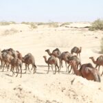 Si vous rêvez de vous évader dans un cadre naturel exceptionnel, sans contraintes ni frais, le Village berbère de Tamerza dans le sud de la Tunisie est l’endroit idéal. L’un des atouts majeurs de ce lieu hors du commun est la possibilité de camper gratuitement au cœur du désert. Imaginez-vous en train d'installer votre tente, simplement armé de votre matériel, entouré de montagnes majestueuses, d'oasis verdoyantes et d'un ciel étoilé. Dans cet article, nous vous emmenons à la découverte de cette expérience unique, où la nature sauvage et l’hospitalité berbère se rencontrent dans un cadre parfait pour les amoureux du camping en toute simplicité. Tamerza : Un village berbère au cœur du désert tunisien Tamerza est un village berbère situé au pied des montagnes de l'Atlas, dans la région de Tozeur, au sud de la Tunisie. C’est un endroit qui semble figé dans le temps, où les traditions berbères sont toujours vivantes et où les paysages désertiques rivalisent de beauté. Le village est niché dans un décor spectaculaire, entre palmeraies et falaises de sable. Ce village, typiquement berbère, est un excellent point de départ pour les voyageurs qui souhaitent découvrir un mode de vie authentique tout en profitant de la liberté d’un camping gratuit. Ici, l'âme du désert se mêle à l'hospitalité chaleureuse des habitants. Vous n'avez pas besoin de payer pour planter votre tente. Les visiteurs peuvent s'installer dans des espaces désignés autour du village et profiter d'un environnement paisible et préservé. Ce mode de voyage, sans fioritures, est l’un des moyens les plus authentiques de découvrir la Tunisie, loin du tourisme de masse. Vous aurez l'opportunité de vous connecter à la nature tout en vivant selon un rythme détendu et libre. Plonger dans une expérience de camping sauvage au milieu du désert Le camping gratuit à Tamerza vous permet de vous immerger pleinement dans la nature du désert tunisien. Oubliez les campings traditionnels avec leurs infrastructures modernes. Ici, vous êtes au cœur de la nature, entouré de palmiers, de montagnes rocailleuses et de canyons spectaculaires. Le terrain est idéal pour les passionnés de randonnée, les amoureux de la nature ou simplement ceux qui cherchent à se ressourcer loin de la civilisation. Lorsque vous plantez votre tente à Tamerza, vous êtes libre de choisir votre emplacement, tant que vous respectez l’environnement naturel. Les oasis voisines, avec leurs eaux rafraîchissantes, sont accessibles pour les visiteurs, offrant un cadre paisible pour se détendre. Les paysages sauvages vous invitent à explorer les alentours à pied ou à vélo. Si vous aimez l’aventure, vous pourrez même vous aventurer plus profondément dans les montagnes pour découvrir des panoramas à couper le souffle. Le camping à Tamerza est une expérience rare : pas de bruit de circulation, pas de lumière artificielle la nuit, juste la tranquillité du désert, avec un ciel étoilé qui ne ressemble à aucun autre. Les nuits sont fraîches, et c’est un pur bonheur de s’endormir sous la voie lactée, bercé par le silence absolu du désert. Un réveil au lever du soleil, avec ses rayons dorés qui viennent caresser les montagnes, est une expérience dont vous vous souviendrez longtemps. Découvrir la culture berbère et l’hospitalité de Tamerza L’un des plus grands atouts de Tamerza réside dans la culture locale et l’hospitalité des habitants. Les Berbères, présents dans cette région depuis des siècles, vivent de manière simple, mais riche de traditions. En séjournant dans ce village, vous aurez l’opportunité de découvrir leur mode de vie, leur cuisine et leurs coutumes. Les villageois de Tamerza sont fiers de leur héritage et n’hésiteront pas à partager avec vous leurs histoires et leur savoir-faire. Vous pouvez discuter avec eux autour d’un thé à la menthe, goûter aux plats locaux comme le couscous ou les tajines, ou encore visiter les petites échoppes où sont vendus des objets artisanaux. Les tisserands berbères fabriquent des tapis traditionnels aux couleurs vives, tandis que les forgerons fabriquent des outils et des bijoux en métal avec une habileté impressionnante. Si vous êtes curieux et que vous prenez le temps d’aller à la rencontre des habitants, vous découvrirez une culture vivante et fascinante. Les habitants de Tamerza sont chaleureux, ouverts et accueillants, et vous comprendrez vite que l’hospitalité est au cœur de leur identité. Parfois, on vous proposera même de vous montrer des lieux secrets, des oasis reculées ou des points de vue imprenables que seuls les locaux connaissent. Explorer les merveilles naturelles autour de Tamerza : un terrain de jeu pour les aventuriers Le village de Tamerza n’est pas seulement un lieu de camping gratuit ; il est aussi le point de départ d’aventures incroyables. La région regorge de sites naturels exceptionnels, parfaits pour les randonneurs et les explorateurs. Autour de Tamerza, vous pouvez découvrir des canyons profonds, des palmeraies luxuriantes, des dunes de sable et des paysages désertiques d’une beauté époustouflante. L’un des sites les plus remarquables est le Chott el-Jérid, un immense lac salé qui change de couleur selon la lumière du jour. En marchant sur ses rives, vous pouvez observer la faune locale, notamment des flamants roses, des gazelles et des renards. Les montagnes autour de Tamerza offrent également des vues imprenables sur le désert, et plusieurs sentiers permettent d’accéder à des points de vue spectaculaires. Si vous êtes intéressé par le désert, vous pouvez organiser une excursion en dromadaire ou à 4x4 pour explorer les vastes étendues de sable. Ces excursions sont parfaites pour découvrir les ksour (villages fortifiés) traditionnels du sud de la Tunisie, ou encore les fameux troglodytes, des habitations creusées dans la roche, typiques de la région. Chaque coin de la région a une histoire à raconter, et vous pourrez en apprendre davantage sur le mode de vie des nomades et des populations locales en vous aventurant dans le désert. Le climat du désert : Préparez-vous pour une expérience inoubliable Le climat à Tamerza est typique du désert tunisien. Les journées sont chaudes, particulièrement en été, et les températures peuvent dépasser les 30°C, voire les 40°C pendant la journée. Cependant, les nuits sont beaucoup plus fraîches, avec des températures qui peuvent descendre en dessous de 15°C. Il est donc essentiel de bien se préparer pour cette expérience de camping, en apportant des vêtements légers pour la journée et des couches plus chaudes pour la nuit. Nous vous conseillons d’emporter un bon sac de couchage, ainsi qu’un matelas de sol confortable pour passer une nuit agréable. N’oubliez pas non plus d'apporter une lampe frontale, des bouteilles d’eau, et des snacks pour vos randonnées dans le désert. Si vous prévoyez de faire des excursions plus longues, il peut être judicieux de vous munir d’une carte, d’une boussole, ou de tout autre équipement de navigation, car certaines zones peuvent être difficiles d’accès sans guide local. Il est également conseillé de prendre une protection solaire (crème solaire, lunettes de soleil et chapeau), car l’ensoleillement est particulièrement intense dans cette région. Enfin, emportez des chaussures de randonnée robustes, car les terrains peuvent être rocheux et inégaux. Comment organiser votre voyage à Tamerza et profiter pleinement de l’expérience Se rendre à Tamerza est relativement facile, mais cela demande un peu de planification. Le village est accessible en voiture depuis Tozeur, qui est la ville la plus proche et qui dispose d'un aéroport international. Si vous ne souhaitez pas conduire, vous pouvez prendre un bus ou un taxi depuis Tozeur pour rejoindre Tamerza. Une fois sur place, nous vous recommandons de passer quelques heures à vous familiariser avec le village et à discuter avec les habitants. Vous pourrez ainsi obtenir des conseils sur les meilleures zones de camping et sur les endroits à visiter. Si vous préférez une expérience plus encadrée, il existe des circuits organisés qui combinent des visites guidées et des activités comme les balades en dromadaire, les excursions en 4x4 ou les randonnées. Pour ceux qui souhaitent aller au-delà du camping et découvrir davantage la région, il est possible de réserver des circuits dans le désert tunisien via des prestataires locaux. Vous pouvez trouver de plus amples informations et demander un devis personnalisé ici. Respecter l’environnement : Un engagement pour préserver la beauté de Tamerza Si le camping gratuit à Tamerza offre une grande liberté, il est également important de souligner l'importance de respecter l’environnement. Le désert et les oasis sont des écosystèmes fragiles, et il est crucial de ne laisser aucune trace de votre passage. Nous vous encourageons à ramasser tous vos déchets, à ne pas perturber la faune locale et à respecter les traditions et coutumes du village. En prenant soin de cet environnement naturel, vous contribuerez à préserver ce lieu magique pour les futures générations. Le respect de l’environnement et des habitants locaux est une valeur clé qui permet à ce genre d’expérience de perdurer, tout en offrant une aventure authentique et respectueuse.