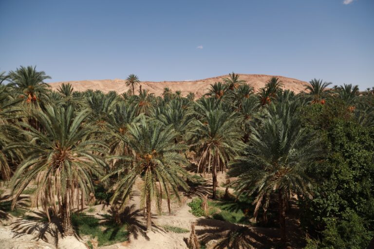 Le sud tunisien est une région fascinante qui combine des paysages désertiques à couper le souffle, une riche histoire culturelle et une hospitalité chaleureuse. Que vous partiez de Sousse, Hammamet, Tunis, Monastir ou Korba, une excursion dans cette partie du pays vous promet une expérience unique et inoubliable. Dans cet article, nous vous emmenons à la découverte des lieux incontournables et des trésors cachés du sud tunisien, tout en vous fournissant des conseils pratiques pour profiter pleinement de votre voyage. 1. Pourquoi explorer le sud tunisien depuis Sousse ou Hammamet ? Le sud tunisien est une destination idéale pour les voyageurs à la recherche d’aventure et de paysages uniques. Depuis les villes côtières comme Sousse et Hammamet, vous pouvez rejoindre facilement les premières portes du désert, notamment Douz, Tozeur et Ksar Ghilane. Ces villes balnéaires, bien desservies par les routes et les circuits touristiques, offrent des départs pratiques pour des excursions organisées vers le sud. L’intérêt principal de partir depuis ces villes réside dans la diversité des paysages que vous traverserez. Vous passerez des plaines fertiles aux dunes dorées du désert, en passant par des oasis luxuriantes. C’est une véritable plongée dans un autre monde, où chaque kilomètre parcouru dévoile une nouvelle facette de la beauté tunisienne. 2. Les incontournables du sud tunisien : Douz, la porte du désert Située aux abords du Grand Erg Oriental, Douz est surnommée la « porte du désert ». Cette petite ville est un point de départ idéal pour découvrir les dunes infinies du Sahara. Lors de votre visite à Douz, voici ce que vous ne devez surtout pas manquer : Les promenades à dos de dromadaire : Rien ne reflète mieux l’esprit du désert que cette expérience emblématique. Vous serez accompagné par des guides locaux qui vous feront découvrir les secrets du désert. Le Festival International du Sahara : Si votre visite coïncide avec cet événement annuel, vous aurez l’occasion d’assister à des courses de chameaux, des danses folkloriques et d’autres spectacles traditionnels. Les marchés locaux : Douz abrite un souk authentique où vous pourrez acheter des produits artisanaux, des épices et des souvenirs uniques. En explorant Douz, vous aurez également la possibilité de vous aventurer plus loin dans le désert grâce à des excursions en 4x4 ou en quad. Ces activités offrent une expérience plus dynamique pour explorer les vastes étendues de sable. 3. Les oasis de Tozeur et Nefta : Un paradis verdoyant au cœur du désert Tozeur, célèbre pour ses oasis et ses dattes de qualité supérieure, est une étape incontournable dans le sud tunisien. Cette ville offre un contraste frappant avec les dunes environnantes, grâce à ses jardins luxuriants et ses palmeraies. Tozeur : La ville des palmiers et des légendes La palmeraie de Tozeur : Avec ses milliers de palmiers, cette oasis est l'une des plus vastes de Tunisie. Vous pouvez la découvrir à pied, en vélo ou en calèche. Les décors de Star Wars : Si vous êtes fan de cinéma, ne manquez pas les célèbres décors de Mos Espa, utilisés dans la saga Star Wars. Ils sont situés à proximité de Tozeur et offrent un cadre surréaliste pour les amateurs de photos. Le musée Dar Cheraït : Ce musée culturel vous plonge dans l’histoire et les traditions du sud tunisien. Nefta : La perle cachée du sud À seulement quelques kilomètres de Tozeur, Nefta est une ville paisible connue pour son architecture unique et son atmosphère spirituelle. La Corbeille de Nefta, un immense cratère naturel rempli de sources d’eau, est un endroit à ne pas manquer. C’est aussi un lieu idéal pour méditer et se ressourcer. 4. Ksar Ghilane : L’oasis au milieu des dunes Ksar Ghilane est une oasis emblématique située en plein désert. Accessible depuis Douz ou Matmata, cet endroit magique est idéal pour ceux qui souhaitent vivre une expérience authentique du Sahara. Voici ce qui rend Ksar Ghilane si spécial : La source d’eau chaude : Imaginez-vous plonger dans une piscine naturelle entourée de dunes. La source thermale de Ksar Ghilane est parfaite pour se détendre après une journée d’exploration. Les camps berbères : Passez une nuit dans un campement traditionnel et admirez un ciel étoilé comme vous ne l’avez jamais vu. C’est une expérience à la fois apaisante et enrichissante. Les randonnées en quad ou à cheval : Pour les amateurs de sensations fortes, explorez les environs de l’oasis sur un quad ou à cheval. Vous pourrez même visiter les vestiges du fort romain de Tisavar, situé non loin. 5. Matmata : Le village troglodytique unique au monde Matmata est célèbre pour ses habitations troglodytiques, qui semblent tout droit sorties d’un autre monde. Ces maisons souterraines, creusées dans la roche pour se protéger de la chaleur, offrent une vision fascinante de l’ingéniosité des habitants locaux. Lors de votre visite à Matmata, prenez le temps d’explorer ces habitations et de rencontrer les familles qui y vivent encore. Vous apprendrez beaucoup sur leurs traditions et leur mode de vie. Ne manquez pas non plus les paysages lunaires qui entourent le village, parfaits pour les amateurs de photographie. 6. Préparer votre excursion dans le sud tunisien Pour que votre expérience soit aussi agréable que possible, voici quelques conseils pratiques : Choisissez le bon moment : Les mois d’automne et de printemps sont idéaux pour visiter le sud tunisien, car les températures sont plus clémentes. Privilégiez les circuits organisés : Pour une expérience sans stress, optez pour des circuits tout compris comme ceux proposés par Sud Tunisie. Ces excursions incluent généralement le transport, l’hébergement et les activités. Habillez-vous en conséquence : Le désert peut être très chaud pendant la journée et froid la nuit. Prévoyez des vêtements adaptés et n’oubliez pas un chapeau, des lunettes de soleil et de la crème solaire. Apportez de l’eau : L’hydratation est essentielle, surtout lors des randonnées ou des excursions dans le désert. 7. Pourquoi choisir une excursion avec Sud Tunisie ? Avec Sud Tunisie, vous bénéficiez d’un service professionnel et personnalisé pour découvrir les merveilles du sud tunisien. Que vous partiez de Sousse, Hammamet, Tunis, Monastir ou Korba, nos circuits sont conçus pour répondre à vos attentes. Pour plus de détails ou pour réserver votre voyage, consultez notre site : Devis Voyage Désert Sud Tunisie. Conclusion : Une aventure à ne pas manquer Le sud tunisien est une destination qui combine nature, culture et aventure. Que vous soyez attiré par les dunes dorées, les oasis verdoyantes ou les traditions séculaires, cette région saura vous émerveiller. Alors, préparez vos bagages et partez à la découverte de ce trésor caché de la Tunisie. Vous ne le regretterez pas !