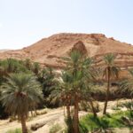 Les vacances en Tunisie nous permettent de découvrir un pays fascinant, où la mer Méditerranée rencontre des paysages désertiques, où des villes animées côtoient des villages reculés, et où chaque étape invite à s’immerger dans une culture chaleureuse. Nous aimons la Tunisie pour la douceur de son climat, la richesse de sa gastronomie, la diversité de ses activités, et le mélange unique d’héritages berbères, arabes, ottomans et français, qui façonnent un caractère bien particulier. Que l’on cherche des plages au sable doré, des trésors historiques, une nature brute et préservée, ou encore un périple hors des sentiers battus dans le sud, tout est réuni pour vivre des vacances mémorables. Plages paradisiaques et détente en bord de mer en Tunisie Nous apprécions particulièrement les longues étendues de sable fin bordant la mer, le clapotis des vagues qui nous bercent, et la sensation du soleil sur la peau. La Tunisie, réputée pour ses côtes magnifiques, propose d’innombrables stations balnéaires où la détente est reine. Le littoral oriental, baigné par une Méditerranée cristalline, rassemble quelques-unes des plus belles plages du pays. Hammamet, très prisée, reste une valeur sûre pour profiter de complexes hôteliers de qualité. Le golfe d’Hammamet, avec ses eaux tranquilles, invite à la baignade. Plus au sud, Sousse, surnommée la « perle du Sahel », mixe plaisirs balnéaires, soirées animées, marchés de fruits frais, et ambiance chaleureuse. Les amateurs de sports nautiques trouveront leur bonheur : ski nautique, planche à voile, kayak, paddle, plongée sous-marine… Les conditions y sont idéales presque toute l’année. C’est aussi une bonne occasion de goûter aux spécialités locales en bord de plage, comme un poisson grillé ultra-frais, accompagné d’une salade tunisienne et d’un pain croustillant. L’expérience de se détendre sur la plage, un jus d’orange fraîchement pressé à la main, en appréciant le va-et-vient des bateaux de pêche au loin, fait partie de ces plaisirs simples qui rendent les vacances inoubliables. Cités historiques, entre médinas et sites archéologiques tunisiens Au-delà des plages, un voyage en Tunisie dévoile de véritables trésors historiques. Nous ne pouvons passer à côté de la médina de Tunis, classée au patrimoine mondial de l’UNESCO. Ici, nous errons dans un labyrinthe de ruelles, de souks colorés et de boutiques d’artisanat, en humant les parfums des épices, des pâtisseries au miel et du thé à la menthe. L’architecture traditionnelle, les mosquées centenaires, les portes richement décorées, tout concourt à nous plonger dans une ambiance authentique. C’est l’endroit idéal pour ramener quelques souvenirs typiques, comme une babouche en cuir fin ou un plat en céramique peint à la main. Carthage, ancienne cité punique, offre une plongée dans l’histoire. Nous admirons les vestiges du port punique, le théâtre romain, les thermes d’Antonin. Une promenade sur le site archéologique permet d’apprécier l’évolution du lieu, des Phéniciens aux Romains, tout en profitant d’une vue imprenable sur le golfe de Tunis. Sidi Bou Saïd, village pittoresque perché sur une colline, fascine par ses maisons blanches et bleues, ses bougainvillées, son ambiance artistique. Sur la côte, près de Monastir, nous explorons la forteresse du Ribat, témoignage de l’époque médiévale islamique. Chaque région tunisienne possède son lot de monuments et de musées, rappelant la richesse culturelle d’un pays carrefour de civilisations depuis des millénaires. Gastronomie tunisienne et saveurs locales à savourer Lorsque nous partons en vacances en Tunisie, déguster la gastronomie locale fait partie des meilleurs moments. Le couscous, plat emblématique, se décline en version agneau, poulet, poisson ou légumes. Il existe autant de recettes que de familles, et chaque cuisinière ajoute sa touche personnelle. Nous aimons le goût unique du harissa, condiment de piments broyés, qui apporte cette pointe de piquant caractéristique à de nombreux plats. Les bricks à l’œuf, croustillantes et dorées, se dégustent à toute heure. Les salades mêlent tomates, concombres, oignons, olives et câpres, assaisonnées d’huile d’olive locale, symbole de la Méditerranée. Goûter aux spécialités de rue, comme un sandwich au thon, harissa et olives, ou une chakchouka parfumée, permet de s’imprégner du quotidien des Tunisiens. Le thé à la menthe, bien sucré, accompagne ces moments de convivialité, tout comme le café turc serré. Les pâtisseries – makrouds, baklavas, samsas – faites de pâte d’amande, de miel et de fruits secs, raviront les amateurs de douceurs. Nous apprécions également la variété de poissons et fruits de mer fraîchement pêchés, grillés devant nos yeux et servis avec un filet de citron. Les herbes aromatiques, le cumin, la coriandre, et les épices du souk contribuent à des expériences gustatives mémorables. Le désert tunisien : aventures sahariennes et immersion nomade La Tunisie, ce n’est pas que la Méditerranée et les cités historiques. Plus au sud, le paysage se métamorphose, et le sable finit par dominer l’horizon. Le désert tunisien évoque des images d’étendues infinies, de dunes dorées, de palmeraies et d’oasis insoupçonnées. C’est l’endroit idéal pour vivre une aventure inoubliable, loin de l’agitation, où le silence et la sérénité règnent en maîtres. Les nuits dans le désert, sous un ciel étoilé, offrent des moments magiques. Nous en profitons pour expérimenter un circuit saharien personnalisé, guidé par des experts locaux, afin de découvrir les secrets du Grand Erg Oriental. Pour ceux qui rêvent d’explorer les immensités du Sahara, nous recommandons les circuits désert proposés par des agences spécialisées. Ils permettent de s’initier à la vie nomade, de bivouaquer dans des campements traditionnels, de partager un repas autour d’un feu de camp, et d’admirer un lever de soleil sur une mer de dunes. Ceux qui souhaitent approfondir leur découverte peuvent consulter ce lien pour explorer la diversité des formules proposées. Nous admirons des paysages étonnants, des lacs salés scintillants, des ksour perchés sur des collines rocheuses, et des villages troglodytes comme Matmata, offrant un contraste saisissant avec la vie côtière. Randonnées et excursions au cœur d’une nature préservée En Tunisie, la nature ne se limite pas aux plages et au désert. Le pays propose des parcs nationaux, des montagnes, des vallées, et des forêts de pins d’Alep où il fait bon randonner. Dans le nord, le parc national de l’Ichkeul, classé au patrimoine mondial, est un lieu d’observation ornithologique incontournable. Nous pouvons y apercevoir des milliers d’oiseaux migrateurs, tels que les flamants roses, les oies sauvages ou les canards. Le lac, les marais, les pâturages et les collines offrent un paysage paisible. Plus au sud, le Djebel Chambi, plus haut sommet du pays, culmine à 1544 mètres. Cette montagne, recouverte de forêts clairsemées, constitue un cadre idéal pour des randonnées sportives. Les vallées intérieures, les oasis de montagne comme Chebika, Tamerza ou Midès, proposent des panoramas d’une beauté rare, mêlant cascades, canyons, palmiers et villages suspendus. Les voyageurs en quête de tranquillité seront conquis par ces décors sauvages, où l’on respire un air pur et où l’on peut découvrir un mode de vie traditionnel, loin des foules touristiques. Artisanat, savoir-faire et traditions vivantes de Tunisie La Tunisie, c’est aussi un art de vivre. L’artisanat local reflète la créativité et le savoir-faire transmis de génération en génération. Les poteries de Nabeul, aux couleurs vibrantes, apportent une touche de gaieté à la table. Les tapis tissés à la main dans le sud du pays racontent l’histoire d’un peuple nomade, chaque motif portant une signification symbolique. Les bijoux berbères, en argent ciselé, émerveillent par leur finesse. Les souffleurs de verre, les tailleurs de pierre, les menuisiers, perpétuent des techniques anciennes, assurant ainsi une continuité entre le passé et le présent. Nous aimons flâner dans les souks, discuter avec les artisans, comprendre leurs techniques, et découvrir des pièces uniques, loin des productions industrielles standardisées. C’est l’occasion de rapporter un souvenir authentique, porteur d’une histoire, qu’il s’agisse d’une lampe en cuivre martelé, d’une calligraphie originale, ou d’une étoffe aux motifs complexes. Chaque objet incarne une partie de la Tunisie, une émotion, un moment. Se laisser surprendre par l’ingéniosité des artisans, c’est aussi un moyen de soutenir l’économie locale et de favoriser la préservation de traditions séculaires. Bien-être, soins traditionnels et détente dans les spas tunisiens Les vacances en Tunisie invitent aussi à prendre soin de soi. Les spas, centres de thalassothérapie et hammams traditionnels offrent l’opportunité de se ressourcer. Les soins ancestraux, les massages aux huiles essentielles locales, le gommage au savon noir, le gant de kessa, le bain de vapeur parfumé à l’eucalyptus, procurent une sensation de bien-être immédiat. Nous apprécions ces moments de détente dans des établissements qui ont su marier traditions orientales et modernité. Sur la côte, de nombreux hôtels haut de gamme disposent d’espaces de remise en forme, de bains d’algues, et de piscines d’eau de mer chauffée, idéales pour dénouer les tensions musculaires. Le climat méditerranéen, doux et lumineux, aide à recharger les batteries. Une journée de soins, suivie d’un thé à la menthe en terrasse, face à la mer, nous rappelle que les vacances en Tunisie sont aussi l’occasion de prendre le temps, de ralentir, et d’écouter nos besoins profonds. Logements variés et accueil chaleureux en Tunisie Le tourisme tunisien offre un éventail large et adapté à toutes les envies. Les hôtels de charme, installés dans d’anciennes maisons traditionnelles, marient authenticité et confort moderne. Les grands complexes hôteliers, souvent en bord de mer, proposent des clubs pour enfants, des activités sportives, des soirées à thème, pour un séjour all inclusive sans souci. Les chambres d’hôtes permettent un contact plus direct avec les habitants, de découvrir leurs habitudes, leurs repas, et de partager des moments conviviaux autour d’un tajine ou d’un couscous familial. Ce que nous apprécions, c’est la gentillesse des Tunisiens. Le sens de l’accueil est inscrit dans la culture. Les sourires, la disponibilité, l’envie de faire plaisir, tout concourt à un sentiment de bien-être. Même dans les zones plus rurales, où les infrastructures sont parfois modestes, nous sommes accueillis avec hospitalité. Nous n’hésitons jamais à demander conseil, que ce soit pour une bonne adresse de restaurant local ou pour trouver un chemin de randonnée caché. Le contact humain est simple, naturel, authentique. Excursions personnalisées et découverte des trésors cachés du Sud tunisien Pour ceux qui recherchent une aventure plus intime, il est possible d’organiser un voyage sur mesure. Nous pouvons opter pour une excursion dans le Grand Sud, à la découverte des ksour, ces greniers fortifiés aux formes géométriques étonnantes, ou des villages troglodytiques comme Douiret et Chenini, où les habitations creusées dans la roche offrent un habitat résilient aux conditions climatiques extrêmes. Les guides locaux, fins connaisseurs du terrain, nous emmènent vers des panoramas spectaculaires, que seuls ceux qui arpentent ces terres depuis toujours peuvent révéler. Le lien suivant permet d’obtenir un devis personnalisé pour concevoir une expérience unique : nous contacter. De la nuit sous tente dans le désert aux balades en 4x4, du trekking sur les dunes à la rencontre avec des artisans locaux, chaque étape est pensée pour correspondre à nos aspirations. Découvrir la Tunisie ainsi, c’est s’ouvrir à un regard neuf, loin des grands flux touristiques, et savourer la qualité d’un accueil sincère. Climat, saisons et moments idéaux pour partir en Tunisie Le climat tunisien, méditerranéen sur la côte et plus aride au sud, permet de voyager toute l’année. Les printemps offrent des températures douces, idéales pour visiter les sites archéologiques sans souffrir de la chaleur, tandis que les étés ravissent les amateurs de baignade. L’automne, encore chaud, propose des journées ensoleillées, alors que l’hiver, plus calme, dévoile une autre facette du pays, avec une ambiance plus tranquille et des tarifs souvent avantageux. Nous choisissons nos dates en fonction de nos envies : activité balnéaire, découverte culturelle, ou aventure dans le désert. Pour profiter des randonnées dans le sud, le printemps et l’automne sont idéaux, car les températures sont agréables. Les amateurs de bains de mer préfèreront l’été, quand l’eau atteint des températures confortables. Les photographes, quant à eux, adoreront les lumières rasantes du lever ou du coucher du soleil sur les dunes, peu importe la saison. Ainsi, chaque période de l’année offre ses avantages, et permet de composer des vacances sur mesure. Événements culturels, festivals et traditions locales La Tunisie vibre au rythme de nombreuses fêtes religieuses, culturelles et artisanales. Le festival de Carthage, organisé chaque été, réunit des artistes de renom dans un cadre antique, offrant des spectacles de musique, de danse, de théâtre. Les processions de l’Aïd, les mariages traditionnels, les fêtes locales dans les villages, participent à l’animation du pays. Nous aimons nous mêler à la population, observer les costumes colorés, écouter les musiques régionales, et nous laisser surprendre par la diversité des expressions artistiques. Les marchés hebdomadaires, où se vendent fruits, légumes, épices, tissus, et objets du quotidien, constituent également des événements sociaux importants. Ils créent une ambiance animée, où l’on peut discuter, négocier, et repartir avec un panier de produits frais. Les habitants s’y retrouvent, échangent des nouvelles, partagent un café, renforçant le lien social. Participer à ces moments, c’est vivre la Tunisie de l’intérieur, en être l’hôte plutôt que le simple spectateur. Transports, formalités et conseils pratiques pour un séjour réussi en Tunisie La Tunisie est bien connectée à l’Europe, grâce à de nombreux vols directs. Une fois sur place, il est aisé de se déplacer : trains, louage (taxis collectifs), bus et voitures de location permettent d’aller de ville en ville. Les routes sont relativement bonnes, et les trajets se font sans grande difficulté. Les formalités d’entrée sont simples, surtout pour les ressortissants européens, souvent dispensés de visa pour un court séjour. Il est tout de même recommandé de se renseigner avant le départ pour éviter toute surprise. Nous pensons à emporter une crème solaire, un chapeau, et des vêtements légers, surtout en été. Un pull ou une veste légère pour les soirées un peu plus fraîches reste utile, notamment dans le désert où les écarts de température entre le jour et la nuit sont marqués. Apprendre quelques mots d’arabe tunisien est un petit geste toujours apprécié. Un simple « Marhaba » (bienvenue) ou « Chokrane » (merci) facilite le contact, et témoigne d’un respect sincère pour la culture locale. Conclusion : la Tunisie, une destination aux multiples visages La Tunisie rassemble dans un espace relativement restreint une diversité rare. Des plages de sable fin aux déserts infinis, des médinas animées aux villages reculés, des cités anciennes aux stations balnéaires modernes, elle satisfait toutes les curiosités. Le voyage en Tunisie, c’est la certitude de vivre des expériences uniques, de faire des rencontres sincères, de savourer une gastronomie étonnante, et de rapporter chez soi bien plus que des souvenirs matériels. En explorant ce pays, nous apprenons à comprendre ses nuances, ses traditions, ses paradoxes, et nous en ressortons enrichis. Les vacances en Tunisie sont un enchantement permanent, une invitation à revenir, encore et encore, pour percer tous les secrets de ce pays si accueillant.