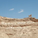 La Tunisie, pays situé au cœur de la méditerranée, est une destination qui combine à merveille culture, nature, et aventure. Que vous soyez amateur de plages paradisiaques, passionné d’histoire ou adepte des escapades désertiques, ce joyau du Maghreb vous promet des souvenirs inoubliables. Découvrons ensemble pourquoi la Tunisie est la destination idéale pour vos prochaines vacances. Pourquoi choisir la Tunisie pour vos vacances ? La Tunisie offre une variété époustouflante de paysages et d’activités. En une seule journée, vous pouvez passer d’une baignade dans les eaux turquoise de la mer méditerranéenne à une balade dans les dunes dorées du Sahara. Climat agréable toute l’année : Avec plus de 300 jours d’ensoleillement par an, la Tunisie est une destination parfaite pour des vacances en toute saison. Un patrimoine culturel riche : Des ruines romaines de Carthage aux médinas animées comme celle de Tunis, le pays regorge de sites historiques fascinants. Des expériences uniques dans le désert : Rien n’égale une nuit à la belle étoile dans le Sahara ou une promenade à dos de dromadaire. Les meilleures destinations pour une excursion en Tunisie Découvrez le charme authentique de Djerba Située au sud-est de la Tunisie, l’île de Djerba est un havre de paix. Ses plages immaculées et son ambiance décontractée en font une destination privilégiée pour les amateurs de farniente. Activités à ne pas manquer : Visitez la synagogue El Ghriba, explorez le village de potiers de Guellala, et flânez dans le marché animé de Houmt Souk. Hébergement : Choisissez parmi une sélection d’hôtels alliant confort moderne et charme traditionnel. Tatouine : sur les traces de Star Wars Les paysages lunaires de Tatouine ont inspiré les décors de la célèbre saga Star Wars. Mais au-delà du cinéma, cette région offre des ksours fascinants (anciens greniers fortifiés) et un aperçu authentique de la culture berbère. Points forts : Découvrez le Ksar Ouled Soltane, le Ksar Hadada, et l’impressionnante citadelle de Chenini. Conseils : Privilégiez une excursion guidée pour mieux comprendre l’histoire de ces sites uniques. Douz : la porte du Sahara Connue comme la "porte du désert", Douz est un point de départ idéal pour explorer le Sahara tunisien. Cette petite ville est réputée pour son festival du Sahara, qui célèbre chaque année la culture nomade. Activités phares : Faites une balade à dos de dromadaire, admirez le coucher du soleil sur les dunes, et passez une nuit dans un campement bédouin. Gastronomie locale : Goûtez à la fameuse "madfouna", une galette farcie cuite dans le sable. Les oasis de Chebika et Tamerza Ces oasis de montagne, situées près de Tozeur, sont un vrai paradis pour les amoureux de la nature. Cascades, palmeraies et canyons offrent des paysages spectaculaires qui semblent tout droit sortis d’un rêve. Chebika : Connue comme l’à-pic du soleil, elle est parfaite pour une balade à travers ses sentiers rocheux. Tamerza : Visitez les ruines de l’ancien village et profitez d’une vue imprenable sur les montagnes environnantes. Planifiez votre voyage avec Sud Tunisie Nous comprenons que planifier des vacances peut parfois être un véritable casse-tête. C’est pourquoi nous sommes là pour vous aider à organiser un séjour sur mesure qui correspond à vos envies et votre budget. Que vous souhaitiez une excursion d’une journée ou un circuit complet à travers le désert, notre équipe d’experts est à votre écoute. → Pour en savoir plus sur nos circuits et excursions, visitez notre page dédiée. Quand partir en Tunisie ? La meilleure période pour visiter la Tunisie dépend de vos préférences et des activités que vous souhaitez réaliser : Printemps (mars à mai) : Idéal pour explorer les sites historiques et profiter de températures agréables. Été (juin à août) : Parfait pour se détendre sur les plages, mais évitez les heures les plus chaudes si vous visitez le désert. Automne (septembre à novembre) : Une excellente saison pour les excursions dans le désert. Hiver (décembre à février) : Températures plus douces pour des aventures sahariennes. Conseils pratiques pour un séjour réussi en Tunisie Préparez vos documents : Assurez-vous que votre passeport est valide et, si nécessaire, obtenez un visa avant votre départ. Habillez-vous en fonction des activités : Privilégiez des vêtements légers pour la journée et prévoyez une veste pour les soirées fraîches dans le désert. Goûtez à la cuisine locale : Découvrez des saveurs uniques avec des plats comme le couscous, la brik à l’œuf ou encore le mloukhia. Restez hydraté : Le climat tunisien peut être sec, alors n’oubliez pas de boire beaucoup d’eau, surtout en été. Pour organiser votre voyage ou demander un devis, cliquez ici. La Tunisie, une destination pour tous les goûts Que vous soyez en quête de détente, d’aventure ou de découvertes culturelles, la Tunisie a tout pour vous plaire. Ses paysages variés, sa riche histoire et son hospitalité chaleureuse font de ce pays une destination incontournable. Alors, préparez vos valises et partez vivre une expérience unique au cœur de la méditerranée !