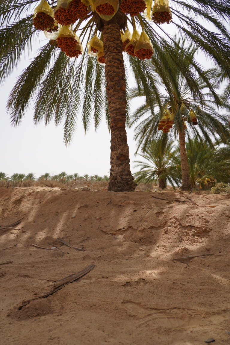 Découvrez le charme incontournable du Sud Tunisien La Tunisie, avec ses paysages variés allant des plages méditerranéennes aux vastes étendues désertiques, offre une multitude d'opportunités pour les voyageurs en quête d'aventures et de découvertes culturelles. Parmi ces trésors, le Sahara du Sud tunisien se distingue par ses dunes ondulantes, ses oasis verdoyantes et ses villages berbères chargés d'histoire. Planifiez votre circuit dans le désert tunisien Lorsqu'on envisage un voyage dans le désert tunisien, il est crucial de bien planifier son circuit pour profiter pleinement de l'expérience. Les circuits peuvent varier, incluant des visites de sites archéologiques comme les fameux Ksours de Tataouine, des randonnées à dos de chameau à Douz, ou des nuits sous les étoiles dans des camps traditionnels. Chaque étape de votre voyage sera une occasion de découvrir la richesse de la culture locale et de la nature environnante. Expériences uniques à ne pas manquer La magie de Matmata et ses habitations troglodytes Un arrêt incontournable de tout circuit dans le Sud tunisien est Matmata, célèbre pour ses maisons troglodytiques creusées dans le sol. Cette architecture unique offre non seulement un spectacle visuel hors du commun mais aussi une immersion dans un mode de vie ancestral adapté aux conditions arides du désert. Les oasis de montagne: Chebika et Tamerza Plus loin dans votre périple, les oasis de montagne comme Chebika et Tamerza vous offrent un contraste saisissant avec le reste des paysages désertiques. Ces véritables havres de paix verdoyants, nichés au cœur des montagnes de l'Atlas, sont des lieux parfaits pour la randonnée et la détente, avec leurs cascades et leurs piscines naturelles. Les dunes de Douz et l'aventure en 4x4 Pour les amateurs d'adrénaline, une excursion dans les dunes de Douz peut être le clou du voyage. Que ce soit en 4x4, à moto ou même à dos de chameau, glisser sur les dunes dorées offre une expérience exaltante et inoubliable. C'est aussi l'occasion de rencontrer des communautés nomades et d'en apprendre davantage sur leur mode de vie fascinant. Conseils pratiques pour un circuit réussi Choisir la bonne période de l'année Le climat du désert peut être extrême, avec des températures très élevées en été et surprenamment froides en hiver. Il est donc recommandé de planifier votre visite au printemps ou à l'automne, périodes durant lesquelles le climat est plus clément et la nature offre ses plus beaux spectacles. Équipement et préparation Un voyage dans le désert nécessite une bonne préparation. Il est essentiel de s'équiper de vêtements adaptés, d'une protection solaire efficace, et de suffisamment d'eau. Les guides locaux sont aussi une ressource précieuse pour naviguer en toute sécurité dans ces vastes étendues. Respecter l'environnement et la culture locale Enfin, il est primordial de voyager de manière responsable. Cela inclut le respect des traditions et coutumes locales, ainsi que la préservation de l'environnement naturel, en évitant de laisser des déchets ou de perturber la faune et la flore locales. Pour plus d'informations et pour planifier votre aventure dans le Sahara tunisien, visitez notre page dédiée aux circuits dans le désert et n'hésitez pas à nous contacter pour un devis personnalisé.