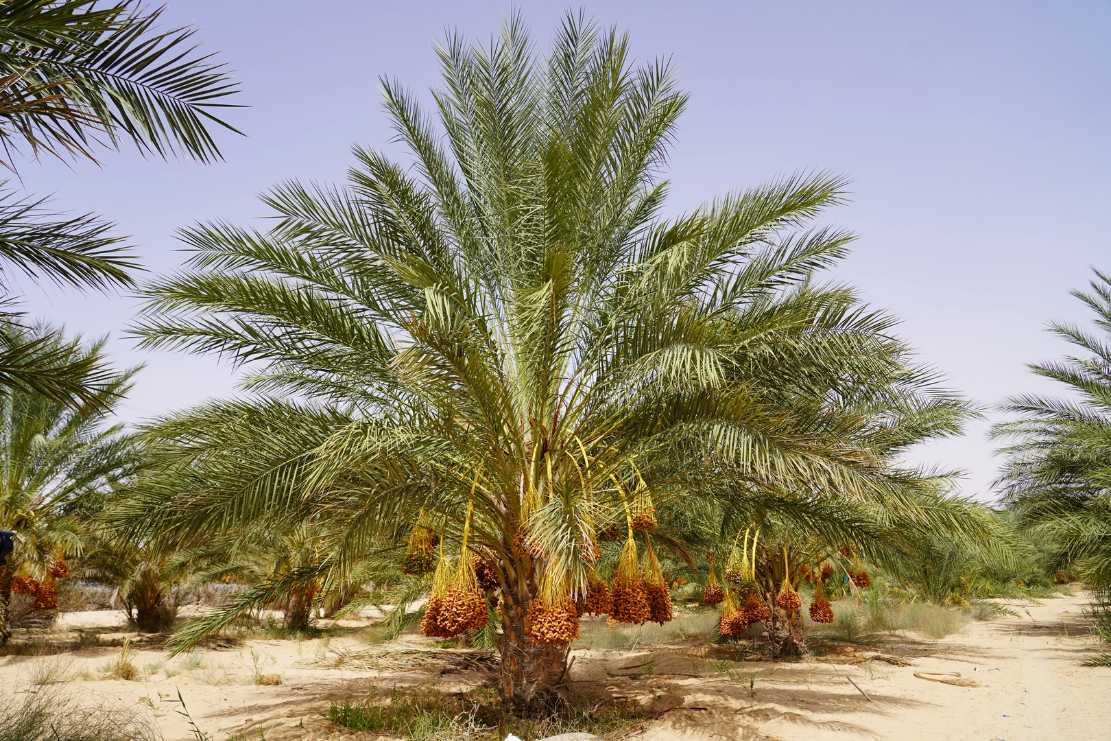 Vacances en Tunisie Découvrez le Sahara Désert et le Sud Tunisien Sud Tunisie