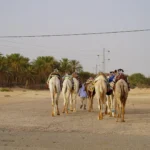 La Tunisie, un pays riche en histoire, en culture et en paysages diversifiés, est l'une des destinations les plus prisées des voyageurs en quête de dépaysement. Si vous rêvez de vacances alliant détente, aventure et découverte, un circuit en Tunisie est une excellente idée. Laissez-nous vous guider à travers des itinéraires fascinants qui vous offriront une expérience unique, que ce soit à travers les dunes dorées du Sahara, les oasis verdoyantes du sud, ou les sites historiques fascinants du nord du pays. Pourquoi Choisir un Circuit en Tunisie ? La Tunisie offre une diversité de paysages, chacun plus impressionnant que le précédent. Entre le désert du Sahara, les plages méditerranéennes, les montagnes verdoyantes, et les médinas vibrantes, il y en a pour tous les goûts. Ce pays, petit mais fascinant, regorge de secrets qui attendent d'être découverts. Un circuit en Tunisie vous permet de découvrir plusieurs facettes du pays en une seule escapade. Vous pouvez, par exemple, explorer les célèbres sites antiques de Carthage, flâner dans les ruelles colorées de la médina de Tunis, puis partir à l'aventure dans le sud, avec ses paysages désertiques et ses oasis pittoresques. Que vous soyez un amoureux de l’histoire, un passionné de nature ou un aventurier en quête de sensations fortes, vous trouverez certainement une activité qui répond à vos attentes. Un Voyage au Cœur du Désert : Les Circuits du Sahara Le Sahara tunisien est l’un des principaux atouts du pays. En optant pour un circuit désert en Tunisie, vous découvrirez un univers à couper le souffle, où l’immensité des dunes et la tranquillité des lieux vous feront oublier le tumulte de la vie quotidienne. Lors de votre voyage, vous aurez l'occasion de découvrir des oasis spectaculaires comme Tamerza, Chebika ou Midès, nichées au cœur des montagnes. Ces lieux sont une véritable invitation à l’évasion, avec leurs palmeraies verdoyantes et leurs cascades envoûtantes. De plus, ces circuits vous permettent de découvrir des villages berbères authentiques, où les traditions se mêlent à la modernité. Si vous aimez l’aventure, pourquoi ne pas faire une nuit sous les étoiles dans le désert ? Dormir dans un campement traditionnel, loin de toute lumière artificielle, vous permettra de vivre une expérience hors du commun, bercée par le calme du désert et la beauté du ciel étoilé. Un moment magique et inoubliable ! En savoir plus sur ces circuits en désert tunisien, visitez notre site spécialisé. Les Excursions Culturelles et Historiques en Tunisie La Tunisie est également un véritable trésor pour les amateurs d'histoire. Si vous êtes passionné par l'archéologie, une excursion en Tunisie vous conduira à la découverte de sites antiques impressionnants. Parmi les incontournables, ne manquez pas la visite de Carthage, l'une des cités les plus célèbres de l'Antiquité. Les vestiges de l’Empire romain, comme les thermes d’Antonin et le colisée de Carthage, témoignent de l'importance historique de cette ville. La médina de Tunis, classée au patrimoine mondial de l’UNESCO, est également un endroit incontournable pour les amateurs de culture. Vous pourrez y flâner dans les ruelles étroites, découvrir des souks animés, et admirer les mosquées, palais et musées qui jalonnent le parcours. Les plus célèbres, comme la mosquée Zitouna, témoignent de la splendeur de l'architecture islamique tunisienne. Plus au sud, la ville de Tozeur est un autre point d'intérêt majeur. Elle est célèbre pour ses oasis, mais aussi pour ses maisons en briques de terre, typiques de l’architecture du sud tunisien. À quelques kilomètres, vous trouverez l’ancien site de Dougga, qui offre l’une des plus belles collections de vestiges romains en Afrique du Nord. Les Plages de la Tunisie : Détente et Soleil Si vous souhaitez combiner culture et détente, les plages de la Tunisie vous offriront le cadre idéal pour profiter du soleil méditerranéen. Du Golfe de Hammamet aux plages immaculées de Djerba, en passant par les côtes sauvages du Cap Bon, vous trouverez des lieux magnifiques pour vous détendre. La Tunisie est également un excellent choix pour les amateurs de sports nautiques. Le kite surf, la plongée sous-marine et le windsurf sont des activités populaires le long des côtes tunisiennes. De plus, de nombreux hôtels de luxe et resorts sont implantés au bord de la mer, vous permettant de profiter de services de qualité tout en étant à quelques pas de l’eau. Si vous aimez l’ambiance festive, ne manquez pas la station balnéaire de Sousse, célèbre pour ses clubs et ses restaurants, ou encore Monastir, une ville où vous pourrez profiter à la fois de l’authenticité et des plaisirs de la mer. Comment Organiser Votre Circuit en Tunisie ? Planifier un voyage en Tunisie est relativement simple grâce à une offre de circuits organisés qui vous feront découvrir les meilleures facettes du pays. Que vous soyez en quête d’une excursion de 5 jours ou d’un circuit plus long, vous trouverez des options adaptées à vos envies et à votre budget. Pour organiser un circuit sur mesure, il est préférable de se tourner vers des professionnels du voyage spécialisés dans les destinations tunisiennes. Ils sauront vous proposer des itinéraires personnalisés, en fonction de vos préférences et de la période de l'année. Vous pourrez ainsi vivre une expérience inoubliable, loin des circuits touristiques classiques. Vous pouvez facilement obtenir un devis pour votre voyage en remplissant un formulaire sur notre site. Si vous avez des questions concernant l’organisation de votre voyage dans le désert en Tunisie, n’hésitez pas à nous contacter ici. Conclusion : Pourquoi Choisir un Circuit en Tunisie ? La Tunisie est une destination qui a tout pour plaire. Entre ses paysages variés, son riche patrimoine historique, ses plages paradisiaques et son désert fascinant, elle vous promet des vacances inoubliables. Que vous soyez à la recherche d’aventure, de culture ou de détente, un circuit en Tunisie saura répondre à toutes vos attentes. De plus, les circuits sur mesure vous permettent de personnaliser votre voyage selon vos envies, pour une expérience unique et authentique. Alors, n’attendez plus et venez découvrir tout ce que la Tunisie a à vous offrir. Pour en savoir plus sur nos circuits en Tunisie, visitez notre site web et réservez dès aujourd'hui votre voyage de rêve !