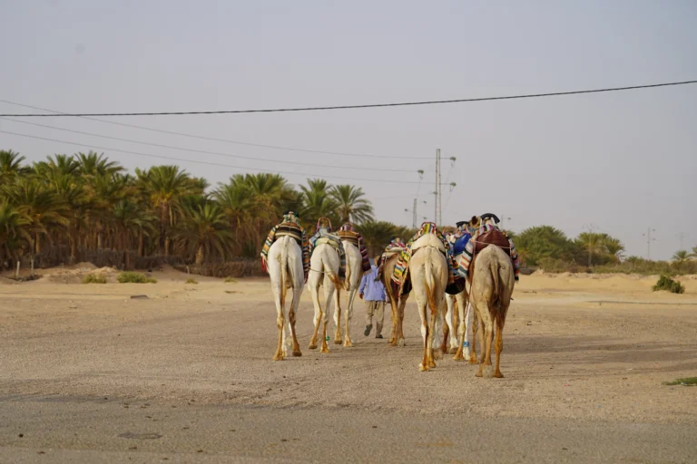 La Tunisie, un pays riche en histoire, en culture et en paysages diversifiés, est l'une des destinations les plus prisées des voyageurs en quête de dépaysement. Si vous rêvez de vacances alliant détente, aventure et découverte, un circuit en Tunisie est une excellente idée. Laissez-nous vous guider à travers des itinéraires fascinants qui vous offriront une expérience unique, que ce soit à travers les dunes dorées du Sahara, les oasis verdoyantes du sud, ou les sites historiques fascinants du nord du pays. Pourquoi Choisir un Circuit en Tunisie ? La Tunisie offre une diversité de paysages, chacun plus impressionnant que le précédent. Entre le désert du Sahara, les plages méditerranéennes, les montagnes verdoyantes, et les médinas vibrantes, il y en a pour tous les goûts. Ce pays, petit mais fascinant, regorge de secrets qui attendent d'être découverts. Un circuit en Tunisie vous permet de découvrir plusieurs facettes du pays en une seule escapade. Vous pouvez, par exemple, explorer les célèbres sites antiques de Carthage, flâner dans les ruelles colorées de la médina de Tunis, puis partir à l'aventure dans le sud, avec ses paysages désertiques et ses oasis pittoresques. Que vous soyez un amoureux de l’histoire, un passionné de nature ou un aventurier en quête de sensations fortes, vous trouverez certainement une activité qui répond à vos attentes. Un Voyage au Cœur du Désert : Les Circuits du Sahara Le Sahara tunisien est l’un des principaux atouts du pays. En optant pour un circuit désert en Tunisie, vous découvrirez un univers à couper le souffle, où l’immensité des dunes et la tranquillité des lieux vous feront oublier le tumulte de la vie quotidienne. Lors de votre voyage, vous aurez l'occasion de découvrir des oasis spectaculaires comme Tamerza, Chebika ou Midès, nichées au cœur des montagnes. Ces lieux sont une véritable invitation à l’évasion, avec leurs palmeraies verdoyantes et leurs cascades envoûtantes. De plus, ces circuits vous permettent de découvrir des villages berbères authentiques, où les traditions se mêlent à la modernité. Si vous aimez l’aventure, pourquoi ne pas faire une nuit sous les étoiles dans le désert ? Dormir dans un campement traditionnel, loin de toute lumière artificielle, vous permettra de vivre une expérience hors du commun, bercée par le calme du désert et la beauté du ciel étoilé. Un moment magique et inoubliable ! En savoir plus sur ces circuits en désert tunisien, visitez notre site spécialisé. Les Excursions Culturelles et Historiques en Tunisie La Tunisie est également un véritable trésor pour les amateurs d'histoire. Si vous êtes passionné par l'archéologie, une excursion en Tunisie vous conduira à la découverte de sites antiques impressionnants. Parmi les incontournables, ne manquez pas la visite de Carthage, l'une des cités les plus célèbres de l'Antiquité. Les vestiges de l’Empire romain, comme les thermes d’Antonin et le colisée de Carthage, témoignent de l'importance historique de cette ville. La médina de Tunis, classée au patrimoine mondial de l’UNESCO, est également un endroit incontournable pour les amateurs de culture. Vous pourrez y flâner dans les ruelles étroites, découvrir des souks animés, et admirer les mosquées, palais et musées qui jalonnent le parcours. Les plus célèbres, comme la mosquée Zitouna, témoignent de la splendeur de l'architecture islamique tunisienne. Plus au sud, la ville de Tozeur est un autre point d'intérêt majeur. Elle est célèbre pour ses oasis, mais aussi pour ses maisons en briques de terre, typiques de l’architecture du sud tunisien. À quelques kilomètres, vous trouverez l’ancien site de Dougga, qui offre l’une des plus belles collections de vestiges romains en Afrique du Nord. Les Plages de la Tunisie : Détente et Soleil Si vous souhaitez combiner culture et détente, les plages de la Tunisie vous offriront le cadre idéal pour profiter du soleil méditerranéen. Du Golfe de Hammamet aux plages immaculées de Djerba, en passant par les côtes sauvages du Cap Bon, vous trouverez des lieux magnifiques pour vous détendre. La Tunisie est également un excellent choix pour les amateurs de sports nautiques. Le kite surf, la plongée sous-marine et le windsurf sont des activités populaires le long des côtes tunisiennes. De plus, de nombreux hôtels de luxe et resorts sont implantés au bord de la mer, vous permettant de profiter de services de qualité tout en étant à quelques pas de l’eau. Si vous aimez l’ambiance festive, ne manquez pas la station balnéaire de Sousse, célèbre pour ses clubs et ses restaurants, ou encore Monastir, une ville où vous pourrez profiter à la fois de l’authenticité et des plaisirs de la mer. Comment Organiser Votre Circuit en Tunisie ? Planifier un voyage en Tunisie est relativement simple grâce à une offre de circuits organisés qui vous feront découvrir les meilleures facettes du pays. Que vous soyez en quête d’une excursion de 5 jours ou d’un circuit plus long, vous trouverez des options adaptées à vos envies et à votre budget. Pour organiser un circuit sur mesure, il est préférable de se tourner vers des professionnels du voyage spécialisés dans les destinations tunisiennes. Ils sauront vous proposer des itinéraires personnalisés, en fonction de vos préférences et de la période de l'année. Vous pourrez ainsi vivre une expérience inoubliable, loin des circuits touristiques classiques. Vous pouvez facilement obtenir un devis pour votre voyage en remplissant un formulaire sur notre site. Si vous avez des questions concernant l’organisation de votre voyage dans le désert en Tunisie, n’hésitez pas à nous contacter ici. Conclusion : Pourquoi Choisir un Circuit en Tunisie ? La Tunisie est une destination qui a tout pour plaire. Entre ses paysages variés, son riche patrimoine historique, ses plages paradisiaques et son désert fascinant, elle vous promet des vacances inoubliables. Que vous soyez à la recherche d’aventure, de culture ou de détente, un circuit en Tunisie saura répondre à toutes vos attentes. De plus, les circuits sur mesure vous permettent de personnaliser votre voyage selon vos envies, pour une expérience unique et authentique. Alors, n’attendez plus et venez découvrir tout ce que la Tunisie a à vous offrir. Pour en savoir plus sur nos circuits en Tunisie, visitez notre site web et réservez dès aujourd'hui votre voyage de rêve !