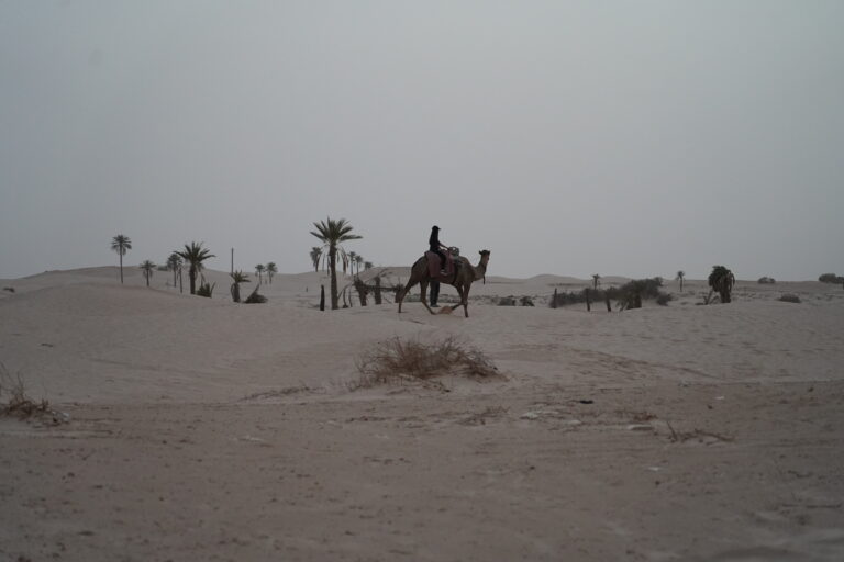 La Tunisie est une destination idéale pour les amateurs de paysages variés, de culture riche et d’histoire fascinante. Que vous soyez à la recherche de détente sur de magnifiques plages ou d’aventures dans le désert du Sahara, la Tunisie offre une gamme d'expériences inoubliables. Si vous planifiez vos prochaines vacances, un circuit en Tunisie est une excellente manière de découvrir ce pays sous tous ses angles. Dans cet article, nous allons explorer les meilleures options de circuits et d'excursions en Tunisie, des plages aux déserts, en passant par des sites historiques uniques. Les circuits incontournables en Tunisie : Une aventure à travers le temps et la nature La Tunisie, avec ses paysages diversifiés allant des plages méditerranéennes aux dunes du Sahara, offre une multitude de circuits adaptés à tous les types de voyageurs. Que vous soyez un passionné d’histoire, un amoureux de la nature ou un aventurier en quête de sensations fortes, il y a un circuit pour vous. Circuit découverte de l’authentique Tunisie Ce circuit vous emmène à la découverte des sites historiques et culturels incontournables du pays. Il commence généralement à Tunis, la capitale, où vous pouvez visiter la médina classée au patrimoine mondial de l'UNESCO. De là, vous pouvez partir à la découverte de Carthage, un site archéologique majeur, ou encore explorer le musée du Bardo, qui abrite l'une des plus grandes collections de mosaïques romaines au monde. Ensuite, direction Sousse et sa médina, avant de terminer par la charmante ville de Kairouan, considérée comme un centre religieux de premier plan en Afrique du Nord. Circuit aventure dans le désert du Sahara Pour ceux qui recherchent une expérience unique, un circuit dans le désert du Sahara est un incontournable. Imaginez-vous à traverser les dunes dorées, le vent soufflant sur la vastitude du paysage, accompagné d’un guide expérimenté. Les circuits dans le désert vous permettent de passer des nuits sous les étoiles dans des campements traditionnels berbères et d'explorer les oasis cachées, comme Tozeur et Nefta, des lieux incontournables pour les voyageurs en quête d'authenticité. L'un des circuits les plus populaires est celui qui part de Douz, la porte du désert, pour rejoindre les célèbres dunes de l’Erg Chebbi. Vous aurez l'occasion de monter à dos de chameau, de faire une balade en 4x4 ou même de participer à des activités comme le sandboard. La nuit dans le désert est une expérience à part entière, sous un ciel étoilé que vous ne trouverez nulle part ailleurs. Pourquoi choisir un circuit organisé pour vos vacances en Tunisie ? Lorsque vous choisissez un circuit organisé, vous bénéficiez d'un grand nombre d'avantages. Un guide local vous accompagne tout au long de votre voyage, vous permettant ainsi de découvrir la Tunisie sous un angle privilégié, en évitant les pièges touristiques et en profitant pleinement de l’expérience. Découverte sans tracas L’un des principaux avantages d'un circuit organisé est qu'il vous permet de voyager en toute tranquillité. Tous les détails sont pris en charge : transports, hébergements, excursions, et même les repas. Vous n'avez à vous soucier de rien, à part profiter de votre voyage. De plus, un guide local vous donnera des informations précieuses sur l’histoire et la culture des lieux visités, rendant votre expérience encore plus enrichissante. Un itinéraire pensé pour vous Les circuits organisés sont conçus pour vous faire découvrir les meilleures facettes du pays en un minimum de temps. Que vous soyez un premier visiteur ou un habitué de la Tunisie, ces circuits vous garantissent de voir les incontournables tout en prenant le temps d’apprécier les moments de détente. Par exemple, vous pourrez explorer la médina de Tunis, visiter le site de Dougga, l'un des plus grands sites romains en Afrique du Nord, ou encore prendre un bain de soleil sur les plages paradisiaques de Djerba. Un prix compétitif et des offres sur mesure Les circuits organisés peuvent parfois sembler plus chers à première vue, mais ils offrent un excellent rapport qualité-prix. En effet, vous bénéficiez de tarifs négociés pour les hôtels et les transports, ce qui peut être bien plus avantageux que de tout organiser par soi-même. De plus, de nombreuses agences proposent des circuits sur mesure, adaptés à vos besoins spécifiques, que vous soyez en famille, en couple ou entre amis. Les meilleures excursions à faire en Tunisie Outre les circuits traditionnels, la Tunisie offre une multitude d’excursions à la journée, parfaites pour découvrir la richesse du pays en peu de temps. Voici quelques-unes des meilleures excursions à faire lors de votre séjour. Excursion en 4x4 dans le désert Si vous êtes à la recherche de sensations fortes, une excursion en 4x4 dans le désert tunisien est l’une des meilleures options. Vous pourrez explorer des paysages à couper le souffle, traverser des pistes isolées et découvrir des oasis cachées. Ces excursions sont souvent combinées avec des nuits sous les étoiles dans des campements berbères traditionnels, offrant ainsi une expérience inoubliable. Visite des oasis de Tozeur et Nefta Les oasis de Tozeur et Nefta sont des lieux emblématiques du sud tunisien. En plus de leurs paysages époustouflants, ces oasis sont également des lieux historiques, avec de nombreux sites culturels à visiter, comme la médina de Tozeur ou la grande mosquée de Nefta. Ces excursions sont idéales pour les amateurs de photographie et ceux qui souhaitent explorer la nature tout en découvrant un patrimoine unique. Djerba : Plages et culture L'île de Djerba, avec ses plages magnifiques et son atmosphère détendue, est une destination incontournable pour ceux qui souhaitent combiner détente et exploration. Vous pourrez y visiter la médina de Houmt Souk, découvrir la synagogue El Ghriba, l’une des plus anciennes au monde, ou tout simplement profiter du soleil sur ses plages paradisiaques. Djerba est également un excellent point de départ pour explorer les environs, comme les villages pittoresques de Matmata ou les sites romains de Sufetula. Réservez votre circuit ou excursion en Tunisie dès aujourd'hui Si vous souhaitez vivre une expérience authentique et mémorable en Tunisie, il est temps de réserver votre circuit ou excursion. Que vous soyez intéressé par un circuit culturel ou une aventure dans le désert, nous avons l'excursion qu'il vous faut. Pour en savoir plus sur les différentes options de voyages et obtenir un devis personnalisé, n'hésitez pas à nous contacter. Nous proposons des circuits sur mesure, adaptés à vos besoins et à votre budget, pour que vous puissiez profiter pleinement de votre séjour en Tunisie. Pour toute demande de devis, vous pouvez vous rendre sur notre site ici. Conclusion : Pourquoi choisir la Tunisie pour vos prochaines vacances ? La Tunisie est une destination de rêve pour tous les types de voyageurs. Que vous soyez passionné d’histoire, de culture, ou de nature, vous y trouverez de quoi satisfaire toutes vos envies. Un circuit ou une excursion bien planifié vous permettra de découvrir les trésors cachés du pays, tout en profitant d’un confort optimal. Alors, pourquoi attendre ? La Tunisie vous attend avec ses paysages époustouflants, son accueil chaleureux et son histoire fascinante. N’attendez plus pour planifier vos prochaines vacances en Tunisie. Réservez votre circuit ou excursion dès maintenant et partez à l’aventure !