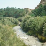 Nous avons toujours rêvé d’aventures uniques, d’évasions loin du tumulte des grandes villes, de lieux où le temps semble s’écouler plus lentement. Le Sud tunisien se révèle être l’une de ces destinations où les grands espaces, le désert, les oasis verdoyantes et la culture locale permettent de vivre des moments rares, imprégnés d’authenticité. En parcourant ces terres, nous trouvons non seulement la sérénité, mais aussi la possibilité de s’offrir des expériences singulières, comme un camping gratuit dans une oasis isolée, des circuits désert adaptés à nos envies, et une immersion culturelle profonde parmi les habitants de cette région légendaire. Dans ce qui suit, nous allons plonger dans l’univers des circuits vacances dans le Sud tunisien, explorer les paysages, les traditions, et les idées pratiques pour profiter pleinement de ce séjour hors du commun. Plonger au Cœur du Désert : Vivre une Aventure Intense dans le Sud Tunisien Le Sud tunisien offre un décor qui semble tout droit sorti d’une fresque immobile. Entre dunes dorées, plateaux rocailleux et palmeraies reculées, chaque kilomètre parcouru dans ces contrées révèle une dimension nouvelle du désert. Nous pouvons débuter nos circuits désert par le choix d’un itinéraire adapté à nos envies d’exploration : les adeptes de randonnées à pied trouveront leur bonheur dans des sentiers cachés longeant des canyons, tandis que les amoureux de conduite hors-piste opteront pour des excursions en 4x4. Chacun peut ainsi façonner son parcours sur mesure, s’arrêtant là où le cœur le lui dit. Les panoramas qui se succèdent créent un sentiment d’infinie liberté. Le silence est saisissant, interrompu seulement par le souffle du vent caressant les dunes. Les nuances ocre, jaune et rouge du sable changent au gré de la lumière, faisant du lever et du coucher du soleil des moments quasi magiques. Nous découvrirons également des formations rocheuses surprenantes, comme celles du Djebel Tebaga, aux courbes sinueuses rappelant la patience du temps. Au détour d’une piste, il n’est pas rare de croiser un nomade accompagné de son troupeau de chèvres, ou de rencontrer quelques habitants partageant spontanément leurs traditions autour d’un thé parfumé. Explorer les Oasis Secrètes : Un Camping Gratuit Entre Fraîcheur et Sérénité L’une des expériences les plus mémorables de ce voyage dans le Sud tunisien consiste à poser sa tente dans une oasis, cette surprenante poche de verdure au milieu du désert. Choisir de camper gratuitement dans une oasis permet de s’offrir une parenthèse hors du temps. Alors que nous plantons notre tente près d’un point d’eau naturel, entouré de palmiers et de buissons fleuris, nous ressentons immédiatement la tranquillité qui règne dans ces lieux. Les oasis offrent un microclimat plus doux, préservant une fraîcheur appréciable en fin de journée. Les nuits y sont particulièrement belles, le ciel parfaitement dégagé dévoilant une voûte étoilée qui semble infinie. S’installer pour une nuit (ou plusieurs) dans une oasis n’implique pas de renoncer au confort minimal. Nous pouvons emporter un matériel de camping adapté : un bon matelas de sol, un sac de couchage confortable, une lampe frontale, et quelques accessoires de cuisine légère. Ainsi, rien ne manque pour profiter pleinement de ces instants uniques. Partager un repas simple sous les palmiers, respirer l’odeur des plantes sauvages, entendre l’eau couler doucement, voilà ce qui rend l’expérience inoubliable. Le camping gratuit dans une oasis permet également de rencontrer d’autres voyageurs venus chercher la même authenticité. On s’échange volontiers des astuces, des itinéraires, et l’on crée un petit cercle de camarades éphémères autour d’un feu de camp. Le lendemain, chacun reprend la route, le cœur plus léger, des souvenirs plein la tête. Culture, Gastronomie et Rencontres Locales : L’Âme Authentique du Sud Tunisien Le Sud tunisien ne se réduit pas aux paysages désertiques. La richesse culturelle de la région est palpable dans chaque village. Nous pouvons ainsi ponctuer notre circuit de haltes dans des bourgades peu fréquentées, où la vie s’écoule selon un rythme ancestral. L’artisanat local est mis à l’honneur dans les échoppes : céramiques peintes à la main, tissages traditionnels aux motifs berbères, bijoux en argent finement travaillés. Les marchés hebdomadaires sont l’occasion de humer les épices, de goûter aux dattes fraîchement récoltées, de discuter avec les vendeurs qui partageront avec plaisir des anecdotes sur leur production. La cuisine du Sud tunisien est un voyage à part entière. On se régale de plats simples et savoureux, souvent élaborés à base de semoule, de légumes et de viande, agrémentés d’épices douces. Le couscous au poisson, le lablabi, ou les briks croustillantes s’apprécient dans les gargotes de bord de route, comme dans les auberges familiales. Nous découvrons une gastronomie ancrée dans les traditions pastorales et sédentaires de la région, où chaque ingrédient raconte une histoire, chaque bouchée témoigne de siècles de savoir-faire culinaire transmis de génération en génération. Les rencontres humaines restent l’un des temps forts de l’excursion. Les habitants du Sud tunisien sont reconnus pour leur sens de l’accueil. Ils partagent un thé à la menthe, invitent à discuter quelques instants, expliquent les coutumes locales, conseillent les voyageurs sur les sentiers moins connus. Nous découvrons que le vrai trésor du désert ne se limite pas au paysage, il est aussi humain. Comprendre le mode de vie local, saisir l’importance de la solidarité dans ces conditions de vie parfois arides, c’est appréhender l’essence même de cette région. Itinéraires Incontournables : De Douz à Tozeur, Plonger au Cœur des Merveilles du Sud Pour façonner un circuit vacances dans le Sud tunisien, nous pouvons établir quelques points de passage incontournables. Parmi les étapes phares, Douz s’impose comme la « porte du désert ». Ce village, célèbre pour son marché aux dromadaires, est entouré de dunes dorées s’étendant à perte de vue. Un safari en 4x4 à partir de Douz permet de découvrir les reliefs changeants du Sahara tunisien, tandis qu’une randonnée à dos de dromadaire offre une immersion plus lente et sensorielle. Tozeur, quant à elle, se distingue par sa palmeraie luxuriante, ses jardins irrigués et son architecture de briques ocre. Flâner dans la vieille ville de Tozeur, admirer la finesse de ses façades, goûter à ses dattes dégoulinantes de sucre, c’est entrer dans un monde entre deux époques, où le temps se superpose sans se confondre. Les oasis de montagne comme Chebika, Tamerza ou Midès promettent des balades à travers des canyons miniatures, des cascades rafraîchissantes et des panoramas sublimes sur la steppe. Les amateurs de décors de cinéma seront ravis de découvrir les lieux de tournage de certains films cultes, comme les décors de Star Wars à Ong Jemel, près de Nefta. Là, au milieu des dunes, on retrouve les vestiges des décors du village de Mos Espa. Cet univers insolite ajoute une touche de magie et permet d’admirer à nouveau la capacité du désert à se transformer en scène de cinéma naturelle. Pour approfondir la découverte des itinéraires et organiser un séjour sur mesure, nous pouvons visiter le site Circuits désert qui propose des idées d’itinéraires adaptés à tous les goûts. Ces conseils pratiques faciliteront la préparation, la logistique et l’exploration de la région. S’Initier au Trekking et aux Activités Sportives : Une Aventure Physique en Plein Désert Le Sud tunisien n’est pas uniquement un voyage culturel et contemplatif, c’est aussi un terrain de jeu idéal pour les amateurs de sports en plein air. Nous pouvons opter pour de longues randonnées en trekking, en partant tôt le matin pour éviter la chaleur la plus intense. Les treks dans le désert, guidés ou en autonomie, permettent de se mesurer aux éléments, de surmonter ses limites, et de ressentir une fierté légitime à l’arrivée. Les paysages grandioses font oublier l’effort, et chaque dune franchie offre une nouvelle perspective sur l’immensité du Sahara. Le VTT est également une excellente option pour explorer les régions plus rocailleuses. Nous enfourchons nos vélos tout-terrain et arpentons des pistes qui serpentent entre les montagnes et les dunes. Les sensations sont inoubliables, le sable défilant sous nos roues, le soleil réchauffant notre dos, et le silence du désert permettant de se recentrer sur nos sensations corporelles. Les plus aventuriers pourront s’initier au sandboard, sorte de surf des sables, en glissant sur les pentes les plus abruptes. Ce sport ludique et accessible permet de rire, de tomber, de se relever, et de s’amuser en groupe. Le sable étant plus « doux » que la neige, les chutes se font avec le sourire. Ce genre d’activité, bien que secondaire, apporte une touche de dynamisme à notre séjour et complète parfaitement les journées de visites culturelles et de camping dans les oasis. Préserver l’Environnement : Un Voyage Respectueux et Responsable Lorsque nous parcourons le Sud tunisien, nous nous trouvons face à un patrimoine naturel fragile. Il est essentiel de respecter l’environnement, de ne pas laisser de déchets derrière nous, de préserver les sources d’eau, de ne pas détériorer la végétation fragile des oasis. Nous pouvons contribuer à maintenir ces territoires magnifiques en veillant à emporter nos déchets, à ne pas troubler la faune, et à respecter les réglementations locales en matière de camping et de bivouac. Certains circuits incluent des étapes éco-responsables, où l’on apprend, en compagnie de guides locaux, les méthodes traditionnelles d’irrigation, la gestion des ressources, la plantation de palmiers dattiers ou la préservation des espèces endémiques. Ces connaissances offrent une nouvelle vision du désert, non plus seulement comme un décor, mais comme un écosystème vivant et précieux, nécessitant notre attention et notre respect. Organiser un Séjour Sur Mesure : Conseils Pratiques et Ressources Locales Pour construire un séjour à la hauteur de nos rêves, il est recommandé de bien planifier. Nous pouvons commencer par définir la durée du séjour, la saison la plus propice (en évitant les mois les plus torrides), le mode de transport (location de 4x4, transport en bus, etc.), et l’équipement nécessaire (tente, sac de couchage, trousse de secours). Les hébergements varient du camping gratuit en oasis aux petites auberges familiales, en passant par des lodges dans le désert ou des maisons d’hôtes tenues par des familles locales. Pour affiner nos projets et obtenir des renseignements précis, nous pouvons également contacter des agences locales via ce formulaire de contact afin de recevoir un devis personnalisé. Ces professionnels, passionnés par leur région, sauront proposer des circuits adaptés à nos envies, incluant par exemple des ateliers culinaires, des randonnées guidées, des immersions dans des campements nomades, et d’autres expériences pensées pour créer des souvenirs inoubliables. Goûter à l’Authenticité et à la Liberté dans le Sud Tunisien Le Sud tunisien est avant tout une invitation à sortir de notre zone de confort, à ralentir, à écouter, à observer. Le désert, loin de n’être qu’une étendue de sable, est un espace riche en nuances, en histoires et en rencontres. Chaque journée dans cette région est une page de récit à écrire, chaque nuit sous les étoiles est une promesse de rêver plus grand, plus loin. En parcourant les pistes, nous nous détachons peu à peu des repères du quotidien. Les téléphones se font plus silencieux, l’horloge n’a plus la même importance, l’eau devient un trésor, les mets simples un festin, les sourires des hôtes un réconfort. Nous réalisons que cette parenthèse, même si elle ne dure que quelques jours, laissera une empreinte durable dans nos mémoires. Aller Plus Loin : Tirer Profit de Chaque Instant Passé dans le Sud Tunisien Pour prolonger l’immersion, nous pouvons envisager de participer à des ateliers artisanaux, apprendre à tisser une étoffe, à fabriquer des objets en argile, à comprendre le secret des dattes confites. Nous pouvons également envisager une participation à un festival local, découvrir les musiques traditionnelles, les danses folkloriques, assister à une fantasia (spectacle équestre) ou encore prendre part aux célébrations de mariages ou de fêtes religieuses. Le Sud tunisien ne cesse d’étonner, et nous rappelle que le voyage véritable est celui de l’ouverture à l’autre, celui où nous devenons non pas simples touristes, mais voyageurs sensibles et respectueux. Ceux qui le souhaitent peuvent également explorer un désert plus vaste, en rejoignant des itinéraires transfrontaliers vers la Libye, l’Algérie ou plus au sud. Chaque frontière, chaque pays, apporte son lot de différences culturelles, de variations paysagères, de dialectes, de saveurs. Le Sud tunisien est ainsi un pont entre différentes identités sahariennes, un point de départ pour comprendre le grand Sahara, ce géant silencieux couvrant tant de territoires. Conclusion : L’Esprit du Sud Tunisien, Entre Beauté, Culture et Liberté En fin de compte, l’expérience d’un circuit vacances dans le Sud tunisien, ponctué par un camping gratuit dans une oasis, par une exploration des villages et des marchés, par la dégustation de plats typiques, permet de revenir à l’essentiel. Nous découvrons, émerveillés, une contrée où chaque grain de sable raconte une histoire, où chaque rencontre éclaire un pan de la culture locale. Le Sud tunisien est un véritable trésor, prêt à se dévoiler à ceux qui osent s’y aventurer, qui ont le désir de comprendre plutôt que de juger, de s’émerveiller plutôt que de consommer. Ce périple, nous l’appréhendons comme une quête de sens, une recherche de beauté, de paix intérieure et de connexion à la nature et aux peuples qui habitent cette terre ancestrale. C’est là, sous un palmier, dans une oasis, au coin d’un feu de camp, que nous comprenons pourquoi le Sud tunisien est un lieu à part, où règnent le silence, la lumière et l’hospitalité. Un endroit où nous reviendrons, un jour, pour retrouver ce sentiment profond d’être enfin à la maison, loin de tout, et pourtant si proches de l’essentiel.