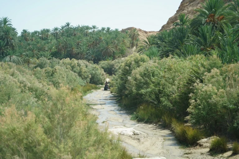 Nous avons toujours rêvé d’aventures uniques, d’évasions loin du tumulte des grandes villes, de lieux où le temps semble s’écouler plus lentement. Le Sud tunisien se révèle être l’une de ces destinations où les grands espaces, le désert, les oasis verdoyantes et la culture locale permettent de vivre des moments rares, imprégnés d’authenticité. En parcourant ces terres, nous trouvons non seulement la sérénité, mais aussi la possibilité de s’offrir des expériences singulières, comme un camping gratuit dans une oasis isolée, des circuits désert adaptés à nos envies, et une immersion culturelle profonde parmi les habitants de cette région légendaire. Dans ce qui suit, nous allons plonger dans l’univers des circuits vacances dans le Sud tunisien, explorer les paysages, les traditions, et les idées pratiques pour profiter pleinement de ce séjour hors du commun. Plonger au Cœur du Désert : Vivre une Aventure Intense dans le Sud Tunisien Le Sud tunisien offre un décor qui semble tout droit sorti d’une fresque immobile. Entre dunes dorées, plateaux rocailleux et palmeraies reculées, chaque kilomètre parcouru dans ces contrées révèle une dimension nouvelle du désert. Nous pouvons débuter nos circuits désert par le choix d’un itinéraire adapté à nos envies d’exploration : les adeptes de randonnées à pied trouveront leur bonheur dans des sentiers cachés longeant des canyons, tandis que les amoureux de conduite hors-piste opteront pour des excursions en 4x4. Chacun peut ainsi façonner son parcours sur mesure, s’arrêtant là où le cœur le lui dit. Les panoramas qui se succèdent créent un sentiment d’infinie liberté. Le silence est saisissant, interrompu seulement par le souffle du vent caressant les dunes. Les nuances ocre, jaune et rouge du sable changent au gré de la lumière, faisant du lever et du coucher du soleil des moments quasi magiques. Nous découvrirons également des formations rocheuses surprenantes, comme celles du Djebel Tebaga, aux courbes sinueuses rappelant la patience du temps. Au détour d’une piste, il n’est pas rare de croiser un nomade accompagné de son troupeau de chèvres, ou de rencontrer quelques habitants partageant spontanément leurs traditions autour d’un thé parfumé. Explorer les Oasis Secrètes : Un Camping Gratuit Entre Fraîcheur et Sérénité L’une des expériences les plus mémorables de ce voyage dans le Sud tunisien consiste à poser sa tente dans une oasis, cette surprenante poche de verdure au milieu du désert. Choisir de camper gratuitement dans une oasis permet de s’offrir une parenthèse hors du temps. Alors que nous plantons notre tente près d’un point d’eau naturel, entouré de palmiers et de buissons fleuris, nous ressentons immédiatement la tranquillité qui règne dans ces lieux. Les oasis offrent un microclimat plus doux, préservant une fraîcheur appréciable en fin de journée. Les nuits y sont particulièrement belles, le ciel parfaitement dégagé dévoilant une voûte étoilée qui semble infinie. S’installer pour une nuit (ou plusieurs) dans une oasis n’implique pas de renoncer au confort minimal. Nous pouvons emporter un matériel de camping adapté : un bon matelas de sol, un sac de couchage confortable, une lampe frontale, et quelques accessoires de cuisine légère. Ainsi, rien ne manque pour profiter pleinement de ces instants uniques. Partager un repas simple sous les palmiers, respirer l’odeur des plantes sauvages, entendre l’eau couler doucement, voilà ce qui rend l’expérience inoubliable. Le camping gratuit dans une oasis permet également de rencontrer d’autres voyageurs venus chercher la même authenticité. On s’échange volontiers des astuces, des itinéraires, et l’on crée un petit cercle de camarades éphémères autour d’un feu de camp. Le lendemain, chacun reprend la route, le cœur plus léger, des souvenirs plein la tête. Culture, Gastronomie et Rencontres Locales : L’Âme Authentique du Sud Tunisien Le Sud tunisien ne se réduit pas aux paysages désertiques. La richesse culturelle de la région est palpable dans chaque village. Nous pouvons ainsi ponctuer notre circuit de haltes dans des bourgades peu fréquentées, où la vie s’écoule selon un rythme ancestral. L’artisanat local est mis à l’honneur dans les échoppes : céramiques peintes à la main, tissages traditionnels aux motifs berbères, bijoux en argent finement travaillés. Les marchés hebdomadaires sont l’occasion de humer les épices, de goûter aux dattes fraîchement récoltées, de discuter avec les vendeurs qui partageront avec plaisir des anecdotes sur leur production. La cuisine du Sud tunisien est un voyage à part entière. On se régale de plats simples et savoureux, souvent élaborés à base de semoule, de légumes et de viande, agrémentés d’épices douces. Le couscous au poisson, le lablabi, ou les briks croustillantes s’apprécient dans les gargotes de bord de route, comme dans les auberges familiales. Nous découvrons une gastronomie ancrée dans les traditions pastorales et sédentaires de la région, où chaque ingrédient raconte une histoire, chaque bouchée témoigne de siècles de savoir-faire culinaire transmis de génération en génération. Les rencontres humaines restent l’un des temps forts de l’excursion. Les habitants du Sud tunisien sont reconnus pour leur sens de l’accueil. Ils partagent un thé à la menthe, invitent à discuter quelques instants, expliquent les coutumes locales, conseillent les voyageurs sur les sentiers moins connus. Nous découvrons que le vrai trésor du désert ne se limite pas au paysage, il est aussi humain. Comprendre le mode de vie local, saisir l’importance de la solidarité dans ces conditions de vie parfois arides, c’est appréhender l’essence même de cette région. Itinéraires Incontournables : De Douz à Tozeur, Plonger au Cœur des Merveilles du Sud Pour façonner un circuit vacances dans le Sud tunisien, nous pouvons établir quelques points de passage incontournables. Parmi les étapes phares, Douz s’impose comme la « porte du désert ». Ce village, célèbre pour son marché aux dromadaires, est entouré de dunes dorées s’étendant à perte de vue. Un safari en 4x4 à partir de Douz permet de découvrir les reliefs changeants du Sahara tunisien, tandis qu’une randonnée à dos de dromadaire offre une immersion plus lente et sensorielle. Tozeur, quant à elle, se distingue par sa palmeraie luxuriante, ses jardins irrigués et son architecture de briques ocre. Flâner dans la vieille ville de Tozeur, admirer la finesse de ses façades, goûter à ses dattes dégoulinantes de sucre, c’est entrer dans un monde entre deux époques, où le temps se superpose sans se confondre. Les oasis de montagne comme Chebika, Tamerza ou Midès promettent des balades à travers des canyons miniatures, des cascades rafraîchissantes et des panoramas sublimes sur la steppe. Les amateurs de décors de cinéma seront ravis de découvrir les lieux de tournage de certains films cultes, comme les décors de Star Wars à Ong Jemel, près de Nefta. Là, au milieu des dunes, on retrouve les vestiges des décors du village de Mos Espa. Cet univers insolite ajoute une touche de magie et permet d’admirer à nouveau la capacité du désert à se transformer en scène de cinéma naturelle. Pour approfondir la découverte des itinéraires et organiser un séjour sur mesure, nous pouvons visiter le site Circuits désert qui propose des idées d’itinéraires adaptés à tous les goûts. Ces conseils pratiques faciliteront la préparation, la logistique et l’exploration de la région. S’Initier au Trekking et aux Activités Sportives : Une Aventure Physique en Plein Désert Le Sud tunisien n’est pas uniquement un voyage culturel et contemplatif, c’est aussi un terrain de jeu idéal pour les amateurs de sports en plein air. Nous pouvons opter pour de longues randonnées en trekking, en partant tôt le matin pour éviter la chaleur la plus intense. Les treks dans le désert, guidés ou en autonomie, permettent de se mesurer aux éléments, de surmonter ses limites, et de ressentir une fierté légitime à l’arrivée. Les paysages grandioses font oublier l’effort, et chaque dune franchie offre une nouvelle perspective sur l’immensité du Sahara. Le VTT est également une excellente option pour explorer les régions plus rocailleuses. Nous enfourchons nos vélos tout-terrain et arpentons des pistes qui serpentent entre les montagnes et les dunes. Les sensations sont inoubliables, le sable défilant sous nos roues, le soleil réchauffant notre dos, et le silence du désert permettant de se recentrer sur nos sensations corporelles. Les plus aventuriers pourront s’initier au sandboard, sorte de surf des sables, en glissant sur les pentes les plus abruptes. Ce sport ludique et accessible permet de rire, de tomber, de se relever, et de s’amuser en groupe. Le sable étant plus « doux » que la neige, les chutes se font avec le sourire. Ce genre d’activité, bien que secondaire, apporte une touche de dynamisme à notre séjour et complète parfaitement les journées de visites culturelles et de camping dans les oasis. Préserver l’Environnement : Un Voyage Respectueux et Responsable Lorsque nous parcourons le Sud tunisien, nous nous trouvons face à un patrimoine naturel fragile. Il est essentiel de respecter l’environnement, de ne pas laisser de déchets derrière nous, de préserver les sources d’eau, de ne pas détériorer la végétation fragile des oasis. Nous pouvons contribuer à maintenir ces territoires magnifiques en veillant à emporter nos déchets, à ne pas troubler la faune, et à respecter les réglementations locales en matière de camping et de bivouac. Certains circuits incluent des étapes éco-responsables, où l’on apprend, en compagnie de guides locaux, les méthodes traditionnelles d’irrigation, la gestion des ressources, la plantation de palmiers dattiers ou la préservation des espèces endémiques. Ces connaissances offrent une nouvelle vision du désert, non plus seulement comme un décor, mais comme un écosystème vivant et précieux, nécessitant notre attention et notre respect. Organiser un Séjour Sur Mesure : Conseils Pratiques et Ressources Locales Pour construire un séjour à la hauteur de nos rêves, il est recommandé de bien planifier. Nous pouvons commencer par définir la durée du séjour, la saison la plus propice (en évitant les mois les plus torrides), le mode de transport (location de 4x4, transport en bus, etc.), et l’équipement nécessaire (tente, sac de couchage, trousse de secours). Les hébergements varient du camping gratuit en oasis aux petites auberges familiales, en passant par des lodges dans le désert ou des maisons d’hôtes tenues par des familles locales. Pour affiner nos projets et obtenir des renseignements précis, nous pouvons également contacter des agences locales via ce formulaire de contact afin de recevoir un devis personnalisé. Ces professionnels, passionnés par leur région, sauront proposer des circuits adaptés à nos envies, incluant par exemple des ateliers culinaires, des randonnées guidées, des immersions dans des campements nomades, et d’autres expériences pensées pour créer des souvenirs inoubliables. Goûter à l’Authenticité et à la Liberté dans le Sud Tunisien Le Sud tunisien est avant tout une invitation à sortir de notre zone de confort, à ralentir, à écouter, à observer. Le désert, loin de n’être qu’une étendue de sable, est un espace riche en nuances, en histoires et en rencontres. Chaque journée dans cette région est une page de récit à écrire, chaque nuit sous les étoiles est une promesse de rêver plus grand, plus loin. En parcourant les pistes, nous nous détachons peu à peu des repères du quotidien. Les téléphones se font plus silencieux, l’horloge n’a plus la même importance, l’eau devient un trésor, les mets simples un festin, les sourires des hôtes un réconfort. Nous réalisons que cette parenthèse, même si elle ne dure que quelques jours, laissera une empreinte durable dans nos mémoires. Aller Plus Loin : Tirer Profit de Chaque Instant Passé dans le Sud Tunisien Pour prolonger l’immersion, nous pouvons envisager de participer à des ateliers artisanaux, apprendre à tisser une étoffe, à fabriquer des objets en argile, à comprendre le secret des dattes confites. Nous pouvons également envisager une participation à un festival local, découvrir les musiques traditionnelles, les danses folkloriques, assister à une fantasia (spectacle équestre) ou encore prendre part aux célébrations de mariages ou de fêtes religieuses. Le Sud tunisien ne cesse d’étonner, et nous rappelle que le voyage véritable est celui de l’ouverture à l’autre, celui où nous devenons non pas simples touristes, mais voyageurs sensibles et respectueux. Ceux qui le souhaitent peuvent également explorer un désert plus vaste, en rejoignant des itinéraires transfrontaliers vers la Libye, l’Algérie ou plus au sud. Chaque frontière, chaque pays, apporte son lot de différences culturelles, de variations paysagères, de dialectes, de saveurs. Le Sud tunisien est ainsi un pont entre différentes identités sahariennes, un point de départ pour comprendre le grand Sahara, ce géant silencieux couvrant tant de territoires. Conclusion : L’Esprit du Sud Tunisien, Entre Beauté, Culture et Liberté En fin de compte, l’expérience d’un circuit vacances dans le Sud tunisien, ponctué par un camping gratuit dans une oasis, par une exploration des villages et des marchés, par la dégustation de plats typiques, permet de revenir à l’essentiel. Nous découvrons, émerveillés, une contrée où chaque grain de sable raconte une histoire, où chaque rencontre éclaire un pan de la culture locale. Le Sud tunisien est un véritable trésor, prêt à se dévoiler à ceux qui osent s’y aventurer, qui ont le désir de comprendre plutôt que de juger, de s’émerveiller plutôt que de consommer. Ce périple, nous l’appréhendons comme une quête de sens, une recherche de beauté, de paix intérieure et de connexion à la nature et aux peuples qui habitent cette terre ancestrale. C’est là, sous un palmier, dans une oasis, au coin d’un feu de camp, que nous comprenons pourquoi le Sud tunisien est un lieu à part, où règnent le silence, la lumière et l’hospitalité. Un endroit où nous reviendrons, un jour, pour retrouver ce sentiment profond d’être enfin à la maison, loin de tout, et pourtant si proches de l’essentiel.