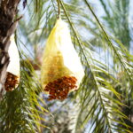 Le Sud tunisien est une destination de rêve pour les amoureux de la nature, les passionnés de culture et les aventuriers en quête d'émerveillement. Entre déserts majestueux, oasis verdoyantes et villages pittoresques, cette région regorge de merveilles à découvrir. Nous vous présentons ici un circuit complet pour des vacances inoubliables. Découvrez les Joyaux de Djerba, l'île des Rêves Djerba, surnommée l'île des rêves, est une étape incontournable lors de votre voyage dans le Sud tunisien. Avec ses plages de sable fin, ses palmiers à perte de vue et ses villages pittoresques, elle offre un véritable havre de paix. Houmt Souk : Le centre-ville de Djerba, avec ses ruelles animées et son marché traditionnel, est idéal pour une immersion dans la culture locale. Vous y trouverez des produits artisanaux uniques. La Synagogue de la Ghriba : Ce lieu de culte, l'un des plus anciens d'Afrique, est à la fois un site spirituel et un témoignage historique fascinant. Activités nautiques : Pour les amateurs de sports nautiques, Djerba offre de nombreuses activités, comme le kitesurf et la plongée. Pour en savoir plus sur les circuits à Djerba et planifier votre séjour, visitez Sud Tunisie. Tatouine et ses Ksours : Une Plongée dans l'Histoire Tatouine est une région riche en histoire et en traditions. Elle est célèbre pour ses ksours, ces anciens greniers fortifiés qui témoignent du mode de vie des Berbères. Ksar Ouled Soltane : Ce grenier emblématique, souvent utilisé comme décor pour des films célèbres, est une véritable œuvre d'art architecturale. Chenini : Ce village perché sur une colline offre une vue imprenable sur les paysages désertiques. Vous pourrez y découvrir une mosquée historique et des habitations troglodytes. Ces sites, empreints de mystère, vous transporteront dans un autre temps. Douz, la Porte du Désert : Une Expérience Unique Surnommée la « Porte du Désert », Douz est le point de départ idéal pour une aventure au cœur des dunes de sable. Balades à dos de chameau : Traversez les dunes sur le dos d'un chameau et laissez-vous bercer par le calme du désert. Nuit en bivouac : Passez une nuit sous les étoiles dans un campement traditionnel. Le silence et la beauté du ciel nocturne créeront des souvenirs inoubliables. Festival International du Sahara : Si vous voyagez en hiver, ne manquez pas ce festival célébrant la culture saharienne à travers des danses, des courses de chameaux et des spectacles traditionnels. Matmata : Voyage au Cœur des Habitants Troglodytes Matmata est réputée pour ses habitations troglodytes, creusées dans la roche pour se protéger de la chaleur intense. Ces maisons offrent un aperçu unique du mode de vie ancestral des habitants. Visite des maisons troglodytes : Explorez ces habitations atypiques et rencontrez les familles qui y vivent encore. Décors de Star Wars : Pour les cinéphiles, Matmata est célèbre pour avoir servi de lieu de tournage à la saga « Star Wars ». Une visite s'impose pour les fans. Tozeur et les Oasis de Chebika et Tamerza : Un Paradis Naturel Tozeur, avec ses palmeraies luxuriantes et ses oasis spectaculaires, est une véritable échappée paradisiaque. La région est aussi connue pour ses dattes de qualité exceptionnelle, notamment les Deglet Nour. La Palmeraie de Tozeur : Promenez-vous à travers les palmiers et apprenez-en plus sur la culture des dattes. Oasis de Chebika : Cet ancien village berbère, perché au pied des montagnes, offre des cascades rafraîchissantes et des vues à couper le souffle. Tamerza : Explorez les gorges spectaculaires et le village abandonné, parfait pour les amateurs de photographie. Conseils Pratiques pour Votre Circuit dans le Sud Tunisien Pour profiter pleinement de votre séjour, voici quelques conseils pratiques : Climat : Le Sud tunisien est caractérisé par un climat aride. Prévoyez des vêtements légers pour la journée et plus chauds pour les soirées. Transport : Nous recommandons de louer un 4x4 pour explorer les zones désertiques en toute sécurité. Culture locale : Respectez les traditions locales et habillez-vous de manière appropriée, surtout dans les zones rurales. Vous pouvez demander un devis personnalisé pour votre circuit sur notre site. Conclusion : Une Expérience Authentique à Ne Pas Manquer Le Sud tunisien est bien plus qu'une simple destination. C'est un voyage dans le temps et l'espace, une expérience qui vous connecte à la nature et à une culture riche et authentique. Que vous soyez en quête d'aventure, de détente ou de découverte, cette région a tout pour plaire. Alors, préparez vos bagages et laissez-vous emporter par le charme irrésistible du Sud tunisien.