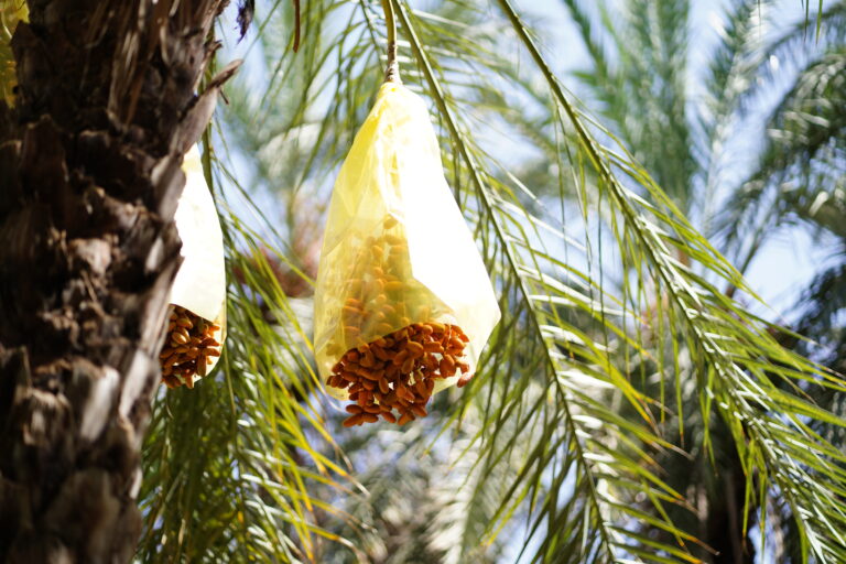 Le Sud tunisien est une destination de rêve pour les amoureux de la nature, les passionnés de culture et les aventuriers en quête d'émerveillement. Entre déserts majestueux, oasis verdoyantes et villages pittoresques, cette région regorge de merveilles à découvrir. Nous vous présentons ici un circuit complet pour des vacances inoubliables. Découvrez les Joyaux de Djerba, l'île des Rêves Djerba, surnommée l'île des rêves, est une étape incontournable lors de votre voyage dans le Sud tunisien. Avec ses plages de sable fin, ses palmiers à perte de vue et ses villages pittoresques, elle offre un véritable havre de paix. Houmt Souk : Le centre-ville de Djerba, avec ses ruelles animées et son marché traditionnel, est idéal pour une immersion dans la culture locale. Vous y trouverez des produits artisanaux uniques. La Synagogue de la Ghriba : Ce lieu de culte, l'un des plus anciens d'Afrique, est à la fois un site spirituel et un témoignage historique fascinant. Activités nautiques : Pour les amateurs de sports nautiques, Djerba offre de nombreuses activités, comme le kitesurf et la plongée. Pour en savoir plus sur les circuits à Djerba et planifier votre séjour, visitez Sud Tunisie. Tatouine et ses Ksours : Une Plongée dans l'Histoire Tatouine est une région riche en histoire et en traditions. Elle est célèbre pour ses ksours, ces anciens greniers fortifiés qui témoignent du mode de vie des Berbères. Ksar Ouled Soltane : Ce grenier emblématique, souvent utilisé comme décor pour des films célèbres, est une véritable œuvre d'art architecturale. Chenini : Ce village perché sur une colline offre une vue imprenable sur les paysages désertiques. Vous pourrez y découvrir une mosquée historique et des habitations troglodytes. Ces sites, empreints de mystère, vous transporteront dans un autre temps. Douz, la Porte du Désert : Une Expérience Unique Surnommée la « Porte du Désert », Douz est le point de départ idéal pour une aventure au cœur des dunes de sable. Balades à dos de chameau : Traversez les dunes sur le dos d'un chameau et laissez-vous bercer par le calme du désert. Nuit en bivouac : Passez une nuit sous les étoiles dans un campement traditionnel. Le silence et la beauté du ciel nocturne créeront des souvenirs inoubliables. Festival International du Sahara : Si vous voyagez en hiver, ne manquez pas ce festival célébrant la culture saharienne à travers des danses, des courses de chameaux et des spectacles traditionnels. Matmata : Voyage au Cœur des Habitants Troglodytes Matmata est réputée pour ses habitations troglodytes, creusées dans la roche pour se protéger de la chaleur intense. Ces maisons offrent un aperçu unique du mode de vie ancestral des habitants. Visite des maisons troglodytes : Explorez ces habitations atypiques et rencontrez les familles qui y vivent encore. Décors de Star Wars : Pour les cinéphiles, Matmata est célèbre pour avoir servi de lieu de tournage à la saga « Star Wars ». Une visite s'impose pour les fans. Tozeur et les Oasis de Chebika et Tamerza : Un Paradis Naturel Tozeur, avec ses palmeraies luxuriantes et ses oasis spectaculaires, est une véritable échappée paradisiaque. La région est aussi connue pour ses dattes de qualité exceptionnelle, notamment les Deglet Nour. La Palmeraie de Tozeur : Promenez-vous à travers les palmiers et apprenez-en plus sur la culture des dattes. Oasis de Chebika : Cet ancien village berbère, perché au pied des montagnes, offre des cascades rafraîchissantes et des vues à couper le souffle. Tamerza : Explorez les gorges spectaculaires et le village abandonné, parfait pour les amateurs de photographie. Conseils Pratiques pour Votre Circuit dans le Sud Tunisien Pour profiter pleinement de votre séjour, voici quelques conseils pratiques : Climat : Le Sud tunisien est caractérisé par un climat aride. Prévoyez des vêtements légers pour la journée et plus chauds pour les soirées. Transport : Nous recommandons de louer un 4x4 pour explorer les zones désertiques en toute sécurité. Culture locale : Respectez les traditions locales et habillez-vous de manière appropriée, surtout dans les zones rurales. Vous pouvez demander un devis personnalisé pour votre circuit sur notre site. Conclusion : Une Expérience Authentique à Ne Pas Manquer Le Sud tunisien est bien plus qu'une simple destination. C'est un voyage dans le temps et l'espace, une expérience qui vous connecte à la nature et à une culture riche et authentique. Que vous soyez en quête d'aventure, de détente ou de découverte, cette région a tout pour plaire. Alors, préparez vos bagages et laissez-vous emporter par le charme irrésistible du Sud tunisien.