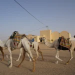 Explorer le sud de la Tunisie est une expérience unique en son genre, où le désert rencontre des villages authentiques et des paysages spectaculaires. Chez sudtunisie.com, nous sommes spécialisés dans l'organisation de circuits qui dévoilent les merveilles cachées de cette région. Laissez-nous vous guider à travers les dunes dorées, les palmeraies luxuriantes et les sites culturels enchanteurs. Découvrez les trésors naturels du Sahara Le Sahara tunisien est bien plus qu'un simple désert. C'est une terre vivante, riche en contrastes et en surprises. En voyageant avec nous, vous aurez l'occasion d'admirer des paysages époustouflants, depuis les vastes étendues de sable ondulant au gré du vent jusqu'aux montagnes rocheuses abruptes qui semblent jaillir de nulle part. Vous pourrez explorer des oasis verdoyantes, comme celles de Douz et de Tozeur, où l'eau jaillit au cœur de terres arides, créant de véritables havres de paix. Chaque étape de votre voyage vous offre une nouvelle perspective sur la beauté et la diversité de la nature tunisienne. Immersion culturelle et patrimoine authentique Le sud de la Tunisie regorge de villages pittoresques et de sites historiques fascinants. À Tatouine, par exemple, vous découvrirez des ksours, ces anciens greniers fortifiés qui témoignent d'une vie communautaire riche et bien organisée. Ces structures, avec leurs murs en pierre et leurs cours intérieures, racontent des siècles d'histoire et de résilience. À Matmata, vous aurez l'occasion d'explorer des habitations troglodytiques, où les habitants vivent dans des maisons creusées dans la roche pour échapper à la chaleur accablante du désert. Ces villages offrent un aperçu authentique de la culture locale, et chaque rencontre avec les habitants est une invitation à partager leurs traditions et leur mode de vie unique. Aventure et activités inoubliables Nos circuits sont conçus pour satisfaire les envies d'aventure. Vous pouvez choisir une balade à dos de dromadaire au lever du soleil, lorsque la lumière douce transforme le désert en un tableau magique. Si vous préférez quelque chose de plus dynamique, partez en excursion en quad à travers les dunes pour une montée d'adrénaline garantie. Nos guides expérimentés s'assurent que chaque activité est à la fois sûre et mémorable, en vous offrant des moments de pure excitation et de communion avec la nature. Que vous soyez un explorateur aguerri ou un voyageur curieux en quête de découvertes, nos excursions vous laisseront des souvenirs impérissables. Confort et hospitalité au cœur du désert Chez sudtunisie.com, nous croyons que l'aventure et le confort ne sont pas incompatibles. Nos circuits incluent des hébergements soigneusement sélectionnés, qu'il s'agisse de camps luxueux en plein désert ou de charmants hôtels dans les villages oasis. Après une journée riche en découvertes, vous pourrez vous détendre dans un cadre paisible, profiter de repas traditionnels préparés avec soin et vous reposer sous un ciel étoilé d'une clarté exceptionnelle. Nos guides et notre personnel veillent à ce que vous vous sentiez comme chez vous, en vous offrant une hospitalité chaleureuse et un service attentionné tout au long de votre séjour. Réservez votre aventure dès maintenant Il n’y a rien de tel que de vivre une aventure en plein cœur du désert tunisien. Pour découvrir tous nos circuits et réserver votre excursion, visitez notre site ou contactez-nous directement via ce formulaire. Vous pouvez également lire les avis de nos clients sur Tripadvisor pour découvrir pourquoi tant de voyageurs choisissent sudtunisie.com. Rejoignez-nous et laissez-nous vous montrer la Tunisie sous son meilleur jour.