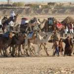 Nous sommes convaincus que partir à la découverte du Sahara Sud Tunisien est une expérience à ne pas manquer pour tous ceux qui rêvent d’authenticité, de grands espaces et d’aventures dépaysantes. Au cœur de cette immensité, nous trouvons des paysages d’une beauté rare, des sites chargés d’histoire et des traditions fascinantes. Dans ce circuit, nous vous proposons non seulement des excursions uniques, mais aussi un transfert navette privée qui garantit un confort maximal tout au long de votre voyage. Nous savons à quel point il est important de se sentir en sécurité et parfaitement organisé pour profiter de chaque instant. C’est pourquoi nous mettons tout en œuvre pour que cette escapade dans le désert soit inoubliable, du départ jusqu’à votre retour. Les charmes uniques du Sahara Sud Tunisien Le Sahara Sud Tunisien offre un décor digne des plus belles cartes postales : dunes dorées, oasis verdoyantes, ciels étoilés et une douceur de vivre particulière. De Douz à Ksar Ghilane, en passant par Tozeur, Tataouine ou encore Matmata, chaque étape est l’occasion de découvrir des facettes différentes de cette région du monde. Nous aimons mettre en valeur ces lieux emblématiques et partager avec vous leur histoire, leur culture et leurs secrets bien gardés. Douz, la porte du désert Souvent considérée comme la « Porte du Désert », Douz est un point de départ idéal pour partir à la conquête des dunes. Cette petite ville est connue pour son festival international du Sahara, qui a lieu chaque année et attire voyageurs et nomades de tous horizons. Les rues y sont animées et proposent des spécialités locales dont nous raffolons : dattes fondantes, pâtisseries traditionnelles ou encore plats épicés à base de viande de chameau. En vous promenant dans le marché, vous serez conquis par les effluves d’épices et l’accueil chaleureux des habitants. Tozeur, oasis de fraîcheur Dans cette région aride, Tozeur se démarque par ses oasis luxuriantes et ses vergers de dattiers. Nous apprécions particulièrement les balades à travers les palmeraies, qui procurent une pause rafraîchissante au milieu du désert. La ville est également célèbre pour sa belle architecture en briques ocre, donnant aux ruelles un charme tout particulier. On y retrouve des musées et des sites historiques qui méritent amplement le détour, comme la médina de Tozeur ou le quartier Ouled El-Hadef. C’est l’endroit parfait pour s’immerger dans le quotidien des habitants et ressentir cette atmosphère typiquement saharienne. Ksar Ghilane, l’oasis sauvage Ksar Ghilane figure parmi les oasis les plus emblématiques du Sahara tunisien. Ici, nous aimons profiter de baignades dans des sources d’eau chaude naturelles, entourées de palmiers et de sable fin. L’atmosphère y est paisible et se prête parfaitement à la détente après une longue journée d’excursion. En outre, pour les plus aventureux, il est possible de partir à la découverte des dunes à dos de dromadaire ou en quad, histoire de ressentir toute la puissance de ce désert mythique. Matmata, le village troglodytique Célèbre pour ses habitations souterraines, Matmata est un véritable dépaysement. Nous trouvons fascinante la manière dont les locaux ont creusé la roche afin de s’adapter au climat extrême de la région. Ces maisons troglodytiques, toujours habitées, offrent un aperçu rare du mode de vie traditionnel. Par ailleurs, les fans de cinéma reconnaîtront peut-être ces décors, car Matmata a servi de lieu de tournage pour certains volets de la célèbre saga Star Wars. Ce n’est pas tous les jours que nous avons l’occasion de séjourner dans des lieux aussi atypiques ! Tataouine et ses ksour Les alentours de Tataouine sont truffés de ksour, ces greniers fortifiés bâtis par les populations berbères pour stocker vivres et biens précieux. Nous sommes souvent impressionnés par le travail d’architecture et l’ingéniosité qui se cache derrière ces structures à plusieurs étages. Les ksour offrent d’ailleurs un panorama exceptionnel sur les reliefs environnants. Entre découvertes culturelles et paysages grandioses, Tataouine est une halte à ne pas négliger. Notre circuit : d’une excursion authentique à la magie du désert Nous avons conçu ce circuit pour vous faire vivre l’essence même du Sahara Sud Tunisien et vous permettre de profiter pleinement de ses merveilles. Notre objectif est de vous immerger dans la culture locale, de rencontrer les habitants, de partager leurs coutumes et de découvrir ces paysages époustouflants à votre rythme. Au fil des jours, vous pourrez enchaîner randonnées, promenades à dos de dromadaire, dégustation de plats traditionnels et soirées sous la voûte céleste. Nous veillons à tout organiser afin que vous n’ayez qu’à vous laisser porter par cette aventure hors du commun. Étapes phares du circuit Rencontre avec les guides locaux Nous accordons une importance particulière au lien que nous établissons avec les guides locaux. Originaires de la région, ils connaissent le désert comme leur poche et partagent volontiers leurs anecdotes, leurs traditions et leurs conseils. Ils nous accompagnent au cours des randonnées ou des promenades en 4x4, veillant à la sécurité de chacun et prenant plaisir à répondre à nos questions les plus curieuses. Les bivouacs sous les étoiles Pour nous, rien de tel qu’une nuit en plein désert pour saisir toute la beauté de l’endroit. Nous installons un campement confortable où vous pourrez savourer un dîner traditionnel autour d’un feu de camp, bercé par le chant du vent et des contes nomades. Cette atmosphère, empreinte de sérénité, est idéale pour se ressourcer et contempler l’immensité du ciel parsemé d’étoiles. C’est un moment qui reste gravé dans la mémoire de tous nos voyageurs. Visite des villages et rencontres avec les artisans Nous tenons à ce que notre circuit aille au-delà de la simple contemplation des paysages. C’est pourquoi nous privilégions les rencontres humaines et culturelles. Ainsi, vous aurez l’occasion de découvrir des ateliers d’artisans où s’élaborent poteries, bijoux, tissages et bien plus encore. Chaque objet raconte une histoire et reflète un savoir-faire transmis de génération en génération. Excursions dans le Grand Erg Oriental Les dunes du Grand Erg Oriental sont sans conteste l’une des merveilles naturelles les plus impressionnantes du Sahara. Monter au sommet d’une dune pour admirer le coucher du soleil reste un moment inoubliable. L’immensité de ce paysage, ses couleurs changeantes et l’harmonie que l’on ressent entre le sable et le ciel nous laissent toujours sans voix. Selon vos envies, vous pouvez aussi tester la conduite en quad, le sandboard ou encore la balade en méharée. Pour plus de détails sur nos itinéraires, nous vous invitons à consulter nos circuits dans le désert. Tout savoir sur notre transfert navette privée Le confort et la fiabilité de nos transports sont au cœur de nos préoccupations. Nous proposons un transfert navette privée, adapté à vos besoins, pour vous permettre de rejoindre les principaux points d’intérêt du Sahara Sud Tunisien. Que vous arriviez à l’aéroport, à la gare ou depuis votre hôtel, notre service de navette privée vous donne la liberté de voyager à votre rythme, sans contraintes horaires et avec l’assurance de bénéficier d’une prise en charge personnalisée. Véhicules récents et équipés Nous mettons à votre disposition des véhicules récents et parfaitement entretenus, équipés de la climatisation et de tout le nécessaire pour un trajet agréable. Pour nous, c’est essentiel de vous offrir une prestation de qualité, vous garantissant un voyage sans stress, quelle que soit la distance à parcourir. Chaque véhicule est adapté au nombre de passagers et à la quantité de bagages, pour que vous puissiez vous déplacer en toute tranquillité. Chauffeurs professionnels et attentionnés Nos chauffeurs sont des professionnels aguerris, connaissant parfaitement la région et ses spécificités. Leur conduite est sûre, et ils restent toujours à l’écoute de vos préférences. Vous désirez faire un arrêt pour capturer un beau panorama ou déguster un café typique ? Il suffit de le demander, et nous nous adaptons volontiers à votre rythme. Nous souhaitons que chaque trajet devienne une partie intégrante de votre voyage, plutôt qu’une simple formalité. Adaptabilité à vos horaires L’un des avantages majeurs de la navette privée, c’est de pouvoir gérer le départ et l’arrivée en fonction de vos impératifs. Nous comprenons que vous puissiez avoir des contraintes liées à votre vol, à des visites programmées ou à des rendez-vous particuliers. Avec notre transfert sur mesure, vous avez la certitude de ne pas perdre de temps à attendre un bus ou un taxi. Nous vous récupérons à l’heure convenue et vous déposons directement à votre destination finale. Assistance et accompagnement Nous restons à votre disposition pour toute question ou aide supplémentaire. Que ce soit pour un besoin spécifique, un changement de dernière minute ou simplement pour obtenir des informations sur les lieux traversés, n’hésitez pas à solliciter notre équipe. Nous accordons beaucoup d’importance à l’écoute et à la réactivité, car nous savons que la moindre inquiétude peut gâcher un voyage. Grâce à notre accompagnement, vous profitez pleinement de votre aventure saharienne, l’esprit léger. Pourquoi choisir notre excursion dans le Sahara Sud Tunisien Nous avons à cœur de vous offrir une prestation complète et de qualité, du choix de l’itinéraire jusqu’à l’organisation de vos hébergements, en passant par le transfert navette privée. Notre objectif principal est de faire de ce voyage une parenthèse enchantée, où vous pourrez explorer les trésors du désert en toute sérénité. Voici les raisons pour lesquelles nous pensons que notre excursion vous comblera : Une immersion totale dans la culture locale Nous privilégions les échanges et les rencontres avec les communautés sahariennes, afin de vous faire vivre le Sahara de l’intérieur. Découvrir leur mode de vie, leurs coutumes, leurs valeurs et leurs traditions permet de mieux comprendre cette région et de créer des souvenirs impérissables. Un large éventail d’activités Nous proposons une gamme variée d’activités pour satisfaire tous les goûts. Randonnées, balades à dos de dromadaire, nuits en bivouac, découverte des ksour, excursions en 4x4 ou en quad, observation des étoiles... Chacun y trouve son compte, qu’il soit adepte de sensations fortes ou en quête de détente et de communion avec la nature. Une équipe passionnée Nous travaillons main dans la main avec des guides et des partenaires locaux qui partagent notre passion pour le désert. Leur expertise, leur sens de l’accueil et leur enthousiasme transforment chaque étape du voyage en un moment d’émerveillement. Nous sommes persuadés que cette énergie positive contribue à la réussite de votre séjour. Des hébergements adaptés Nous avons sélectionné des hébergements qui répondent à des standards de confort et d’authenticité. Nous aimons faire découvrir les campements bédouins, les auberges familiales ou les maisons d’hôtes troglodytiques, afin que votre voyage reste cohérent avec l’identité de la région. Vous pourrez ainsi vivre au plus près des habitants, tout en profitant d’un repos mérité après des journées bien remplies. Nos conseils pour un séjour réussi dans le Sahara Pour profiter pleinement de cette aventure, il est essentiel de prendre en compte quelques conseils pratiques. Le climat, le rythme de vie local et l’étendue du désert nécessitent une bonne préparation. Nous avons compilé ci-dessous quelques recommandations pour faire de votre séjour dans le Sahara une expérience unique et sans encombre : Bien choisir la période de voyage Les périodes les plus agréables pour découvrir le Sahara Sud Tunisien se situent généralement entre octobre et avril, quand les températures sont plus douces. Au cœur de l’été, la chaleur peut être accablante, ce qui rend certaines activités moins confortables. Toutefois, cela dépend de vos préférences et de votre tolérance à la chaleur. Nous pouvons vous conseiller en fonction de vos dates de disponibilité et de vos envies spécifiques. Prévoir des tenues adaptées Il est préférable d’emporter des vêtements couvrants et légers pour se protéger du soleil et supporter les écarts de température entre le jour et la nuit. Des chaussures confortables sont indispensables pour marcher dans le sable et explorer des sites rocheux. Un chèche ou un foulard reste très pratique pour se préserver du vent et du sable. Enfin, n’oubliez pas d’apporter une veste ou un pull pour les soirées, car les nuits peuvent être fraîches, même en plein désert. Penser à l’hydratation Le désert est un environnement sec, et il est fondamental de s’hydrater régulièrement. Nous mettons généralement à disposition de l’eau potable durant tout le circuit, mais il est toujours bon d’emporter une gourde ou une petite réserve personnelle. Les fruits et légumes frais, ainsi que les jus locaux, sont également un excellent moyen de faire le plein de vitamines et de minéraux. Respecter la nature et les traditions Le Sahara est un écosystème fragile et les populations locales possèdent leurs propres coutumes. Nous veillons à respecter ces lieux et ces cultures en limitant notre impact sur l’environnement (gestion des déchets, utilisation raisonnée des ressources) et en adoptant un comportement respectueux des communautés. Nous encourageons chaque voyageur à faire preuve de la même attention, afin que ce trésor naturel et culturel demeure préservé pour les générations futures. Se laisser porter par l’ambiance du désert Enfin, nous pensons qu’il est essentiel de prendre le temps de ressentir l’atmosphère si particulière du Sahara. Observer le lever de soleil sur les dunes, écouter le silence en pleine journée, partager un thé autour d’un feu de camp ou méditer sous le ciel étoilé sont autant de moments magiques qu’il convient d’apprécier pleinement. Le désert invite à la réflexion et à l’introspection, et nous espérons que vous trouverez en ce lieu une source d’inspiration et de sérénité. Comment réserver votre excursion au Sahara Sud Tunisien Nous mettons un point d’honneur à faciliter toutes les étapes de la réservation, afin que vous puissiez rapidement concrétiser votre rêve d’aventure saharienne. Pour obtenir un devis personnalisé, il vous suffit de nous contacter en précisant vos souhaits (nombre de personnes, durée du séjour, activités souhaitées, lieux à visiter, etc.). Nous sommes à votre écoute pour élaborer un programme sur mesure qui correspond exactement à vos attentes. Une fois votre itinéraire validé, nous nous occupons de tout, de votre transfert navette privée jusqu’à la réservation des hébergements, en passant par la coordination avec les guides. Vous pouvez également choisir de prolonger votre séjour ou d’ajouter des visites culturelles complémentaires si vous le souhaitez. Notre flexibilité nous permet de répondre à différentes envies et contraintes, afin de faire de ce périple un moment exceptionnel. Pour toute question, demande de renseignements ou pour recevoir votre devis, nous vous invitons à remplir le formulaire de contact. Nous serons ravis de vous accompagner dans la préparation de cette expérience unique à travers le Sahara Sud Tunisien.