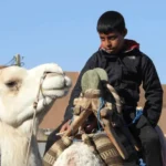 Le Sahara Sud Tunisien est bien plus qu’un désert ; c’est une terre de mystères, de traditions et de paysages à couper le souffle. À travers notre circuit et excursion, nous vous invitons à explorer les merveilles de cette région unique avec un transfert navette privée qui garantit confort et sérénité. En collaborant avec sudtunisie.com, nous nous engageons à vous offrir une expérience inoubliable, alliant immersion culturelle et aventure. Découvrez les paysages variés du Sahara Sud Tunisien Douz, la porte du désert Douz, surnommée la « Porte du Désert », est souvent le point de départ des excursions dans le Sahara. Cette ville animée est célèbre pour son marché traditionnel et son festival annuel du Sahara. Vous pourrez y découvrir l’authenticité de la culture nomade et goûter aux spécialités locales comme les dattes de haute qualité. Une balade à dos de dromadaire au coucher du soleil à Douz est une expérience incontournable qui vous plongera dans l’immensité des dunes. Tozeur et ses palmeraies luxuriantes Tozeur est une oasis emblématique, réputée pour ses vastes palmeraies et son architecture unique en briques. En flânant dans la vieille médina ou en visitant le musée Dar Cheraït, vous plongerez dans l’histoire fascinante de cette région. Les paysages environnants, comme les montagnes de Chebika ou les cascades de Tamerza, ajoutent une touche d’aventure à votre séjour. Ksar Ghilane, l’oasis au cœur des dunes Ksar Ghilane est une oasis isolée, idéale pour se détendre après une journée d’exploration. Vous pourrez vous baigner dans ses sources d’eau chaude naturelles tout en admirant le contraste entre les dunes dorées et la verdure environnante. Pour les amateurs d’aventure, une excursion en quad ou une promenade à cheval dans les dunes offre des sensations fortes et des panoramas inoubliables. Matmata et ses habitations troglodytiques Matmata est connue pour ses maisons troglodytiques creusées dans la roche. Ces habitations uniques témoignent de l’ingéniosité des habitants face aux conditions climatiques extrêmes. Une visite de ce village, qui a servi de décor à des films célèbres, est un véritable plongeon dans un mode de vie ancestral. Tataouine et les ksour berbères Les ksour, ces anciens greniers fortifiés, sont les joyaux de Tataouine. Ces structures impressionnantes, comme Ksar Ouled Soltane ou Ksar Haddada, reflètent le riche patrimoine berbère de la région. La visite de ces sites, combinée à l’exploration des paysages désertiques environnants, est une expérience inoubliable. Les avantages d’un transfert navette privée pour vos excursions Choisir un transfert navette privée avec sudtunisie.com, c’est opter pour un voyage sans souci. Nous mettons à votre disposition un service personnalisé, alliant sécurité, confort et flexibilité. Des véhicules modernes et adaptés Nos navettes sont récentes, climatisées et adaptées à vos besoins. Que vous voyagiez seul, en couple ou en groupe, nous vous garantissons un transport spacieux et agréable. Les trajets deviennent ainsi une partie intégrante de l’expérience, avec des arrêts possibles pour admirer les paysages ou prendre des photos. Des chauffeurs expérimentés et accueillants Nos chauffeurs locaux sont des experts de la région. Non seulement ils vous conduisent en toute sécurité, mais ils partagent aussi avec vous des anecdotes fascinantes sur les lieux visités. Leur hospitalité et leur connaissance du terrain rendent chaque trajet enrichissant. Une flexibilité adaptée à vos envies Nous comprenons que chaque voyageur a des attentes spécifiques. C’est pourquoi nos navettes privées s’adaptent à vos horaires et itinéraires. Que vous souhaitiez prolonger une visite ou modifier une étape, notre équipe reste à votre écoute pour répondre à vos besoins. Un service clé en main En optant pour notre service, vous bénéficiez d’une prise en charge complète dès votre arrivée en Tunisie. De l’aéroport à vos destinations dans le Sahara, tout est organisé pour que vous puissiez profiter pleinement de votre voyage. Pour réserver votre transfert navette, consultez notre formulaire de contact. Activités incontournables dans le désert tunisien Randonnées dans les dunes du Grand Erg Oriental Le Grand Erg Oriental est un terrain de jeu naturel pour les amateurs de randonnée. Monter au sommet des dunes pour admirer un coucher de soleil est une expérience qui laisse sans voix. Nous organisons des randonnées adaptées à tous les niveaux, permettant à chacun de profiter de cette beauté naturelle. Nuits en bivouac sous les étoiles Passer une nuit en bivouac au cœur du désert est une expérience magique. Autour d’un feu de camp, vous pourrez déguster un dîner traditionnel et écouter les histoires des guides locaux. Le ciel étoilé, d’une clarté exceptionnelle, offre un spectacle naturel inoubliable. Excursions en 4x4 ou en quad Pour les amateurs d’aventure, nos excursions en 4x4 ou en quad permettent d’explorer les recoins les plus reculés du désert. Ces activités, encadrées par des professionnels, allient adrénaline et découverte de paysages hors des sentiers battus. Découverte de la culture locale Nos circuits incluent des visites de villages berbères, où vous pourrez rencontrer des artisans locaux, découvrir leur savoir-faire et partager des moments authentiques. Que ce soit en observant la fabrication de poteries ou en dégustant un thé à la menthe, ces échanges restent gravés dans les mémoires. Pourquoi choisir sudtunisie.com pour votre circuit ? Nous sommes fiers de proposer des circuits sur mesure qui répondent aux attentes des voyageurs les plus exigeants. Voici pourquoi nos services se démarquent : Expertise locale : Notre connaissance approfondie de la région garantit des itinéraires optimisés et authentiques. Flexibilité : Chaque circuit est personnalisable pour répondre à vos envies spécifiques. Engagement qualité : De l’hébergement à la restauration, nous sélectionnons des partenaires de confiance pour assurer votre confort. Expérience immersive : Nous mettons un point d’honneur à favoriser les échanges culturels et à valoriser le patrimoine local. Pour découvrir nos offres, rendez-vous sur notre page dédiée aux circuits dans le désert. Planifiez votre aventure dès aujourd’hui Le Sahara Sud Tunisien n’attend que vous ! Que vous soyez à la recherche d’aventures palpitantes, de moments de détente ou d’une immersion culturelle, nos circuits et excursions répondent à toutes vos attentes. Pour toute question ou réservation, contactez-nous via notre formulaire en ligne. Nous vous invitons également à consulter les avis de nos clients sur Tripadvisor, preuve de notre engagement à offrir une expérience inoubliable. N’attendez plus pour vivre l’aventure saharienne de vos rêves avec sudtunisie.com !