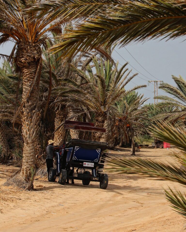 Le Sud tunisien n’est pas qu’un décor de carte postale ; c’est un terrain de jeu grandeur nature pour les passionnés de randonnée, de culture nomade et de silence étoilé. Nous vous invitons à partager notre vision d’un circuit privé, pensé pour sublimer chaque grain de sable et chaque sourire croisé sur la piste. Pourquoi une randonnée privée dans le Sahara tunisien change tout Choisir un circuit privatif, c’est décider du tempo, des détours et de la profondeur de l’aventure. À bord de nos 4×4 climatisés, nous quittons les sentiers battus pour explorer un monde où les calendriers n’ont plus cours. Nous faisons halte quand l’envie nous prend, que ce soit pour humer l’odeur du pain qui cuit sur la braise ou pour grimper une dune qui se pare d’or au crépuscule. Liberté totale : voilà notre crédo. Vous rêvez d’un lever de soleil sur le Chott El-Jerid ? Nous réglons l’alarme. Vous préférez une sieste à l’ombre des tamaris ? Nous plantons la tente. Votre bien-être décide, notre équipe suit. Découvrez le programme complet et nos options sur sudtunisie.com/voyage/circuits-desert. Itinéraire exclusif : de Tozeur aux confins de l’Erg Oriental 1. Tozeur, berceau des oasis vivantes Nous inaugurons le voyage par les ruelles de la vieille médina, où les briques d’adobe dessinent des motifs géométriques uniques. Entre deux murs ocres, l’appel du muezzin résonne comme un signal de départ. Après un café épicé au gingembre, nous traversons la palmeraie à pied ; les dattiers, gigantesques cathédrales végétales, bruissent doucement sous le vent du désert. 2. Chott El-Jerid : mer de sel et mirages Au volant, le paysage s’étale comme une feuille blanche. La croûte de sel craque sous les pneus, le soleil dessine des mirages d’eau scintillante. Quelques kilomètres plus loin, un vieux puits militaire, vestige de l’époque coloniale, rappelle que l’homme s’est toujours battu pour l’eau dans ces contrées. Nous nous arrêtons pour immortaliser le reflet de notre convoi dans la croûte salée, un cliché qui, promis, fera frémir vos abonnés Instagram. 3. Douz, porte du désert et artisanat saharien Douz embaume la rose des sables et le cuir henné. Le souk s’y tient chaque jeudi ; nous y flânons pour dénicher un chèche aux nuances indigo, idéal pour se protéger du sirocco. Au déjeuner, nous goûtons au bsissa, mélange de farine torréfiée, dattes et huile d’olive, véritable carburant des randonneurs bédouins. 4. El-Faouar et les dunes dorées de l’Erg Oriental C’est là que la piste s’efface et que commence le royaume du sable. Nous marchons trois à quatre heures, légers comme l’air, accompagnés de dromadaires porteurs. Les crêtes se succèdent, on glisse, on grimpe, on rit ; le silence, lui, reste maître absolu. À la tombée de la nuit, nous dressons le bivouac. Le dîner, mijoté dans une marmite en fonte, mêle agneau, pommes de terre, carvi et coriandre. Autour du feu, un vieux oued sec nous sert d’amphithéâtre ; le ciel, zébré de la Voie lactée, fait office de plafond lumineux. 5. Ksar Ghilane, l’oasis thermale Réveil à l’aube : les dunes rougeoient. Après un brin de toilette sommaire, nous rangeons le camp et chaussons nos sandales de marche pour rejoindre Ksar Ghilane. Les pieds plongent dans la source chaude ; l’eau, légèrement soufrée, délasse les muscles fatigués. À l’horizon, un vieux fort romain défie le temps. Nous pique-niquons à l’ombre d’un palmier : salade méchouia, pain tabouna encore tiède, olives confites. L’après-midi, deux options : chevaucher un quad pour rallier le fort ou lézarder sur une natte berbère au bord du bassin. 6. Les villages perchés de Chenini et Douiret En quittant le sable, la montagne nous tend ses bras. Les maisons troglodytes s’agrippent à la falaise ; certaines sont encore habitées par les descendants des tribus berbères. Un vieil homme, mains tatouées de henné, nous ouvre sa porte. Son fils mouline le grain dans un antique moulin à bras, sa femme prépare un couscous perlé. Nous grimpons jusqu’à la mosquée blanche au sommet ; sous nos pieds, le panorama s’étire de crêtes en vallées, jusqu’à l’infini ocre du désert. 7. Matmata, décor lunaire et maisons troglodytes Dernière étape avant le retour : Matmata, immortalisée dans le film Star Wars. Les maisons creusées dans la roche offrent une fraîcheur étonnante. Nous partageons un thé à la menthe avec une famille troglodyte, puis filons vers Gabès pour la boucle finale. La mer effleure le désert ; l’horizon se trouble d’embruns. Expériences signatures : marcher, goûter, vibrer Randonnée guidée au rythme des nomades Nos guides sont nés ici ; ils lisent la dune comme un livre ouvert. Ils connaissent les herbes qui soulagent, le chant des gerboises, la trajectoire des étoiles. Marcher à leurs côtés, c’est s’offrir un cours de géologie à ciel ouvert, agrémenté d’anecdotes sur la vie nomade, les rituels de mariage, la poésie bédouine. Bivouac confort sous un milliard d’étoiles Notre campement, monté avant la nuit, comporte tentes sahariennes spacieuses, matelas mousse et couvertures chaudes. Nous fournissons également des toilettes sèches et un coin lavabo. Le must : la douche solaire improvisée, pour rincer la poussière avant de glisser sous la couette. Après le dîner, place à la musique : bendir, gasba, percussions… Les chants se mêlent aux histoires de djinns qui peuplent les dunes. Le feu crépite, le thé bout, la magie opère. Gastronomie du désert : simple et savoureuse Ici, chaque repas est une petite fête. Nous cuisinons au feu de bois, dans des marmites qui ont parcouru mille kilomètres de piste. Au menu : méchoui d’agneau parfumé au romarin sauvage, chakchouka pimentée, dattes farcies aux amandes. Les végétariens ne sont pas oubliés : tajine d’haricots blancs, salade de carottes au cumin, couscous aux légumes. Et pour le petit-déjeuner, galettes chaudes, confiture de figues et café turc remplissent d’énergie pour l’étape suivante. Soirée astronomie et contes sahariens Quand la lueur du feu décline, nous sortons le télescope. Orion, Sirius, les Pléiades : le ciel n’a jamais été aussi net. Entre deux observations, nos hôtes racontent les légendes du renard farceur ou du roi Antar, poète guerrier. On finit par s’endormir au son du vent, berceuse éternelle. Conseils pratiques pour un circuit réussi dans le Grand Sud Équipement malin : emportez un sac à dos léger, une gourde isotherme, un chèche protecteur, des chaussures de marche déjà faites à vos pieds. Saisons à privilégier : mars-mai et octobre-novembre offrent des températures clémentes (20-30 °C). Juillet-août peut grimper à 45 °C ; réservez à d’autres dates si vous craignez la chaleur intense. Santé et sécurité : pensez à une crème solaire indice 50, un répulsif anti-moustiques pour les oasis, et vos médicaments habituels. Nous prévoyons trousse de secours complète et glacière médicale. Formalités : passeport valable six mois après la date de retour. Aucun visa pour les ressortissants de l’UE pour les séjours touristiques inférieurs à 90 jours. Respect de l’environnement : nous suivons la règle « Leave No Trace ». Tous les déchets sont rapatriés, les cendres de feu soigneusement enterrées, et nous n’arrachons aucune plante, même les plus banales. Photographie : les habitants apprécient qu’on leur demande la permission avant un portrait. Un sourire, un mot en arabe (« sabah el kheir », bonjour) et le tour est joué ! Nos engagements responsables et solidaires Nous croyons qu’un tourisme durable est possible, même dans les zones les plus fragiles. Ainsi : 80 % des prestations sont assurées par des équipes locales : cuisiniers, chameliers, artisans. Cuisine locale et produits frais : nous achetons nos légumes aux marchés de Douz et Tozeur, soutenant l’économie régionale. Formation continue : chaque guide suit un stage annuel en secourisme et en normes de sécurité internationale. Compensation carbone : pour chaque circuit, nous finançons la plantation de dix palmiers dattiers dans la palmeraie de Hazoua. Pourquoi nous faire confiance ? Témoignages et garanties Transparence tarifaire : aucun supplément caché, tout est clairement indiqué dès le devis. Équipe francophone : du premier e-mail à l’aéroport, vous échangez avec des interlocuteurs qui maîtrisent votre langue et votre culture. Assurance et sécurité : contrats d’assistance internationale, véhicules révisés avant chaque départ, GPS et téléphone satellite à bord. Réputation solide : nos voyageurs partagent leurs avis enthousiastes sur TripAdvisor. Lisez-les ici : Avis Sud Tunisie – Tozeur. Réservez votre prochaine aventure dès maintenant Prêt à enfiler vos chaussures de marche et à écrire votre propre chapitre saharien ? Il suffit de quelques clics pour nous décrire vos envies ; nous construisons votre itinéraire sur mesure, budget maîtrisé, rythme adapté. Demandez votre devis personnalisé via ce formulaire sécurisé : Contact & devis désert Sud Tunisie – nous répondons sous 24 h, même le week-end. Le désert attend, immobile et immensément vivant. Ensemble, foulons ses sables et laissons-lui graver nos pas et nos souvenirs. À très vite sous le soleil méridional !