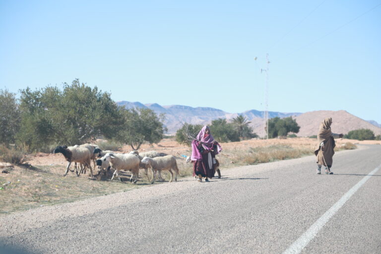 Zaghouan, nichée entre les plaines fertiles de la Medjerda et le golfe de Hammamet, est l’une de ces destinations qui surprennent dès le premier pas. Nous connaissons tous les images de dunes et de médinas animées qui viennent à l’esprit quand on parle de Tunisie ; pourtant, à seulement une heure de Tunis, le massif du Djebel Zaghouan offre un terrain de jeu exceptionnel pour qui aime randonner, respirer un air pur et plonger dans l’histoire millénaire du pays. Préparez-vous : ici, ça sent le romarin, ça résonne du chant des cigales, et ça se savoure comme une grande bouffée de liberté. Géographie de Zaghouan : un balcon rocheux entre côte et désert Impossible de comprendre l’attrait de la randonnée à Zaghouan sans jeter un œil à la carte. Culminant à 1295 m, le Djebel Zaghouan est la pointe la plus septentrionale de la dorsale tunisienne. Cette barre calcaire surgit des champs d’oliviers comme un navire fendant une mer de verdure. Au nord, l’horizon s’ouvre sur Tunis et les collines du Cap Bon ; au sud, on devine l’infini du Sahara. Ce positionnement charnière explique sa biodiversité : cèdres de l’Atlas, chênes kermès et genévriers voisinent avec thym et lavande, tandis que l’aigle de Bonelli et la perdrix gambadent en toute tranquillité. Même la météo varie : le versant nord est frais et souvent brumeux, tandis que le flanc sud, plus aride, rappelle déjà les étendues désertiques qui commencent à quelques centaines de kilomètres plus loin. Les itinéraires incontournables : nos coups de cœur pour tous les niveaux 1. Du Temple des Eaux au sommet du Djebel Zaghouan (niveau intermédiaire) On démarre au majestueux Temple des Eaux, œuvre monumentale bâtie par les Romains au IIᵉ siècle pour alimenter Carthage via un aqueduc de 132 km. Le sentier s’enfonce dans une forêt de pins d’Alep, grimpe en lacets serrés et débouche sur des éperons rocheux offrant des vues à tomber. Comptez 10 km aller-retour, 750 m de dénivelé : l’effort est réel mais la récompense—un panorama à 360° sur le golfe d’Hammamet, la steppe du Sahel et la plaine de Zaghouan—en vaut chaque goutte de sueur. 2. Le village suspendu de Zriba Olya (niveau facile) Envie d’une balade tranquille ? Direction Zriba Olya, hameau berbère accroché à la montagne. En longeant des murets de pierres sèches, on traverse des vergers d’orangers et d’amandiers, on s’arrête pour un thé aux pignons dans un café improvisé, et on découvre, au détour d’une ruelle, un panorama saisissant sur les gorges de l’oued El Kebir. Circuit de 5 km, faible dénivelé, parfait en famille. 3. La boucle des gorges d’Oued Maca (niveau sportif) Pour les randonneurs aguerris, la boucle de 18 km qui suit le lit de l’oued Maca est un must. On progresse entre falaises étroites, on franchit des passages équipés de cordes, on se rafraîchit dans des vasques naturelles. Au printemps, les lauriers-roses éclatent de couleur, tandis que l’automne apporte ses teintes fauves et dorées – ambiance carte postale garantie. 4. La traversée Djebel Ressas – Djebel Zaghouan (trek sur deux jours) Les plus ambitieux pourront relier le Djebel Ressas (795 m) au Djebel Zaghouan en un trek linéaire de 35 km, ponctué d’un bivouac sur l’un des plateaux herbeux. On alterne pâturages, forêts clairsemées et crêtes dénudées qui surplombent les carrières d’argile rouge. Il faut une bonne condition physique, mais quelle immersion ! Patrimoine et culture : randonner, c’est voyager dans le temps Zaghouan ne se contente pas de paysages grandioses ; son histoire irrigue chaque sentier. Au Temple des Eaux, on observe les vestiges d’un culte dédié à la déesse des sources, Nympharum. Les carvings latins rappellent l’importance stratégique de cette montagne pour l’approvisionnement en eau de Carthage. Plus haut, le sanctuaire de Sidi Bougabrine, perché sur un piton, attire encore des pèlerins. Et dans les ruelles de Zriba Olya, on lit sur les portes en bois les traces d’une époque où le village prospérait grâce au commerce du cuir et de l’huile d’olive. Impossible de passer à côté de la distillation artisanale de l’eau de rose. Chaque printemps, les familles cueillent les fameuses roses de Zaghouan pour en extraire un élixir parfumé. Une halte chez un distillateur permet de respirer l’odeur sucrée des pétales chauffés au feu de bois, d’acheter une petite bouteille et, surtout, d’écouter les récits d’antan. Quand partir et comment se préparer : nos conseils de pros Météo : la clé du succès Printemps (mars–mai) : c’est la haute saison pour randonner. Températures douces (15 – 25 °C), floraison spectaculaire. Automne (septembre–novembre) : idéal, avec des couleurs chatoyantes et un air limpide. Hiver : froid vif en altitude et risque de pluie ; réservez pour des sorties courtes. Été : chaleur écrasante sur les versants sud ; privilégiez les départs à l’aube et les ruisseaux ombragés. Équipement indispensable Chaussures de randonnée montantes anti-dérapantes. Coupe-vent léger : le sommet du Djebel Zaghouan est souvent battu par le vent. Gourde de 2 L minimum, filtre ou pastilles si vous comptez puiser dans les sources. Casquette, lunettes, crème SPF 30+. Bâtons télescopiques pour les passages escarpés. Cartes papier ou GPS : le balisage reste sommaire sur certains secteurs. Code de conduite Nous invitons chacun à respecter la montagne : emportez vos déchets, laissez les fleurs et les fossiles où ils sont, restez sur les sentiers afin de protéger sols et espèces endémiques. Biodiversité et sensations fortes : un concentré de nature Marcher à Zaghouan, c’est croiser la route de mouflons de Barbarie, de renards fennecs et parfois même de sangliers timides. Les amateurs d’ornithologie auront le plaisir d’observer faucons crécerelles, hiboux grand-duc ou encore l’insaisissable aigle royal. Au printemps, la montagne explose de couleurs : iris nains, orchidées sauvages, asphodèles… un vrai paradis pour la macro ! Côté sensations, la géologie fascinante – grottes karstiques, corniches aériennes et falaises striées – ravira aussi les grimpeurs et les amateurs de via ferrata. Au lever du soleil, les crêtes se teintent d’orange, de rose et de violet, offrant ce spectacle lumineux que seules les montagnes savent orchestrer. Prolonger l’aventure : du djebel au désert tunisien Vous avez encore soif de grands espaces ? Pourquoi ne pas combiner votre escapade à Zaghouan avec un circuit saharien ? En moins de quatre heures de route, vous rejoignez Douz ou Ksar Ghilane pour un trek dunaire sous un ciel infini. Parcourez les détails de nos programmes sur : 👉 notre page dédiée aux circuits dans le désert Cette passerelle entre massif verdoyant et mer de sable offre une vision complète de la Tunisie : un condensé d’écosystèmes qui ravira marcheurs curieux et voyageurs photophiles. Organiser votre randonnée à Zaghouan : logistique et bonnes adresses Se rendre à Zaghouan Depuis Tunis : autoroute A1 jusqu’à Hammamet Nord puis direction Zaghouan (env. 70 km, 1 h15). Depuis Hammamet : route directe (40 km, 45 min). Un service de louage (taxis collectifs) relie aussi la capitale au centre-ville de Zaghouan ; comptez 6 dinar l’aller. Hébergement Gîtes de montagne : chambres rustiques mais chaleureuses, souvent tenues par des guides locaux. Auberges au centre de Zaghouan : confort simple, idéal pour rayonner. Bivouac : autorisé dans la plupart des zones, mais renseignez-vous auprès de la garde forestière pour les secteurs protégés. Guides et agences Bien que les sentiers principaux soient accessibles, nous recommandons un guide agréé pour les treks hors-piste : sécurité, anecdotes historiques et partage de la culture locale sont au rendez-vous. Pour un programme sur mesure (matériel, transfert, repas nomades), faites une demande rapide ici : 👉 obtenir un devis personnalisé Ce qu’en disent les randonneurs : témoignages et retours d’expérience Rien de tel que la parole des marcheurs pour juger. Sur TripAdvisor, les avis soulignent l’accueil chaleureux des habitants, la diversité des paysages et la magie des couchers de soleil depuis les crêtes. Curieux ? Parcourez les commentaires ici : 👉 lire les avis des voyageurs Conclusion : Zaghouan, une invitation permanente à marcher, sentir, vibrer Qu’on vienne pour grimper son djebel emblématique, flâner dans les ruelles de Zriba Olya, admirer un aqueduc romain ou humer l’eau de rose fraîchement distillée, Zaghouan sait séduire. Nous sommes convaincus que chaque randonneur y trouvera son compte : du néophyte en quête d’évasion dominicale au trekkeur chevronné en quête de défis. Et, entre nous, qui résisterait à l’envie de prolonger l’aventure jusque dans les vagues de sable du Sahara ? Alors, lacez vos chaussures, préparez votre sac et venez goûter au parfum authentique d’une Tunisie préservée et généreuse. Vous verrez : après une journée là-haut, le monde paraît plus grand, l’esprit plus léger et le cœur… déjà prêt pour une nouvelle ascensio