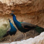 Quand on pense à la Tunisie, on imagine souvent les plages dorées et les médinas animées. Mais derrière cette carte postale se cache un véritable trésor pour les amateurs de randonnée : des paysages à couper le souffle, une diversité géographique impressionnante, des villages figés dans le temps et des rencontres authentiques. Que vous soyez randonneur du dimanche ou trekkeur chevronné, la Tunisie a de quoi vous émerveiller. Et croyez-nous, la randonnée en Tunisie, c’est bien plus qu’un simple loisir : c’est une immersion totale dans une culture, une nature brute, et une histoire millénaire. Randonnées dans le Sud tunisien : Cap sur l’authenticité et le désert Le sud de la Tunisie, c’est le terrain de jeu rêvé pour les amoureux du désert. Dès qu’on met les pieds à Douz, à Matmata ou à Tataouine, on sent que quelque chose de magique nous attend. Le Grand Erg Oriental vous offre des dunes à perte de vue, variant du beige au doré selon l’heure de la journée. Il ne s’agit pas seulement de marcher, mais de vivre une aventure sensorielle. Le vent, le silence, les jeux d’ombre sur le sable… Tout cela crée une atmosphère unique. Nous vous recommandons particulièrement les circuits guidés organisés dans le désert, où vous marchez entre 3 et 6 heures par jour, dormez sous des tentes berbères, partagez le pain avec les nomades et laissez votre téléphone de côté. Une expérience déconnectée qui vous reconnecte à l’essentiel. ➡️ Découvrez des circuits immersifs avec guide local sur Sud Tunisie - Circuits dans le désert Parmi les incontournables : Randonnée dans les dunes de Ksar Ghilane Trek entre Douz et Tembaine Exploration du désert de Mides et Ong Jemel Oasis et montagnes : randonner dans les oasis suspendues du Djérid Tout ne se passe pas dans le sable. La région du Djérid et des oasis de montagne comme Chebika, Tamerza ou Midès offre un tout autre décor. Ici, ce sont les gorges rocheuses, les cascades fraîches, les palmeraies verdoyantes qui volent la vedette. Prenons Chebika par exemple. On grimpe doucement sur un sentier bordé de pierres ocres, on longe une ancienne kasbah abandonnée, et tout à coup, une oasis surgit comme un mirage : des dattiers, un ruisseau cristallin, le bruit de l’eau… On a du mal à croire qu’on est au beau milieu d’une région aride. À quelques kilomètres, le canyon de Midès nous offre des vues à couper le souffle, parfait pour les passionnés de photographie. Ces circuits sont accessibles à tous les niveaux. Même les enfants y trouvent leur compte, tant le spectacle est fascinant. Randonnée culturelle : entre ksour, villages troglodytes et traditions berbères La randonnée en Tunisie ne se limite pas aux paysages naturels. Elle est aussi culturelle. En marchant à travers les ksour (anciens greniers collectifs), les villages berbères perchés dans les montagnes, ou les habitations troglodytiques de Matmata, on voyage dans le temps. Dans la région de Tataouine, les treks vous emmènent de Ksar Ouled Soltane à Chenini, en passant par Douiret. Ce ne sont pas juste des étapes, mais des capsules d’histoire vivante, encore habitées par des familles berbères. Leurs traditions, leur langue, leurs gestes du quotidien vous racontent bien plus qu’un musée ne pourrait le faire. Ce mélange de nature et patrimoine fait toute la richesse de la randonnée tunisienne. Quand partir pour randonner en Tunisie ? Les meilleures saisons Inutile de vous dire qu’il faut éviter juillet et août, sauf si vous voulez marcher sous 45°C ! Le printemps (mars à mai) et l’automne (septembre à novembre) sont les meilleures périodes pour randonner. Le climat est doux, les journées sont longues, et les paysages sont souvent plus verts qu’on ne le croit. En hiver, le désert devient magique : les nuits sont fraîches, mais les températures de journée restent agréables. Et surtout, il y a moins de monde ! Conseils pratiques pour une randonnée réussie en Tunisie Ne partez jamais seul dans le désert. Toujours avec un guide local expérimenté. Prévoyez de bonnes chaussures de marche, même dans le sable : vous serez surpris par les distances. Protégez-vous du soleil : lunettes, chapeau, crème solaire. Hydratez-vous régulièrement, même si vous ne ressentez pas la soif. Respectez la culture locale : un simple bonjour en arabe (Salam) ouvre bien des portes. Si vous préférez vous faire accompagner, nous vous recommandons de passer par Sud Tunisie – demandez votre devis personnalisé. Leur équipe connaît chaque recoin du sud tunisien et propose des circuits adaptés à tous les profils : familles, couples, groupes d’amis, ou même voyageurs solo. Pourquoi choisir la Tunisie pour une aventure nature ? Proximité avec l’Europe : moins de 3h de vol depuis Paris, Milan ou Berlin. Coût abordable : la Tunisie reste une des destinations nature les plus accessibles. Diversité incroyable sur un petit territoire : désert, montagnes, oasis, plages, ruines romaines… Hospitalité hors du commun : ici, les gens vous ouvrent leur cœur, leur maison, leur pain. Ajoutez à cela la gastronomie locale (couscous, chakchouka, brik, dattes fraîches...), et vous avez tous les ingrédients d’un voyage inoubliable. Témoignages de randonneurs conquis “J’ai marché pendant 5 jours dans le désert avec Sud Tunisie, c’était magique. On dormait sous les étoiles, les repas au feu de bois étaient délicieux, et notre guide Mohamed connaissait chaque dune par son nom !” – Sophie, Lyon “Le trek à travers les villages berbères de Tataouine m’a bouleversé. On sent vraiment qu’on touche à quelque chose d’authentique. Ce n’est pas du tourisme de masse.” – Karim, Montréal Pour lire plus d’avis ou en déposer un, visitez la page TripAdvisor ici : ➡️ Sud Tunisie sur TripAdvisor Envie de partir ? On vous aide à organiser votre aventure Que vous ayez envie de dormir sous les étoiles, de randonner de canyon en oasis, ou de vous perdre dans les dunes en toute sécurité, Sud Tunisie est le partenaire idéal. Leur connaissance du terrain, leur respect de la culture locale et leur amour de la nature font toute la différence. ➡️ Demandez dès maintenant un devis gratuit et sans engagement ici : Je veux mon devis En résumé : la Tunisie est une pépite pour les randonneurs. Des paysages somptueux, une culture riche, une logistique facile, et une sécurité rassurante. Il est temps de sortir des sentiers battus et de découvrir la vraie Tunisie, à pied, lentement, avec le cœur grand ouvert.