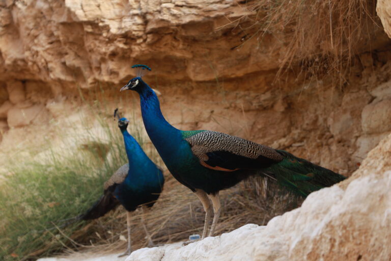Quand on pense à la Tunisie, on imagine souvent les plages dorées et les médinas animées. Mais derrière cette carte postale se cache un véritable trésor pour les amateurs de randonnée : des paysages à couper le souffle, une diversité géographique impressionnante, des villages figés dans le temps et des rencontres authentiques. Que vous soyez randonneur du dimanche ou trekkeur chevronné, la Tunisie a de quoi vous émerveiller. Et croyez-nous, la randonnée en Tunisie, c’est bien plus qu’un simple loisir : c’est une immersion totale dans une culture, une nature brute, et une histoire millénaire. Randonnées dans le Sud tunisien : Cap sur l’authenticité et le désert Le sud de la Tunisie, c’est le terrain de jeu rêvé pour les amoureux du désert. Dès qu’on met les pieds à Douz, à Matmata ou à Tataouine, on sent que quelque chose de magique nous attend. Le Grand Erg Oriental vous offre des dunes à perte de vue, variant du beige au doré selon l’heure de la journée. Il ne s’agit pas seulement de marcher, mais de vivre une aventure sensorielle. Le vent, le silence, les jeux d’ombre sur le sable… Tout cela crée une atmosphère unique. Nous vous recommandons particulièrement les circuits guidés organisés dans le désert, où vous marchez entre 3 et 6 heures par jour, dormez sous des tentes berbères, partagez le pain avec les nomades et laissez votre téléphone de côté. Une expérience déconnectée qui vous reconnecte à l’essentiel. ➡️ Découvrez des circuits immersifs avec guide local sur Sud Tunisie - Circuits dans le désert Parmi les incontournables : Randonnée dans les dunes de Ksar Ghilane Trek entre Douz et Tembaine Exploration du désert de Mides et Ong Jemel Oasis et montagnes : randonner dans les oasis suspendues du Djérid Tout ne se passe pas dans le sable. La région du Djérid et des oasis de montagne comme Chebika, Tamerza ou Midès offre un tout autre décor. Ici, ce sont les gorges rocheuses, les cascades fraîches, les palmeraies verdoyantes qui volent la vedette. Prenons Chebika par exemple. On grimpe doucement sur un sentier bordé de pierres ocres, on longe une ancienne kasbah abandonnée, et tout à coup, une oasis surgit comme un mirage : des dattiers, un ruisseau cristallin, le bruit de l’eau… On a du mal à croire qu’on est au beau milieu d’une région aride. À quelques kilomètres, le canyon de Midès nous offre des vues à couper le souffle, parfait pour les passionnés de photographie. Ces circuits sont accessibles à tous les niveaux. Même les enfants y trouvent leur compte, tant le spectacle est fascinant. Randonnée culturelle : entre ksour, villages troglodytes et traditions berbères La randonnée en Tunisie ne se limite pas aux paysages naturels. Elle est aussi culturelle. En marchant à travers les ksour (anciens greniers collectifs), les villages berbères perchés dans les montagnes, ou les habitations troglodytiques de Matmata, on voyage dans le temps. Dans la région de Tataouine, les treks vous emmènent de Ksar Ouled Soltane à Chenini, en passant par Douiret. Ce ne sont pas juste des étapes, mais des capsules d’histoire vivante, encore habitées par des familles berbères. Leurs traditions, leur langue, leurs gestes du quotidien vous racontent bien plus qu’un musée ne pourrait le faire. Ce mélange de nature et patrimoine fait toute la richesse de la randonnée tunisienne. Quand partir pour randonner en Tunisie ? Les meilleures saisons Inutile de vous dire qu’il faut éviter juillet et août, sauf si vous voulez marcher sous 45°C ! Le printemps (mars à mai) et l’automne (septembre à novembre) sont les meilleures périodes pour randonner. Le climat est doux, les journées sont longues, et les paysages sont souvent plus verts qu’on ne le croit. En hiver, le désert devient magique : les nuits sont fraîches, mais les températures de journée restent agréables. Et surtout, il y a moins de monde ! Conseils pratiques pour une randonnée réussie en Tunisie Ne partez jamais seul dans le désert. Toujours avec un guide local expérimenté. Prévoyez de bonnes chaussures de marche, même dans le sable : vous serez surpris par les distances. Protégez-vous du soleil : lunettes, chapeau, crème solaire. Hydratez-vous régulièrement, même si vous ne ressentez pas la soif. Respectez la culture locale : un simple bonjour en arabe (Salam) ouvre bien des portes. Si vous préférez vous faire accompagner, nous vous recommandons de passer par Sud Tunisie – demandez votre devis personnalisé. Leur équipe connaît chaque recoin du sud tunisien et propose des circuits adaptés à tous les profils : familles, couples, groupes d’amis, ou même voyageurs solo. Pourquoi choisir la Tunisie pour une aventure nature ? Proximité avec l’Europe : moins de 3h de vol depuis Paris, Milan ou Berlin. Coût abordable : la Tunisie reste une des destinations nature les plus accessibles. Diversité incroyable sur un petit territoire : désert, montagnes, oasis, plages, ruines romaines… Hospitalité hors du commun : ici, les gens vous ouvrent leur cœur, leur maison, leur pain. Ajoutez à cela la gastronomie locale (couscous, chakchouka, brik, dattes fraîches...), et vous avez tous les ingrédients d’un voyage inoubliable. Témoignages de randonneurs conquis “J’ai marché pendant 5 jours dans le désert avec Sud Tunisie, c’était magique. On dormait sous les étoiles, les repas au feu de bois étaient délicieux, et notre guide Mohamed connaissait chaque dune par son nom !” – Sophie, Lyon “Le trek à travers les villages berbères de Tataouine m’a bouleversé. On sent vraiment qu’on touche à quelque chose d’authentique. Ce n’est pas du tourisme de masse.” – Karim, Montréal Pour lire plus d’avis ou en déposer un, visitez la page TripAdvisor ici : ➡️ Sud Tunisie sur TripAdvisor Envie de partir ? On vous aide à organiser votre aventure Que vous ayez envie de dormir sous les étoiles, de randonner de canyon en oasis, ou de vous perdre dans les dunes en toute sécurité, Sud Tunisie est le partenaire idéal. Leur connaissance du terrain, leur respect de la culture locale et leur amour de la nature font toute la différence. ➡️ Demandez dès maintenant un devis gratuit et sans engagement ici : Je veux mon devis En résumé : la Tunisie est une pépite pour les randonneurs. Des paysages somptueux, une culture riche, une logistique facile, et une sécurité rassurante. Il est temps de sortir des sentiers battus et de découvrir la vraie Tunisie, à pied, lentement, avec le cœur grand ouvert.