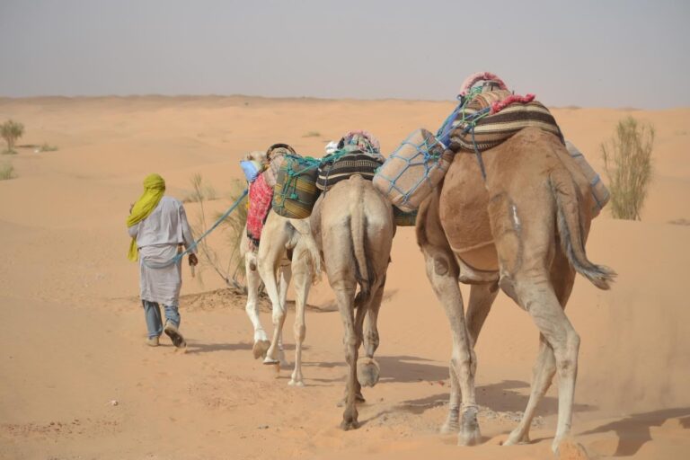 Nous sommes ravis de vous présenter notre circuit et excursion privé dans le Sahara tunisien, une expérience sur-mesure pensée pour les amateurs de dépaysement et d’aventure authentique. Grâce à sudtunisie.com, nous avons conçu un séjour unique qui combine confort, immersion culturelle et découvertes spectaculaires. Dans cet article, nous partageons avec vous tous les détails de ce voyage exceptionnel, afin que vous puissiez, vous aussi, planifier votre propre escapade au cœur du désert. Pourquoi Choisir un Circuit Privé dans le Sahara Tunisien ? Opter pour un circuit privé, c’est la garantie d’un service personnalisé, d’une flexibilité totale et d’une liberté d’action incomparable. Contrairement aux formules “groupe”, notre excursion s’adapte à vos envies : rythme, durée des arrêts, types d’activités… c’est vous qui décidez ! Confort et intimité : voyagez à bord d’un 4×4 ou d’un minibus climatisé, avec un chauffeur-guide dédié. Flexibilité horaire : partez tôt pour un lever de soleil sur les dunes ou préférez une excursion nocturne sous les étoiles. Programme sur-mesure : que vous soyez passionné de photographie, d’histoire ou de randonnée, nous ajustons le parcours à vos centres d’intérêt. Rencontres authentiques : profitez de pauses dans des villages berbères, partagez un thé à la menthe chez l’habitant et découvrez les secrets de la cuisine saharienne. Pour découvrir tous les détails de notre offre, consultez la page dédiée : Circuits désert sud tunisien. Itinéraire Personnalisé : Plongée au Cœur du Désert Nous avons pensé cet itinéraire comme une véritable odyssée, en huit étapes clés, qui vous plonge dans la diversité des paysages du sud tunisien : Départ de Tozeur Nous nous retrouvons à Tozeur, capitale des oasis, connue pour ses palmeraies centenaires et son architecture en briques d’adobe. Après un petit-déjeuner local, nous prenons la route vers l’oued, en traversant palmiers dattiers et petits villages troglodytes. Exploration des oasis de Chebika et Tamerza Ces deux oasis offrent un contraste saisissant entre falaises abruptes, cascades et bassins naturels. Nous profitons d’une balade rafraîchissante à pied, guidés par un local qui nous raconte la légende de l’oasis des Trois Verrous. Étape à Nefta et son souk traditionnel Pause gourmande dans la cité de Nefta, où nous dégustons des pâtisseries à base de dattes et d’amandes, accompagnées d’un café corsé. Le souk coloré regorge d’artisanat : poterie, tissage et broderies berbères. Traversée du Chott El Jerid Cette immense étendue saline, véritable « mer de sel », nous offre un spectacle fascinant : surfaces miroirs, mirages, et, si le temps le permet, la rencontre avec des flamants roses. N’oubliez pas votre appareil photo ! Immersion nomade et bivouac Nous rejoignons un campement traditionnel installé au pied des dunes. Tentes confortables, repas cuisiné sur feu de bois et soirée autour du feu de camp : l’occasion de partager chants et contes sous le ciel étoilé du Sahara. Ascension des dunes et lever de soleil Réveil matinal pour gravir les dunes. Au sommet, le panorama sur l’immensité désertique et les premières lumières de l’aube sont tout simplement magiques. Découverte des villages berbères de Chenini et Douiret Nous terminons la journée par la visite de ces villages perchés, témoignages vivants de l’architecture fortifiée du sud tunisien. Rencontre avec les habitants, échanges culturels et pause photo dans les ruelles pavées. Retour à Tozeur Après un dernier déjeuner dans une maison d’hôtes traditionnelle, nous revenons à Tozeur, riche de souvenirs inoubliables et d’images gravées à jamais dans nos mémoires. Nos Arrêts Coup de Cœur : De Tozeur aux Oasis Cachées Chaque étape de notre circuit recèle des pépites méconnues, loin des itinéraires touristiques classiques. Voici nos trois arrêts coups de cœur : 1. Les Gorges de Midès Moins fréquentées que Chebika, les Gorges de Midès dévoilent des paysages grandioses, avec des parois rocheuses sculptées par l’érosion. Une petite randonnée permet d’accéder à un point de vue extraordinaire sur la vallée. 2. L’oasis de El Faouar Ce havre de paix, situé à l’écart des grands axes, est bordé de palmiers dattiers et de jardins potagers. Nous y dégustons un déjeuner champêtre, préparé par une famille locale, à base de légumes fraîchement récoltés. 3. Le lac salé de Sidi El Heni Un lac qui change de teinte selon l’heure et la météo, passant du rose au bleu profond. L’endroit est idéal pour une séance photo unique et pour observer la faune migratrice en période d’hiver. Chacun de ces sites offre une authenticité qui renforce la magie de notre circuit. Activités Incontournables et Expériences Authentiques Au-delà de la découverte des paysages, notre excursion intègre des activités immersives qui rendent ce voyage réellement unique : Balade à dos de dromadaire Pour vivre le désert comme autrefois, nous proposons une marche au rythme paisible des dromadaires. Sensations garanties ! Atelier de poterie berbère Dans un atelier familial, nous apprenons à façonner l’argile selon les techniques ancestrales, avant de repartir avec notre création en souvenir. Initiation à la cuisine saharienne Sous l’œil attentif d’un chef local, nous préparons le méchoui d’agneau, la mloukhia et la chakchouka d’inspiration nomade. Puis, nous dégustons nos plats autour d’une table conviviale. Soirée astronomie Avec un télescope portable, nous découvrons les constellations et les mythes qui leur sont associés. Le ciel du Sahara, débarrassé de toute pollution lumineuse, offre un spectacle sidérant. Démonstration de musique traditionnelle Au bivouac, des musiciens berbères nous initient aux rythmes envoûtants du guembri et du bendir. Nous essayons nous-mêmes de jouer quelques notes ! Conseils Pratiques pour Préparer Votre Voyage Pour profiter pleinement de votre circuit privé dans le Sahara, voici quelques astuces et recommandations : Équipement Prévoyez des vêtements légers pour la journée et une veste chaude pour les soirées, car la température peut chuter significativement. Des chaussures de randonnée, de la crème solaire, un chapeau et des lunettes de soleil sont indispensables. Santé et sécurité Emportez une trousse de premiers secours basique. Buvez régulièrement et emportez des bouteilles d’eau. Suivez les conseils de votre guide pour les randonnées et l’orientation. Meilleure période Le printemps (avril-mai) et l’automne (septembre-octobre) offrent des températures agréables. L’été peut être très chaud, avec plus de 45 °C dans la journée. Réservation et contact Pour obtenir un devis personnalisé et connaître nos tarifs, contactez-nous ici : Demande de devis désert Sud Tunisie. Nous répondons habituellement en moins de 24 heures et ajustons l’offre selon votre budget et vos préférences. Avis clients Pour vous rassurer, lisez les témoignages de voyageurs sur TripAdvisor : Avis Sud Tunisie sur Tozeur. Vous y trouverez des retours authentiques et des photos partagées par nos clients. Pourquoi Cet Article Va Vous Inspirer Nous avons rédigé ce guide avec passion, pour vous donner envie de vivre une expérience inoubliable dans le Sahara tunisien. Chez nous, chaque détail compte : hébergement confortable, guides locaux expérimentés, menus variés et moments de partage. En choisissant un circuit privé avec sudtunisie.com, vous bénéficiez de notre expertise locale et de notre réseau d’artisans, d’hôtes et de musiciens, pour que chaque instant soit magique. Nous avons conçu cet article comme une plongée immersive, riche en détails pratiques et en anecdotes, afin de vous aider à planifier votre voyage sans stress.