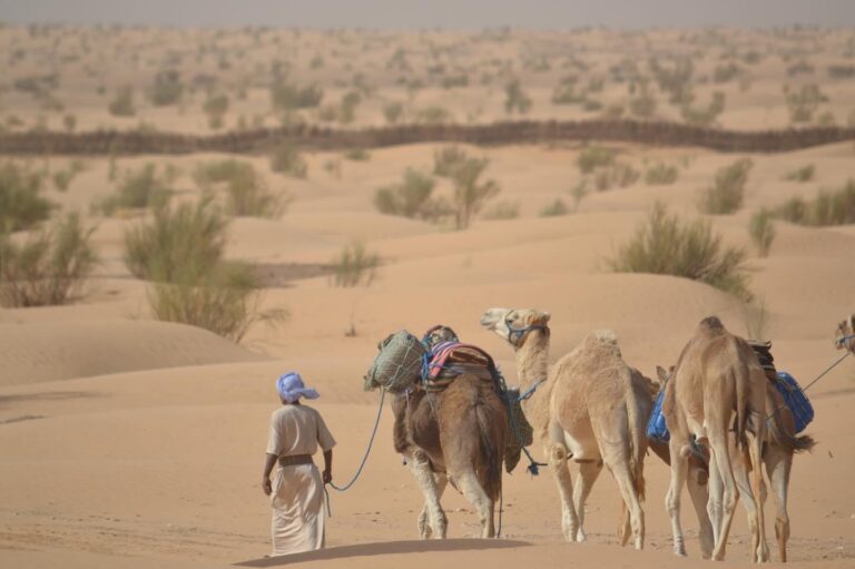 Pourquoi randonner dans le Sud ? Un désert pas comme les autres À première vue, le Sahara tunisien évoque des dunes infinies et un soleil ardent. Pourtant, nous découvrons vite qu’il recèle mille visages : plaines lunaires du Grand Erg Oriental, oasis verdoyantes nichées entre falaises, lacs salés miroitants et ksour perchés qui défient le temps. Randonner ici, c’est renouer avec l’essentiel : le silence, la beauté brute et la chaleur d’un accueil authentique. Chez sudtunisie.com, nous avons donc conçu un ensemble de circuits privés mêlant marche douce, trajets 4×4 et rencontres locales, pour savourer chaque nuance de ce territoire hors normes. Avant même de chausser vos bottes, vous sentirez déjà l’odeur du pain de sable, de la menthe fraîche et du bois d’acacia qui crépite sous les étoiles. Notre concept de circuit privé : liberté, confort et immersion Nous pensons qu’un vrai voyage commence lorsque l’on suit son propre rythme. C’est pourquoi chaque itinéraire est 100 % modulable : vous choisissez la durée, l’allure, les haltes photos, voire le nombre de kilomètres de marche quotidienne. Transport exclusif : 4×4 climatisé, chauffeur-guide francophone, logistique bagages indépendante pour marcher léger. Hébergements variés : nuit sous tente nomade, lodge de charme face au Chott el Jerid, chambre d’hôtes troglodyte à Matmata ou écolodge au pied des dunes rouges de Ksar Ghilane. Cuisine maison : couscous à la gargoulette, méchoui d’agneau au feu de bois, chakchouka aux œufs fermiers… préparée sur place par notre équipe. Flexibilité absolue : séance astro à minuit ? Lever de soleil depuis la crête d’une erg isolée ? Hammam traditionnel à Douz ? Nous intégrons vos envies. Pour découvrir l’éventail complet de nos propositions, faites un saut sur notre page circuits désert, vous y trouverez inspirations et conseils détaillés. Itinéraire détaillé : 7 jours inoubliables entre oasis, dunes et villages berbères Jour 1 — Tozeur, porte des merveilles Nous vous accueillons à Tozeur où palmeraies et façades en briques géométriques composent un décor déjà dépaysant. Après un café maure, cap sur l’oasis de Chebika : cascade, bassin turquoise et senteur de jasmin. Marche tranquille d’une heure avant de rejoindre Tamerza et ses gorges vertigineuses. Dîner sur toit-terrasse face au canyon. Jour 2 — Chott el Jerid & Ksar Ghilane Au petit matin, traversée du Chott : 5 000 km² de sel scintillant, mirages saisissants. Arrêts photos, possible rencontre avec les sauniers. Puis piste saharienne vers Ksar Ghilane, oasis aux eaux thermales. Randonnée chamelière au coucher du soleil : 8 km dans un silence de velours. Bivouac sous tente khaïma, feu de camp et légendes touaregs. Jour 3 — Dunes rouges et fort romain Ascension matinale d’une mer de dunes couleur ocre pour admirer l’erg qui ondule jusqu’en Libye. Visite des ruines du fort Tisavar, témoignage de la présence romaine. Déjeuner méchoui. Après-midi 4×4 vers la “route sans fin” qui mène à Douz. Soirée folklore Mzabi dans une auberge familiale. Jour 4 — Douz, la palmeraie blanche Randonnée palmée : 12 km sous les palmiers dattiers, découverte des canaux d’irrigation et dégustation de deglet nour fraîche. Marché aux dromadaires, ateliers de tissage des tapis klims. Nuit en maison d’hôtes décorée de nattes et poteries. Jour 5 — Montagne & troglodytes de Matmata Route panoramique jusqu’aux crêtes du Dahar : paysages striés, canyons, pitons. Halte dans un village troglodyte où l’on visite un foyer creusé dans l’argile. Balade “balcons du désert” sur sentier muletier. Dîner sous coupole berbère : couscous “sfouf” aux légumes du potager. Jour 6 — Chenini, ksar légendaire Nous accédons à Chenini par un escalier rocheux. Le ksar domine les plaines couleur miel. Rencontre avec l’imam gardien des sept dormants, sieste dans un grenier séculaire réhabilité. Marche douce sur la piste lunaire reliant Douiret : 10 km, ombres longues, silence minéral. Nuit en gîte d’étape, thé à la sauge. Jour 7 — Nefta & retour Réveil en douceur, route vers Nefta, la “Corbeille” d’Algiza. Promenade dans les jardins denses, visite d’une huilerie de palme, dernier déjeuner de brick à l’œuf. Transfert aéroport Tozeur, souvenirs plein la tête et sable dans les chaussures ! Expériences signatures : plus qu’une simple marche Balade astro sous la Voie lactée Grâce à notre télescope portatif, nous décodons les constellations sahariennes. Contes amazighs, chute d’étoiles filantes et silence absolu : moment suspendu. Atelier pain de sable Farine, eau, sel : la pâte est enterrée dans la braise, recouverte de sable brûlant. Quinze minutes plus tard, vous rompez un pain croustillant, servi avec huile d’olive et harissa maison. Cours de percussion berbère Au bivouac, notre musicien vous initie au bendir. Vous repartez avec le rythme du désert dans la peau. Plongée dans l’artisanat Poterie de Sejnane classée UNESCO, tissage de foutas, vannerie en alfa : chaque halte est l’occasion d’acheter directement aux artisans, loin des circuits touristiques traditionnels. Conseils pratiques pour une randonnée sans souci Période idéale : mars-avril et octobre-novembre. Températures comprises entre 18 °C la nuit et 28 °C le jour. Équipement : chaussures de trek montantes, foulard multifonction, veste coupe-vent légère, crème solaire SPF 50, sac à dos 30 L, gourde 1,5 L réutilisable. Forme physique : nos parcours s’adaptent aux marcheurs occasionnels comme aux sportifs. Nous prévoyons toujours un véhicule de soutien pour pallier la fatigue. Santé : pas de vaccination obligatoire. Trousse individuelle : paracétamol, pansements ampoules, antihistaminique, gel hydroalcoolique. Formalités : passeport valable six mois après retour, pas de visa pour la plupart des nationalités européennes. Assurance : une couverture assistance-rapatriement est incluse, mais nous recommandons une extension bagages et annulation. Choisir sudtunisie.com : nos garanties, vos certitudes Expertise terrain Basés à Tozeur depuis 15 ans, nous sillonnons chaque piste avant de la proposer. Nos guides sont formés au secourisme et parlent français, anglais, parfois allemand ou italien. Engagement éco-responsable Nous limitons l’usage de plastiques, favorisons les fournisseurs locaux et soutenons des projets d’irrigation dans deux oasis partenaires. Un euro par voyageur est reversé au fonds Palmeraie durable. Avis clients authentiques Plus de 450 voyageurs ont déjà laissé leur empreinte sur notre page TripAdvisor. Lisez leurs témoignages ici : Sud Tunisie sur TripAdvisor. Transparence totale, photos non retouchées, récits d’aventure touchants. Devis rapide et clair Envie de personnaliser votre trekking ? Nous répondons sous 24 h. Demandez votre devis sur mesure via notre formulaire de contact. Pas de frais cachés, paiement sécurisé, possibilité d’échelonner. FAQ express Combien de kilomètres marche-t-on par jour ? En moyenne 8 à 12 km, adaptables. Faut-il être un trekkeur chevronné ? Non : le véhicule logistique suit à distance. Si vous souhaitez seulement quelques heures de marche et plus de 4×4, c’est faisable. Les repas sont-ils adaptés aux végétariens ? Bien sûr ! Nous proposons couscous aux légumes, tajine œufs-pommes de terre, bricks aux épinards, etc. Existe-t-il des circuits famille ? Oui, dès 6 ans : chasses au trésor dans les dunes, promenade à dos d’âne dans l’oasis et initiation à l’astronomie. Conclusion : votre prochaine grande aventure commence ici Marcher dans le Sahara tunisien, c’est goûter à l’infini, entre dunes dorées, oasis secrètes et ciel piqué d’étoiles. Avec nos circuits privés, vous mêlez confort, rencontres sincères et défis physiques dosés à votre convenance. Nous mettons tout notre savoir-faire et notre passion au service de votre voyage. Alors, prêts à tracer votre propre piste ? Contactez-nous sans tarder et laissons le vent du désert écrire votre histoire.