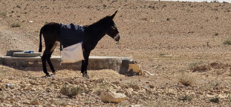 Le désert du Sahara dans le sud tunisien, avec ses dunes d’or qui ondulent à perte de vue, ses oasis rafraîchissantes et ses campements bédouins chargés d’authenticité, fascine les voyageurs en quête de dépaysement total. Nous vous proposons ici un guide complet, pensé comme une conversation autour d’un café, pour préparer votre circuit privé avec SudTunisie.com. Vous y trouverez des itinéraires détaillés, des conseils pratiques et toutes les raisons qui font de cette région l’une des destinations les plus magiques d’Afrique du Nord. Pourquoi choisir un circuit privé dans le Sahara tunisien ? Opter pour un circuit privatif dans le Sahara, c’est avant tout s’offrir la liberté : liberté de rythme, d’itinéraire et d’émerveillement. Nous concevons chaque excursion comme une parenthèse sur mesure où vous êtes aux commandes – et nous, les artisans de vos souvenirs. Flexibilité totale : pause photo au sommet d’une dune, arrêt improvisé pour discuter avec un chamelier, détour par un ksar (grenier fortifié) méconnu… votre guide ajuste le programme à vos envies du moment. Confort personnalisé : véhicule climatisé adapté à la taille de votre groupe, choix du campement (nomade traditionnel ou lodge glamour), menus tenant compte de vos préférences alimentaires. Immersion garantie : en petit comité, les échanges avec les habitants sont plus naturels ; on partage un thé, on écoute un conte autour du feu, on apprend à nouer un chèche pour se protéger du soleil. Envie d’explorer ? Jetez un œil à nos propositions détaillées ici : Découvrez nos circuits désert. Étape 1 : Douz, la “porte du désert” et ses dunes majestueuses Une atmosphère saharienne dès l’arrivée Douz n’usurpe pas son surnom : dès que l’on quitte le palmier de la principale avenue, le bitume cède rapidement la place au sable ocre et au silence ponctué par le pas régulier des dromadaires. Nous aimons commencer nos circuits ici, car la ville dispose d’un marché épicé de dattes « deglet nour », de foulards colorés et de sandales en cuir faites main – parfait pour s’équiper avant l’aventure. Activités immanquables à Douz Balade à dos de dromadaire : laissez-vous bercer par « le vaisseau du désert » lors d’une boucle d’une heure au coucher du soleil. La lumière rose transforme les dunes en vagues de caramel – insta-mosphère garantie ! Buggy ou quad pour les amateurs de sensations : filet de sable derrière les roues, virages serrés, adrénaline et fou-rires. Déjeuner chez l’habitant : couscous bédouin fumant, pain tabouna cuit dans le sable chaud et dattes fraîches gorgées de soleil. Après cette mise en jambe, cap vers l’infini : la piste s’étire vers Ksar Ghilane. Ksar Ghilane : oasis de rêve et sources thermales Nichée au milieu d’un océan de dunes, Ksar Ghilane est l’une des oasis les plus méridionales de Tunisie. Son nom résonne comme une invitation au farniente après les kilomètres de piste. Baignade dans la source chaude naturelle Sous les palmes, une source à 33 °C alimente un bassin où l’on flotte en contemplant le ciel bleu intense. Le contraste entre l’eau tiède et l’air sec du désert est un pur bonheur. Beaucoup de voyageurs y restent plus longtemps que prévu – et on les comprend ! Fort romain de Tisavar : 2 000 ans d’histoire À quelques minutes en 4×4, les ruines du fort romain de Tisavar rappellent la présence de l’empire sur cette frontière saharienne. On grimpe sur les remparts écroulés pour admirer le panorama : dunes à l’infini, montagnes tabulaires et, parfois, un fenec qui passe furtivement. Nuit sous tente ou lodge de luxe ? Nous travaillons avec deux types d’hébergements : Campement nomade traditionnel : tente en laine de chèvre, tapis berbères, ciel constellé. Idéal pour les puristes qui rêvent d’une nuit 100 % saharienne. Ecolodge chic : douches chaudes, lits king-size, terrasse privative. Un confort cinq étoiles sans sacrifier l’ambiance désert. Matmata, ses maisons troglodytes et l’héritage amazigh Sous la croûte terrestre, la fraîcheur À première vue, Matmata semble un plateau aride percé de cratères. Approchez-vous : ce sont les toits des habitations troglodytes, creusées verticalement puis horizontalement pour former des pièces autour d’un patio circulaire. Nous sommes invités à entrer, à partager un thé à la menthe et à discuter de la vie sous terre, fraîche en été, douce en hiver. Star Wars et culture populaire Les cinéphiles reconnaîtront la demeure des Lars, famille adoptive de Luke Skywalker. Nous vous montrerons les décors encore en place et dévoilerons les anecdotes de tournage qui font briller les yeux des petits comme des grands fans. Douz → Ong Jmel : sur les traces de Lawrence d’Arabie Entre Douz et le site d’Ong Jmel (littéralement “le cou de chameau”), la piste serpente entre l’erg (dune) et le reg (plateau caillouteux). Cette portion est un concentré de Sahara : montagnes de sable, mirages à l’horizon et silence presque mystique. Pause photo incontournable sur la crête d’une dune géante où le vent dessine des lignes parfaites. Visite du décor “Mos Espa” laissé par la saga Star Wars : un village tout droit sorti de Tatooine, avec ses coupoles et son marché imaginaire. Expérience authentique : la nuit sous le ciel saharien Rien ne prépare vraiment à la nuit dans le désert : l’obscurité enveloppe, la voie lactée jaillit, et le silence est entrecoupé du crépitement du feu de camp. Voici comment nous orchestrons ce moment inoubliable : Installation du bivouac : tentes montées, tapis disposés, lanternes allumées. Dîner traditionnel : méchoui d’agneau ou tajine aux légumes du marché, préparé lentement dans un “kanoun” (four portatif). Gnaoua live : le rythme hypnotique des krakebs (castagnettes métalliques) et des tambours invite à danser pieds nus dans le sable. Contes et astrophotographie : nos guides racontent les légendes locales tandis qu’un passionné d’étoiles vous aide à capturer la grande ourse sur votre appareil. Conseils pratiques pour un voyage responsable et réussi Préparer sa valise sans faux pas Textiles respirants : lin ou coton, manches longues pour éviter coups de soleil et déshydratation. Chèche ou foulard : indispensable pour se protéger du vent de sable. Crème solaire SPF 50 et lunettes UV400 : le soleil saharien ne plaisante pas. Gourde filtrante : réduisez le plastique, hydratation garantie. Respecter l’environnement fragile Nous croyons à un tourisme durable : règles simples mais essentielles – ne laisser aucune trace, privilégier les produits locaux, respecter la faune (fennec, gerboise, dromadaire) et la flore (tamaris, acacias). Santé et sécurité Vaccins à jour, surtout tétanos et hépatite A. Assurance voyage couvrant activités tout-terrain. Kit basique : pansements, antiseptique, électrolytes. Nos circuits phares : aperçu des durées et points forts Durée Itinéraire Expériences clés Niveau de confort 2 jours / 1 nuit Douz – erg Oriental – campement fixe Balade dromadaire, coucher de soleil, dîner sous étoiles Campement nomade ★★☆☆☆ 3 jours / 2 nuits Douz – Ksar Ghilane – Matmata Source thermale, fort romain, nuit troglodyte Mix campement & guesthouse ★★★☆☆ 5 jours / 4 nuits Douz – Ksar Ghilane – Chenini – Tataouine – Ong Jmel Oasis, ksours berbères, décor cinéma, bivouac mobile Bivouac mobile ★★★★☆ 7 jours / 6 nuits Grand erg Oriental – Parc national de Jbil – Tozeur Trek itinérant, faune saharienne, palmeraies de Tozeur Bivouac premium ★★★★★ Chaque programme est ajustable : ajoutez une demi-journée de quad, remplacez une nuit en bivouac par un lodge, intégrez un atelier de poterie à Sejnane ou une séance de bien-être au hammam. Il suffit de nous en parler ! Réserver son aventure : un process simple et humain Premier contact : via le formulaire “devis désert” où vous précisez dates, nombre de voyageurs, envies. Proposition détaillée sous 48 h avec itinéraire, tarif transparent et options. Échanges illimités jusqu’à validation : on affine les activités, on ajuste le pacing. Confirmation : acompte sécurisé, remise du roadbook et check-list équipements. Départ ! Nous vous accueillons à l’aéroport ou à votre hôtel à Djerba ou Tozeur. Prêts à tracer vos futures traces de pas dans le sable ? Demandez votre devis gratuit. Ils en parlent mieux que nous : avis voyageurs Nos circuits ne laissent personne indifférent. Que vous rêviez d’une escapade romantique, d’un “team-building” corporate ou d’une aventure en famille, les témoignages convergent : authenticité, bienveillance, logistique impeccable. « Une expérience gravée à vie ! Organisation au top, guides passionnés, cuisine délicieuse sous les étoiles. » – Claire & Julien, avril 2025 « Nous étions un groupe de dix amis ; tout a été personnalisé, même un gâteau d’anniversaire dans le désert ! » – Samir, octobre 2024 Découvrez d’autres avis certifiés sur notre page TripAdvisor : Avis sur Sud Tunisie. FAQ rapidos pour boucler la valise Quand partir ? La meilleure fenêtre s’étend d’octobre à avril : températures agréables (20-28 °C le jour, 5-15 °C la nuit). Évitez l’été si vous craignez la chaleur extrême. Faut-il un visa ? Pour la plupart des nationalités européennes, pas de visa pour les séjours < 90 jours. Passeport valable six mois après l’entrée. Peut-on voyager avec des enfants ? Oui ! Nous adaptons les distances et prévoyons des activités ludiques (chasse au trésor, fabrication de pain de sable). Signal réseau ? 4G présente dans les zones habitées, quasi inexistante en plein erg. Déconnexion garantie – prévoir téléchargements offline. Conclusion : l’appel irrésistible des dunes Le Sahara sud tunisien n’est pas qu’un décor de carte postale : c’est une mosaïque de rencontres humaines, de traditions millénaires et de paysages saisissants. En choisissant un circuit privé avec nous, vous transformez un simple voyage en odyssée personnelle, écrite au gré de vos émotions. Nous mettons notre expertise locale, notre réseau d’artisans et notre sens du détail au service d’une aventure unique, loin des sentiers battus. Prêts à sentir le sable glisser entre vos doigts ? Nous sommes là, 7 jours / 7, pour répondre à vos questions et dessiner votre itinéraire sur mesure.