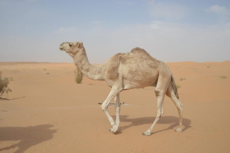 Voyager entre la France et la Tunisie ne devrait jamais être synonyme de stress. Entre les horaires de vol qui bougent, les bagages qui s’accumulent et les embouteillages au départ des grandes villes, on peut vite perdre du temps et de l’énergie. Notre navette privée internationale fait exactement l’inverse : elle simplifie, fluidifie et sécurise vos trajets Paris ↔ Tunis, Marseille ↔ Tunis, Nice ↔ Tunis et Nantes ↔ Tunis. Nous assurons des transferts porte-à-porte, sur mesure, à l’heure, avec suivi de vol et assistance bagages, pour que vous gardiez l’esprit libre du départ jusqu’à l’arrivée. Nous connaissons parfaitement les réalités du corridor France–Tunisie : vols tôt le matin, retours tardifs, déplacements en famille, besoins spécifiques pour seniors, enfants ou voyageurs d’affaires. Notre promesse est simple : confort, ponctualité et tranquillité, sans compromis. Pourquoi choisir notre navette privée internationale vers Tunis ? Choisir une navette privée n’est pas un luxe inutile, c’est un gain de temps et d’efficacité. Voici ce qui fait la différence au quotidien : Porte-à-porte sans rupture de charge : domicile, hôtel, bureau ou gare ; nous venons vous chercher là où vous êtes et nous vous déposons exactement là où vous devez être à Tunis-Carthage (ou au port de La Goulette selon votre itinéraire). Suivi de vol en temps réel : retards ou avances, nous nous adaptons pour éviter les attentes inutiles. Chauffeurs professionnels : accueil personnalisé, conduite souple, connaissance fine des axes A1/A6/A7/A8, contournements des zones denses et accès prioritaires aux terminaux. Bagages & équipements spéciaux : valises volumineuses, cartons, poussettes, sièges auto, équipements sportifs, nous organisons le bon gabarit de véhicule à l’avance. Discrétion et sécurité : véhicules récents, entretien rigoureux, assurance à jour, suivi d’itinéraire. Tarification claire : devis détaillé avant départ, sans surprises. Service 24/7 : départs de nuit, ponts, jours fériés ; nous couvrons vos impératifs. Notre rôle, c’est de vous simplifier la vie. Vous descendez de l’avion, vous êtes pris en charge, et vous filez sans vous soucier du reste. Navette Paris ↔ Tunis : transferts CDG, Orly et Beauvais Au départ de Paris et de l’Île-de-France (75/92/93/94/95/77/78/91), nous gérons vos trajets vers CDG, Orly ou Beauvais selon votre compagnie et vos horaires. Côté Tunis, nous assurons votre continuité jusqu’à Tunis-Carthage ou toute autre destination dans le Grand Tunis. Avant le départ : confirmation de l’adresse exacte, porte-code, volume bagages, nombre de passagers, éventuels sièges enfants (que nous pouvons fournir sur demande). Pendant le trajet : itinéraire optimisé selon le trafic (A1/A3/A86), marge horaire suffisante pour enregistrement et formalités. À l’arrivée : accueil au point de rendez-vous (pancarte nominative si souhaitée), aide bagages, orientation rapide vers la zone d’enregistrement ou de sortie. Nous savons que Paris peut basculer en saturation de trafic en quelques minutes ; c’est pour cela que nous ajustons nos marges dynamiquement et anticipons, afin de sécuriser votre heure limite d’enregistrement. Navette Marseille ↔ Tunis : aéroport et port (La Goulette) Marseille est un point d’accès clé vers la Tunisie, avec des passagers qui combinent parfois avion et ferry. Nous couvrons : Aéroport Marseille-Provence (MRS) : prise en charge sur tout le grand périmètre marseillais, Aix-en-Provence, Vitrolles, Aubagne et communes voisines. Vers le port : si vous poursuivez en ferry vers La Goulette, nous gérons votre dépôt en zone d’embarquement et, côté Tunis, nous assurons la continuité port → domicile/hôtel. Bagages volumineux : nous pré-positionnons des minivans (5 à 8 passagers) si vous partez en famille ou avec beaucoup d’effets personnels. Le plus ? Notre connaissance fine des créneaux d’affluence nous permet d’éviter les files et de vous déposer au plus près, sans prise de tête. Navette Nice ↔ Tunis : aéroport Nice Côte d’Azur Entre Nice et Tunis, les départs matinaux et les retours tardifs sont fréquents. Nous couvrons Nice, Cannes, Antibes, Monaco, Menton, ainsi que les communes de l’arrière-pays. Ramassage multi-adresses : si vous voyagez en groupe (amis, famille), nous organisons une tournée optimisée pour que tout le monde arrive à l’heure. Confort estival : climatisation calibrée pour les fortes chaleurs, pauses prévues si besoin pour les enfants ou les seniors. Gestion haute saison : lors des périodes d’affluence sur la Promenade des Anglais et l’A8, nous anticipons les contournements pour éviter les bouchons et garder votre timing. Navette Nantes ↔ Tunis : souplesse et correspondances Depuis Nantes et sa métropole, nous assurons votre transfert domicile ↔ aéroport avec une marge horaire stratégique. Selon la saison et votre compagnie, vous pouvez voyager en vol direct ou en correspondance ; dans les deux cas, nous ajustons le timing de prise en charge pour sécuriser vos connexions. Quartiers et communes desservis : Nantes-centre, Rezé, Saint-Herblain, Orvault, Carquefou, Vertou, et toutes les communes de la métropole. Groupes & familles : solutions minibus, remorques bagages si nécessaire, sièges enfants sur demande. Retour : suivi de vol inclus pour que votre chauffeur vous attende même en cas de décalage. Comment se déroule un transfert ? Notre méthode en 5 étapes Devis clair et rapide : vous nous indiquez la date, l’adresse, le nombre de passagers et les bagages. Nous vous répondons avec un prix ferme et la configuration de véhicule la plus adaptée. Confirmation & briefing : nous validons les horaires, les points GPS, les codes d’accès, la présence éventuelle de sièges bébé, poussettes, chaises roulantes pliables. Prise en charge : chauffeur en avance opérationnelle, aide aux bagages, vérification des documents (passeports, billets, autorisations pour mineurs si besoin). Trajet optimisé : itinéraire en fonction du trafic live, pauses si nécessaire, eau à bord, conduite régulière pour préserver le confort. Arrivée et assistance : dépôt au terminal exact, aide aux chariots, repérage rapide des comptoirs d’enregistrement ou de la sortie côté arrivée. Vous souhaitez encore plus de fluidité ? Nous pouvons pré-enregistrer certaines demandes et mémoriser vos préférences (siège préféré, type de musique, silence, température cabine). Nos véhicules : confort, capacité et sobriété Selon votre groupe et vos besoins, nous alignons la bonne flotte : Berlines confort (1–3 passagers) : idéales pour les voyageurs d’affaires ou les départs solo. SUV & Monospaces (1–5 passagers) : espace bagages supérieur et position assise plus haute, très appréciée par les familles. Minivans & Minibus (5–8+ passagers) : parfaits pour les familles élargies, les équipes sportives ou les groupes d’amis. Options à la carte : Wi-Fi, bouteille d’eau, recharges USB, siège enfant (sur demande), rampe portable pour fauteuils roulants pliables (nous validerons la compatibilité à l’avance). Tous nos véhicules font l’objet d’un entretien suivi et d’un nettoyage approfondi, parce que le confort passe aussi par l’hygiène intérieure et la qualité de l’air à bord. Tarifs et devis : transparents, sans mauvaise surprise Nos tarifs tiennent compte de la distance, du type de véhicule, du créneau horaire (nuit, fériés), des points d’arrêt éventuels et du volume de bagages. Pas de frais cachés : vous recevez un devis clair avant de valider. Pour connaître votre prix exact, demandez un devis personnalisé en quelques secondes via notre page dédiée : demande de devis — transfert & navette France ↔ Tunis . Astuce : plus vous anticipez, plus nous avons de latitude pour vous proposer le véhicule idéal et des créneaux au meilleur rapport qualité-prix. Bagages, documents et équipements spéciaux : on gère Bagages standards : nous pré-voyons la capacité coffre pour éviter tout stress le jour J. Objets encombrants : TV, vélos, instruments, cartons ; signalez-les à l’avance pour que nous affectons un véhicule compatible. Documents : vérifiez passeports, visas, autorisations de sortie du territoire pour mineurs (si concerné) — nous pouvons vous transmettre une check-list pratique avant le départ. Animaux de compagnie : acceptés sous conditions (transport sécurisé, cage homologuée). Informez-nous pour validation logistique. Aller plus loin en Tunisie : extensions désert, oasis et plages Beaucoup de voyageurs combinent leur transfert France ↔ Tunis avec quelques jours d’exploration en Tunisie. C’est une excellente idée ! Nous organisons vos extensions : Tunis-Carthage, Carthage, Sidi Bou Saïd, Hammamet, Kairouan, Douz, Tozeur, Chebika, Tamerza, Matmata… Pour un aperçu complet de nos circuits désert et Sahara, découvrez notre page : circuits désert Tunisie — sudtunisie.com . Vous y trouverez des itinéraires taillés sur mesure, du 2 jours/1 nuit à des road-trips plus immersifs. Navettes multi-villes et correspondances intelligentes Vous partez de Nantes mais vos amis sont à Paris ? Vous atterrissez à Marseille et repartez en ferry ? Nous savons composer des itinéraires multi-adresses et multi-segments : Tournées de ramassage coordonnées, avec créneaux horodatés. Correspondances (avion ↔ ferry, avion ↔ train) sécurisées, avec marges adaptées. Transferts inter-villes : si nécessaire, nous assurons votre Nantes → Paris ou Nice → Marseille avant votre vol pour Tunis. Résultat : zéro prise de tête, vous restez concentré sur l’essentiel. Engagement qualité : réactivité, fiabilité, avis clients Notre dispositif repose sur trois piliers : réactivité, fiabilité et écoute. Nous préférons une communication simple et directe : un interlocuteur, des confirmations écrites, un suivi clair. Vous souhaitez un regard extérieur ? Consultez les avis vérifiés : lire les avis sur TripAdvisor . FAQ — Navette Paris, Marseille, Nice, Nantes vers Tunis Quels aéroports desservez-vous ? Nous couvrons CDG, Orly, Beauvais, Marseille-Provence, Nice Côte d’Azur et Nantes Atlantique. Côté Tunisie, nous assurons l’arrivée ou le départ vers Tunis-Carthage, ainsi que la continuité vers le port de La Goulette si vous prenez le ferry. Comment se passe l’accueil à l’aéroport ? Votre chauffeur vous attend au point de rencontre convenu, souvent à la sortie de la zone Arrivées, avec pancarte nominative si vous le souhaitez. Il vous aide pour les bagages et vous accompagne jusqu’au véhicule. Et si mon vol est en retard ? Nous suivons votre vol en temps réel. Si l’avion arrive plus tôt ou plus tard, nous ajustons la prise en charge pour éviter toute attente inutile. Puis-je voyager avec beaucoup de bagages ? Oui. Dites-nous le volume (valises, cartons, objets encombrants), nous dépêchons la bonne capacité (SUV, minivan, minibus) pour voyager confortablement et en sécurité. Faites-vous des sièges enfants ? Sur demande, oui. Signalez l’âge et le poids des enfants, nous installons siège bébé, réhausseur ou coque aux normes. Accompagnez-vous les voyageurs seniors ? Bien sûr. Aide à la marche, bagages, pauses supplémentaires ; nous adaptons le rythme et l’assise. Nous pouvons également coordonner avec un proche par téléphone si nécessaire. Proposez-vous des navettes de nuit ? Oui, 24/7. Les marges horaires sont ajustées pour limiter les risques (travaux de nuit, fermetures partielles de voies). Le prix peut varier en fonction du créneau. Est-ce que vous faites les correspondances ferry ? Oui. Nous planifions vos accès portuaires et la continuité jusqu’à La Goulette, puis votre dépôt à Tunis (hôtel, domicile). Comment obtenir un prix exact ? Rien de plus simple : remplissez votre demande de devis avec les adresses, dates, passagers et bagages. Vous recevez un tarif clair, sans frais cachés. Pouvez-vous combiner navette + circuits en Tunisie ? Oui, et c’est même notre spécialité. Nous organisons à la suite de votre vol des circuits désert (Douz, Tozeur, Chebika, Tamerza, Matmata, etc.) : voyez nos propositions ici : circuits désert Tunisie . Exemples de scénarios réussis (vous allez vous reconnaître) Famille de 6 depuis Nantes : un seul minivan avec sièges enfants, ramassage à trois adresses, dépôt à Nantes Atlantique, marge confortable, vol du matin pour Tunis-Carthage, transfert retour planifié dès la réservation. Couple depuis Nice : départ très matinal, chauffeur en avance, dépôt au plus près du terminal, à l’arrivée à Tunis, prise en charge immédiate pour un city-break et un départ le lendemain pour le Sahara. Voyageur d’affaires Paris : prise en charge au bureau (La Défense), calage sur les réunions, arrivée à CDG à l’heure, Wi-Fi à bord pour finaliser la présentation, suivi de vol au retour, zéro friction. Groupe Marseille : transfert domicile → aéroport, ensuite aéroport → port pour enchaîner sur un ferry ; côté Tunis, continuité vers La Marsa en fin de journée. Dans chaque cas, le timing et la logistique sont coordonnés en amont pour éviter les imprévus. Réserver maintenant votre navette France ↔ Tunis Prêt à voyager sans stress ? Demandez votre prix personnalisé en ligne : demande de devis — sudtunisie.com . Envie de continuer l’aventure en Tunisie ? Explorez nos circuits désert et combinez navette + expérience saharienne en un seul dossier. Avant de vous décider, jetez un œil à ce que disent nos voyageurs : avis TripAdvisor — Sud Tunisie . En deux mots Avec notre navette privée internationale entre Paris, Marseille, Nice, Nantes et Tunis, vous gagnez temps, confort et sérénité. Nous pilotons la logistique, vous gardez l’esprit léger. Qu’il s’agisse d’un départ solo, d’un voyage en famille ou d’un déplacement pro, nous personnalisons chaque détail : véhicule adapté, timing intelligent, bagages maîtrisés et suivi de vol. Et si vous voulez prolonger le plaisir, cap sur le désert tunisien : on s’occupe de tout, du tarmac aux dunes.