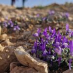 Partir en circuit dans le sud tunisien est une expérience inoubliable qui combine authenticité, dépaysement et aventure au cœur du désert du Sahara. Chez sudtunisie.com, nous mettons en avant des itinéraires soigneusement élaborés, qui permettent de découvrir la richesse culturelle, les paysages époustouflants et l’accueil chaleureux des habitants. Le voyage dans le sud de la Tunisie ne se résume pas seulement à des dunes et à des chameaux : il s’agit d’une immersion totale dans un univers unique où traditions et nature se rencontrent. Pourquoi choisir un circuit dans le sud tunisien ? Le sud de la Tunisie est une région fascinante qui séduit les voyageurs en quête d’authenticité. Contrairement aux destinations balnéaires classiques, ici, chaque étape est une véritable aventure. Imaginez des villages troglodytiques à Matmata, des ksour millénaires à Tataouine, des palmeraies luxuriantes à Tozeur et, bien sûr, les dunes dorées de Douz et Ksar Ghilane. Un circuit dans le sud tunisien, c’est aussi l’opportunité de vivre un moment hors du temps. Les soirées autour du feu de camp sous un ciel étoilé, les randonnées à dos de dromadaire, ou encore les balades en 4x4 à travers les pistes désertiques créent des souvenirs impérissables. Grâce à nos guides passionnés et expérimentés, chaque excursion devient une histoire à raconter. Pour en savoir plus sur nos circuits, consultez notre page dédiée : circuits désert en Tunisie. Les étapes incontournables d’un circuit Sahara en Tunisie Tozeur et ses oasis majestueuses Votre aventure débute souvent à Tozeur, porte d’entrée du désert. Réputée pour sa médina en briques ocre et ses immenses oasis de palmiers, Tozeur est également connue pour ses décorations traditionnelles et son musée Dar Cheraït. C’est un lieu idéal pour découvrir le charme authentique de la région avant de s’enfoncer plus loin dans le Sahara. Douz, la porte du désert Surnommée la “porte du Sahara”, Douz est célèbre pour son marché aux dromadaires et son atmosphère bédouine. Ici, on peut participer à des randonnées en méharée, monter à dos de dromadaire ou profiter d’une excursion en quad pour parcourir les dunes. C’est un passage obligé pour ressentir la véritable ambiance saharienne. Ksar Ghilane et ses sources d’eau chaude Au milieu du désert s’étend l’oasis de Ksar Ghilane, réputée pour son bassin naturel d’eau chaude. Après une journée dans les dunes, se baigner dans cette source est un moment magique. Les campements sahariens installés dans cette région offrent des nuits authentiques sous tentes berbères, avec des repas traditionnels et des spectacles autour du feu. Tataouine et les ksour berbères La région de Tataouine est un véritable musée à ciel ouvert. Ses ksour – anciens greniers fortifiés – témoignent d’une histoire riche et captivante. Certains paysages ont même servi de décor à des films cultes comme Star Wars. Tataouine est une étape culturelle incontournable pour comprendre le patrimoine berbère et l’ingéniosité des anciens habitants. Matmata et ses maisons troglodytes À Matmata, les habitations creusées dans la roche surprennent par leur originalité. Ces maisons troglodytiques sont encore habitées et offrent aux visiteurs une immersion unique dans le mode de vie traditionnel berbère. C’est également une expérience architecturale impressionnante, où l’on comprend comment les habitants s’adaptaient aux fortes chaleurs du désert. Des activités variées pour une immersion totale Un circuit avec sudtunisie.com ne se limite pas à des visites. Nous proposons des activités variées qui s’adaptent à tous les profils : Randonnées en dromadaire pour une expérience saharienne authentique. Balades en quad ou en 4x4 pour les amateurs de sensations fortes. Dîners traditionnels sous tente berbère avec musique et danse locales. Observation des étoiles dans l’un des ciels les plus purs au monde. Rencontres avec les habitants pour partager leur culture et leur hospitalité. Ces activités permettent de transformer un simple voyage en une aventure humaine, culturelle et sensorielle. Quand partir en circuit Sahara ? La meilleure période pour découvrir le sud tunisien et le Sahara s’étend d’octobre à avril. Durant ces mois, les températures sont agréables et permettent de profiter pleinement des excursions. En été, la chaleur peut être intense, ce qui rend les randonnées plus difficiles. Cependant, chaque saison a son charme. L’hiver offre des nuits fraîches idéales pour profiter d’un ciel étoilé, tandis que le printemps fait éclore les oasis et donne un contraste saisissant avec l’aridité du désert. Pourquoi choisir sudtunisie.com pour votre excursion Sahara ? Nous sommes spécialisés dans l’organisation de circuits personnalisés dans le sud de la Tunisie. Notre objectif est de proposer bien plus qu’un simple voyage : une véritable immersion culturelle et humaine. Grâce à notre équipe locale et à nos partenaires, nous assurons un encadrement professionnel, une sécurité optimale et un confort adapté à vos besoins. Que vous voyagiez en famille, entre amis ou en couple, nous adaptons nos circuits pour répondre à vos attentes. Chaque itinéraire peut être personnalisé, du choix des hébergements aux activités proposées. Vous pouvez d’ailleurs demander un devis gratuit et sans engagement ici : demande de devis voyage désert Tunisie. Avis des voyageurs et expériences partagées Rien ne vaut le témoignage de ceux qui ont déjà vécu l’expérience. Les voyageurs qui ont choisi sudtunisie.com soulignent la qualité de l’organisation, l’authenticité des rencontres et la beauté des paysages traversés. Certains racontent leur émerveillement face au lever de soleil sur les dunes de Douz, d’autres gardent en mémoire une soirée autour du feu à Ksar Ghilane. L’accueil chaleureux des guides et la richesse des découvertes reviennent souvent dans les avis. Pour consulter les retours et partager votre propre expérience, rendez-vous sur Tripadvisor – Sud Tunisie. Conclusion : un voyage inoubliable au cœur du Sahara tunisien Un circuit sud tunisien et excursion Sahara n’est pas un simple voyage touristique. C’est une aventure humaine, une plongée dans un univers fascinant où chaque paysage, chaque rencontre et chaque instant devient un souvenir précieux. Avec sudtunisie.com, vous êtes assurés de profiter d’une organisation professionnelle, d’itinéraires authentiques et de moments uniques. Que vous rêviez de dormir sous les étoiles, de traverser les dunes à dos de dromadaire ou de découvrir des villages chargés d’histoire, le désert tunisien vous attend pour vous offrir le meilleur de lui-même.