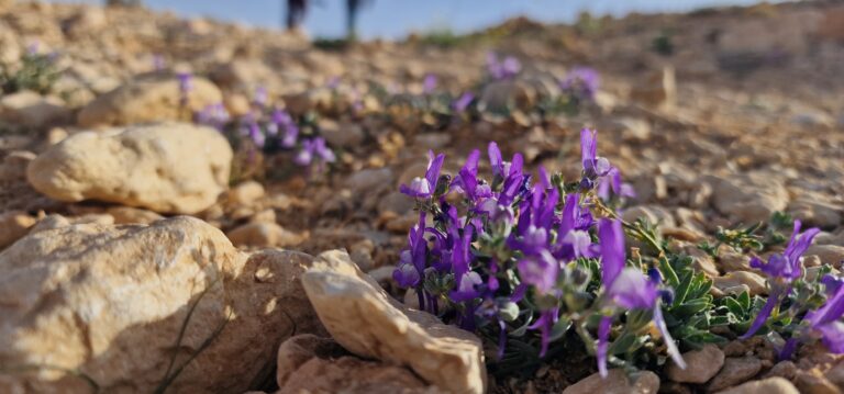 Partir en circuit dans le sud tunisien est une expérience inoubliable qui combine authenticité, dépaysement et aventure au cœur du désert du Sahara. Chez sudtunisie.com, nous mettons en avant des itinéraires soigneusement élaborés, qui permettent de découvrir la richesse culturelle, les paysages époustouflants et l’accueil chaleureux des habitants. Le voyage dans le sud de la Tunisie ne se résume pas seulement à des dunes et à des chameaux : il s’agit d’une immersion totale dans un univers unique où traditions et nature se rencontrent. Pourquoi choisir un circuit dans le sud tunisien ? Le sud de la Tunisie est une région fascinante qui séduit les voyageurs en quête d’authenticité. Contrairement aux destinations balnéaires classiques, ici, chaque étape est une véritable aventure. Imaginez des villages troglodytiques à Matmata, des ksour millénaires à Tataouine, des palmeraies luxuriantes à Tozeur et, bien sûr, les dunes dorées de Douz et Ksar Ghilane. Un circuit dans le sud tunisien, c’est aussi l’opportunité de vivre un moment hors du temps. Les soirées autour du feu de camp sous un ciel étoilé, les randonnées à dos de dromadaire, ou encore les balades en 4x4 à travers les pistes désertiques créent des souvenirs impérissables. Grâce à nos guides passionnés et expérimentés, chaque excursion devient une histoire à raconter. Pour en savoir plus sur nos circuits, consultez notre page dédiée : circuits désert en Tunisie. Les étapes incontournables d’un circuit Sahara en Tunisie Tozeur et ses oasis majestueuses Votre aventure débute souvent à Tozeur, porte d’entrée du désert. Réputée pour sa médina en briques ocre et ses immenses oasis de palmiers, Tozeur est également connue pour ses décorations traditionnelles et son musée Dar Cheraït. C’est un lieu idéal pour découvrir le charme authentique de la région avant de s’enfoncer plus loin dans le Sahara. Douz, la porte du désert Surnommée la “porte du Sahara”, Douz est célèbre pour son marché aux dromadaires et son atmosphère bédouine. Ici, on peut participer à des randonnées en méharée, monter à dos de dromadaire ou profiter d’une excursion en quad pour parcourir les dunes. C’est un passage obligé pour ressentir la véritable ambiance saharienne. Ksar Ghilane et ses sources d’eau chaude Au milieu du désert s’étend l’oasis de Ksar Ghilane, réputée pour son bassin naturel d’eau chaude. Après une journée dans les dunes, se baigner dans cette source est un moment magique. Les campements sahariens installés dans cette région offrent des nuits authentiques sous tentes berbères, avec des repas traditionnels et des spectacles autour du feu. Tataouine et les ksour berbères La région de Tataouine est un véritable musée à ciel ouvert. Ses ksour – anciens greniers fortifiés – témoignent d’une histoire riche et captivante. Certains paysages ont même servi de décor à des films cultes comme Star Wars. Tataouine est une étape culturelle incontournable pour comprendre le patrimoine berbère et l’ingéniosité des anciens habitants. Matmata et ses maisons troglodytes À Matmata, les habitations creusées dans la roche surprennent par leur originalité. Ces maisons troglodytiques sont encore habitées et offrent aux visiteurs une immersion unique dans le mode de vie traditionnel berbère. C’est également une expérience architecturale impressionnante, où l’on comprend comment les habitants s’adaptaient aux fortes chaleurs du désert. Des activités variées pour une immersion totale Un circuit avec sudtunisie.com ne se limite pas à des visites. Nous proposons des activités variées qui s’adaptent à tous les profils : Randonnées en dromadaire pour une expérience saharienne authentique. Balades en quad ou en 4x4 pour les amateurs de sensations fortes. Dîners traditionnels sous tente berbère avec musique et danse locales. Observation des étoiles dans l’un des ciels les plus purs au monde. Rencontres avec les habitants pour partager leur culture et leur hospitalité. Ces activités permettent de transformer un simple voyage en une aventure humaine, culturelle et sensorielle. Quand partir en circuit Sahara ? La meilleure période pour découvrir le sud tunisien et le Sahara s’étend d’octobre à avril. Durant ces mois, les températures sont agréables et permettent de profiter pleinement des excursions. En été, la chaleur peut être intense, ce qui rend les randonnées plus difficiles. Cependant, chaque saison a son charme. L’hiver offre des nuits fraîches idéales pour profiter d’un ciel étoilé, tandis que le printemps fait éclore les oasis et donne un contraste saisissant avec l’aridité du désert. Pourquoi choisir sudtunisie.com pour votre excursion Sahara ? Nous sommes spécialisés dans l’organisation de circuits personnalisés dans le sud de la Tunisie. Notre objectif est de proposer bien plus qu’un simple voyage : une véritable immersion culturelle et humaine. Grâce à notre équipe locale et à nos partenaires, nous assurons un encadrement professionnel, une sécurité optimale et un confort adapté à vos besoins. Que vous voyagiez en famille, entre amis ou en couple, nous adaptons nos circuits pour répondre à vos attentes. Chaque itinéraire peut être personnalisé, du choix des hébergements aux activités proposées. Vous pouvez d’ailleurs demander un devis gratuit et sans engagement ici : demande de devis voyage désert Tunisie. Avis des voyageurs et expériences partagées Rien ne vaut le témoignage de ceux qui ont déjà vécu l’expérience. Les voyageurs qui ont choisi sudtunisie.com soulignent la qualité de l’organisation, l’authenticité des rencontres et la beauté des paysages traversés. Certains racontent leur émerveillement face au lever de soleil sur les dunes de Douz, d’autres gardent en mémoire une soirée autour du feu à Ksar Ghilane. L’accueil chaleureux des guides et la richesse des découvertes reviennent souvent dans les avis. Pour consulter les retours et partager votre propre expérience, rendez-vous sur Tripadvisor – Sud Tunisie. Conclusion : un voyage inoubliable au cœur du Sahara tunisien Un circuit sud tunisien et excursion Sahara n’est pas un simple voyage touristique. C’est une aventure humaine, une plongée dans un univers fascinant où chaque paysage, chaque rencontre et chaque instant devient un souvenir précieux. Avec sudtunisie.com, vous êtes assurés de profiter d’une organisation professionnelle, d’itinéraires authentiques et de moments uniques. Que vous rêviez de dormir sous les étoiles, de traverser les dunes à dos de dromadaire ou de découvrir des villages chargés d’histoire, le désert tunisien vous attend pour vous offrir le meilleur de lui-même.