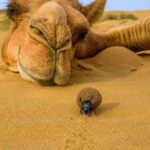 Le Sud tunisien est une invitation au voyage, une terre où se mêlent désert, palmeraies, montagnes et traditions séculaires. Chez sudtunisie.com, nous proposons des circuits soigneusement pensés pour vous faire vivre une immersion totale au cœur du Sahara. Loin des clichés, chaque étape est une rencontre avec l’authenticité, le patrimoine et la beauté naturelle d’une région exceptionnelle. Un circuit au Sud tunisien : à la découverte de paysages uniques Le Sud de la Tunisie n’est pas seulement une porte vers le Sahara, c’est un véritable livre ouvert sur l’histoire et la nature. Nos circuits débutent souvent par Douz, surnommée la "porte du désert". Ici, les dunes s’étendent à perte de vue, et les caravanes de dromadaires rappellent les anciennes routes des nomades. En poursuivant vers Tozeur, vous découvrirez la magie des oasis, avec leurs milliers de palmiers-dattiers qui apportent fraîcheur et vie au cœur de l’aridité. Cette ville est également connue pour sa médina et ses maisons en briques ocre, témoins d’une architecture locale singulière. Le circuit inclut aussi Matmata, célèbre pour ses habitations troglodytiques creusées dans la roche. Ces demeures souterraines, autrefois refuges contre la chaleur, sont aujourd’hui un symbole incontournable du patrimoine berbère. Et bien sûr, une excursion au Sahara ne serait pas complète sans explorer Tataouine, terre des ksour et des villages fortifiés, véritables châteaux du désert qui servaient autrefois de greniers collectifs. Excursion Sahara : immersion dans le désert tunisien Une excursion dans le Sahara est avant tout une expérience sensorielle. Avec sudtunisie.com, nous vous emmenons au plus près des paysages emblématiques : dunes dorées, couchers de soleil flamboyants, ciels étoilés d’une pureté rare. Nos circuits incluent : Balades à dos de dromadaire, pour revivre l’esprit des anciennes caravanes. Nuits en bivouac sous tente, au milieu des dunes, accompagnées de veillées autour du feu et de musique traditionnelle. Randonnées en 4x4, qui permettent d’accéder à des sites reculés comme le lac salé de Chott El Jerid, miroir naturel reflétant le ciel à perte de vue. Découvertes culturelles, avec des rencontres dans des villages authentiques où hospitalité et générosité sont au rendez-vous. Ce voyage n’est pas seulement une excursion touristique, mais une véritable plongée dans un univers hors du temps. Les incontournables d’un circuit sud tunisien réussi Pour que votre expérience soit complète, nous veillons à inclure dans nos itinéraires les sites les plus marquants : Chebika, Tamerza et Midès : trois oasis de montagne où cascades, gorges et palmeraies offrent des paysages spectaculaires. Douz : point de départ idéal pour une randonnée dans les dunes du Sahara. Ksar Ouled Soltane à Tataouine : un ancien grenier collectif devenu une icône architecturale. Matmata : immersion dans la culture berbère à travers ses habitations troglodytiques. Chott El Jerid : un lac salé immense qui se transforme en miroir magique au lever et au coucher du soleil. Ces étapes permettent d’allier découvertes naturelles, patrimoine culturel et expériences humaines inoubliables. Pourquoi choisir sudtunisie.com pour votre voyage dans le Sahara ? Nous mettons un point d’honneur à offrir des circuits personnalisés et authentiques. Notre objectif est de vous faire vivre bien plus qu’un simple voyage, mais une immersion totale dans l’âme du Sud tunisien. Voici pourquoi tant de voyageurs nous font confiance : Expertise locale : nos guides connaissent chaque recoin du désert et partagent avec passion leurs connaissances. Authenticité : nous travaillons avec des habitants et des partenaires locaux pour garantir une expérience vraie et respectueuse des traditions. Confort et sécurité : que vous voyagiez en couple, en famille ou en groupe, nos circuits sont conçus pour allier confort et aventure. Flexibilité : chaque itinéraire peut être adapté selon vos envies, que vous souhaitiez plus de randonnée, de découverte culturelle ou de détente. Pour découvrir tous nos circuits et choisir celui qui vous correspond le mieux, consultez notre page dédiée : circuits désert sud tunisien. Une expérience humaine inoubliable Voyager dans le Sud tunisien, c’est aussi aller à la rencontre d’une population chaleureuse et accueillante. Dans les villages berbères, dans les campements nomades ou au cœur des oasis, chaque échange est une leçon de vie. Vous apprendrez l’art de partager un thé à la menthe, d’écouter les contes et légendes du désert, et de savourer une gastronomie simple mais authentique, où les dattes, le pain traditionnel et le couscous tiennent une place d’honneur. Ces moments de convivialité sont souvent les plus marquants pour nos voyageurs, car ils révèlent la véritable richesse du Sahara : l’humain. Circuit Sahara : pour qui et quand partir ? Le Sahara est une destination accessible à tous. Que vous soyez en quête d’aventure, de détente ou d’un voyage en famille, nos circuits sont adaptés à différents profils : Les aventuriers apprécieront les randonnées en 4x4 ou en quad. Les familles trouveront dans le désert une expérience ludique et éducative. Les couples vivront des instants romantiques sous un ciel étoilé. La meilleure période pour partir est l’automne et le printemps, lorsque les températures sont douces et agréables. L’hiver, les soirées sont fraîches mais les journées restent ensoleillées, offrant des conditions idéales pour explorer le désert. Préparez votre voyage avec sudtunisie.com Nous vous accompagnons dès la préparation de votre séjour. Sur notre site, vous pouvez : Découvrir nos itinéraires détaillés. Personnaliser votre circuit selon vos préférences. Demander un devis gratuit et sans engagement via ce lien : réserver votre voyage au Sahara. Notre équipe est disponible pour répondre à vos questions, vous conseiller et organiser chaque détail afin que votre expérience soit unique. L’avis des voyageurs : une expérience plébiscitée De nombreux voyageurs qui ont exploré le désert avec nous partagent leur expérience positive. Leurs témoignages reflètent l’authenticité et la qualité de nos services. Vous pouvez découvrir ces avis sur Tripadvisor, où sudtunisie.com est régulièrement recommandé pour la qualité de ses circuits et la chaleur de son accueil. Un voyage inoubliable au cœur du Sahara Un circuit au Sud tunisien avec sudtunisie.com est bien plus qu’une simple excursion. C’est une immersion dans un univers fascinant où le désert devient un terrain de découverte, d’émotions et de partage. Entre les dunes infinies, les villages berbères, les oasis verdoyantes et les nuits étoilées, chaque instant passé dans le Sahara est gravé à jamais dans la mémoire. Choisir le Sud tunisien, c’est choisir l’authenticité, la beauté et l’aventure. Alors, préparez vos valises et laissez-vous guider : le désert vous attend.