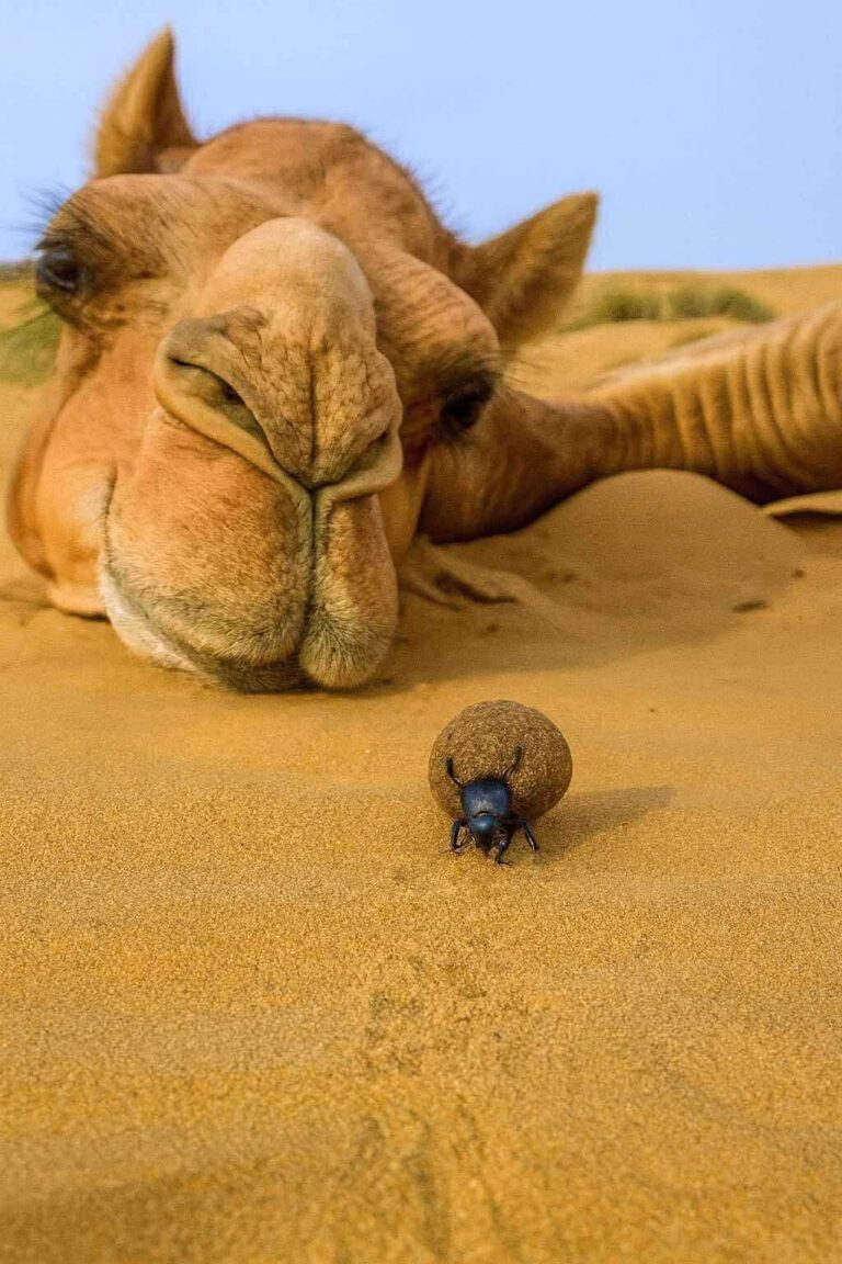 Le Sud tunisien est une invitation au voyage, une terre où se mêlent désert, palmeraies, montagnes et traditions séculaires. Chez sudtunisie.com, nous proposons des circuits soigneusement pensés pour vous faire vivre une immersion totale au cœur du Sahara. Loin des clichés, chaque étape est une rencontre avec l’authenticité, le patrimoine et la beauté naturelle d’une région exceptionnelle. Un circuit au Sud tunisien : à la découverte de paysages uniques Le Sud de la Tunisie n’est pas seulement une porte vers le Sahara, c’est un véritable livre ouvert sur l’histoire et la nature. Nos circuits débutent souvent par Douz, surnommée la "porte du désert". Ici, les dunes s’étendent à perte de vue, et les caravanes de dromadaires rappellent les anciennes routes des nomades. En poursuivant vers Tozeur, vous découvrirez la magie des oasis, avec leurs milliers de palmiers-dattiers qui apportent fraîcheur et vie au cœur de l’aridité. Cette ville est également connue pour sa médina et ses maisons en briques ocre, témoins d’une architecture locale singulière. Le circuit inclut aussi Matmata, célèbre pour ses habitations troglodytiques creusées dans la roche. Ces demeures souterraines, autrefois refuges contre la chaleur, sont aujourd’hui un symbole incontournable du patrimoine berbère. Et bien sûr, une excursion au Sahara ne serait pas complète sans explorer Tataouine, terre des ksour et des villages fortifiés, véritables châteaux du désert qui servaient autrefois de greniers collectifs. Excursion Sahara : immersion dans le désert tunisien Une excursion dans le Sahara est avant tout une expérience sensorielle. Avec sudtunisie.com, nous vous emmenons au plus près des paysages emblématiques : dunes dorées, couchers de soleil flamboyants, ciels étoilés d’une pureté rare. Nos circuits incluent : Balades à dos de dromadaire, pour revivre l’esprit des anciennes caravanes. Nuits en bivouac sous tente, au milieu des dunes, accompagnées de veillées autour du feu et de musique traditionnelle. Randonnées en 4x4, qui permettent d’accéder à des sites reculés comme le lac salé de Chott El Jerid, miroir naturel reflétant le ciel à perte de vue. Découvertes culturelles, avec des rencontres dans des villages authentiques où hospitalité et générosité sont au rendez-vous. Ce voyage n’est pas seulement une excursion touristique, mais une véritable plongée dans un univers hors du temps. Les incontournables d’un circuit sud tunisien réussi Pour que votre expérience soit complète, nous veillons à inclure dans nos itinéraires les sites les plus marquants : Chebika, Tamerza et Midès : trois oasis de montagne où cascades, gorges et palmeraies offrent des paysages spectaculaires. Douz : point de départ idéal pour une randonnée dans les dunes du Sahara. Ksar Ouled Soltane à Tataouine : un ancien grenier collectif devenu une icône architecturale. Matmata : immersion dans la culture berbère à travers ses habitations troglodytiques. Chott El Jerid : un lac salé immense qui se transforme en miroir magique au lever et au coucher du soleil. Ces étapes permettent d’allier découvertes naturelles, patrimoine culturel et expériences humaines inoubliables. Pourquoi choisir sudtunisie.com pour votre voyage dans le Sahara ? Nous mettons un point d’honneur à offrir des circuits personnalisés et authentiques. Notre objectif est de vous faire vivre bien plus qu’un simple voyage, mais une immersion totale dans l’âme du Sud tunisien. Voici pourquoi tant de voyageurs nous font confiance : Expertise locale : nos guides connaissent chaque recoin du désert et partagent avec passion leurs connaissances. Authenticité : nous travaillons avec des habitants et des partenaires locaux pour garantir une expérience vraie et respectueuse des traditions. Confort et sécurité : que vous voyagiez en couple, en famille ou en groupe, nos circuits sont conçus pour allier confort et aventure. Flexibilité : chaque itinéraire peut être adapté selon vos envies, que vous souhaitiez plus de randonnée, de découverte culturelle ou de détente. Pour découvrir tous nos circuits et choisir celui qui vous correspond le mieux, consultez notre page dédiée : circuits désert sud tunisien. Une expérience humaine inoubliable Voyager dans le Sud tunisien, c’est aussi aller à la rencontre d’une population chaleureuse et accueillante. Dans les villages berbères, dans les campements nomades ou au cœur des oasis, chaque échange est une leçon de vie. Vous apprendrez l’art de partager un thé à la menthe, d’écouter les contes et légendes du désert, et de savourer une gastronomie simple mais authentique, où les dattes, le pain traditionnel et le couscous tiennent une place d’honneur. Ces moments de convivialité sont souvent les plus marquants pour nos voyageurs, car ils révèlent la véritable richesse du Sahara : l’humain. Circuit Sahara : pour qui et quand partir ? Le Sahara est une destination accessible à tous. Que vous soyez en quête d’aventure, de détente ou d’un voyage en famille, nos circuits sont adaptés à différents profils : Les aventuriers apprécieront les randonnées en 4x4 ou en quad. Les familles trouveront dans le désert une expérience ludique et éducative. Les couples vivront des instants romantiques sous un ciel étoilé. La meilleure période pour partir est l’automne et le printemps, lorsque les températures sont douces et agréables. L’hiver, les soirées sont fraîches mais les journées restent ensoleillées, offrant des conditions idéales pour explorer le désert. Préparez votre voyage avec sudtunisie.com Nous vous accompagnons dès la préparation de votre séjour. Sur notre site, vous pouvez : Découvrir nos itinéraires détaillés. Personnaliser votre circuit selon vos préférences. Demander un devis gratuit et sans engagement via ce lien : réserver votre voyage au Sahara. Notre équipe est disponible pour répondre à vos questions, vous conseiller et organiser chaque détail afin que votre expérience soit unique. L’avis des voyageurs : une expérience plébiscitée De nombreux voyageurs qui ont exploré le désert avec nous partagent leur expérience positive. Leurs témoignages reflètent l’authenticité et la qualité de nos services. Vous pouvez découvrir ces avis sur Tripadvisor, où sudtunisie.com est régulièrement recommandé pour la qualité de ses circuits et la chaleur de son accueil. Un voyage inoubliable au cœur du Sahara Un circuit au Sud tunisien avec sudtunisie.com est bien plus qu’une simple excursion. C’est une immersion dans un univers fascinant où le désert devient un terrain de découverte, d’émotions et de partage. Entre les dunes infinies, les villages berbères, les oasis verdoyantes et les nuits étoilées, chaque instant passé dans le Sahara est gravé à jamais dans la mémoire. Choisir le Sud tunisien, c’est choisir l’authenticité, la beauté et l’aventure. Alors, préparez vos valises et laissez-vous guider : le désert vous attend.