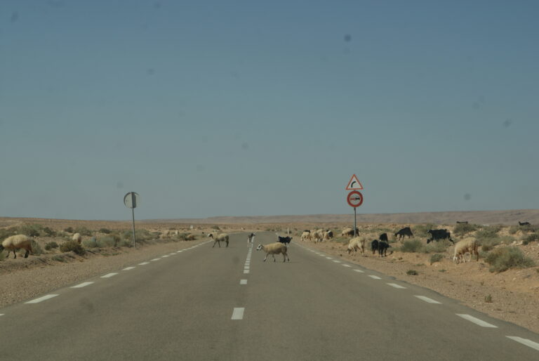 Vous rêvez d’une escapade hors du temps entre oasis, dunes dorées et villages troglodytes ? Avec sudtunisie.com, nous proposons des navettes privées en Tunisie, des transferts aéroport porte-à-porte et des circuits sur mesure dans le Sahara du Sud tunisien. Notre promesse est simple : confort, sécurité, ponctualité… et une organisation fluide, du premier clic jusqu’au dernier lever de soleil sur les dunes. Que vous arriviez à Tunis-Carthage, Monastir, Enfidha, Djerba ou Tozeur, nous venons vous chercher à l’heure, nous veillons sur vos bagages et nous vous conduisons sans stress vers votre hôtel, votre campement ou votre point de départ d’excursion. Envie d’explorer le désert maintenant ? Parcourez nos circuits Sahara détaillés ici : sudtunisie.com/voyage/circuits-desert . Navette Tunisie & Transfert privé 24/7 : aéroports, hôtels, villes et désert Nos navettes privées sont pensées pour celles et ceux qui veulent gagner du temps et voyager en toute sérénité. On s’occupe de tout : suivi de vol, accueil personnalisé, installés dans un véhicule climatisé adapté à la taille de votre groupe (berline, van, minibus, 4×4), vous filez à destination sans détour ni attente. Ce que nous incluons d’office : Chauffeurs professionnels formés aux longues distances désertiques. Assistance francophone/anglophone/arabophone, disponible 7 j/7, 24 h/24. Sièges enfants sur demande, eau à bord, arrêts photos quand vous voulez. Trajets directs depuis/vers Tunis, Hammamet, Sousse, Monastir, Sfax, Gabès, Djerba, Tozeur, Douz, Tataouine… Flexibilité horaire (retard d’avion ? On ajuste. Changement d’hôtel ? On s’adapte). Exemples de transferts populaires : Aéroport de Djerba ⇄ Ksar Ghilane / Tataouine / Chenini (porte d’entrée idéale vers le désert oriental). Aéroport de Tozeur ⇄ Tamerza / Chebika / Ong Jmel – Star Wars. Tunis-Carthage ⇄ Douz / Matmata pour rejoindre votre bivouac. Monastir/Enfidha ⇄ Sousse/Hammamet ⇄ Sud Tunisien en une seule liaison fluide. Circuits Désert Sahara : de la balade d’un jour aux expéditions de 4 à 7 jours Le Sahara tunisien a mille visages : chotts scintillants, mers de sable à perte de vue, ksour suspendus, villages troglodytes, oasis de montagne. Nos itinéraires mêlent incontournables et coins secrets pour capter la lumière du désert au meilleur moment (coucher/lever de soleil), tout en respectant votre rythme. 1 jour – Les essentiels depuis Tozeur ou Douz Tozeur – Ong Jmel – Chott El Jerid – Décors Star Wars Départ matinal, haltes photo sur le Chott El Jerid (lac salé aux mirages irréels), puis pistes vers Ong Jmel, l’iconique rocher du chameau et les décors de Mos Espa. Pause déjeuner dans une palmeraie, retour par les ruelles ocre de Tozeur. Idéal si vous avez peu de temps mais envie de grands paysages. Douz – Portes du Grand Erg – Balade chamelière Douz, surnommée la « porte du désert », offre un accès rapide aux dunes. Balade à dos de dromadaire, panoramas et mini-randonnée sur les crêtes pour une fin de journée dorée. 2 jours – Bivouac sous les étoiles & Ksar Ghilane Douz → Ksar Ghilane (source chaude) → Bivouac En 4×4, on glisse de dunes en dunes vers Ksar Ghilane, oasis mythique où l’on se baigne dans une source chaude au milieu du sable. Au crépuscule, bivouac confort sous tente nomade : dîner berbère, ciel saturé d’étoiles, silence total. Le lendemain, cap sur Chenini / Tataouine ou Matmata (maisons troglodytes), selon vos envies. Tozeur → Tamerza – Chebika – Mides → Douz Un combo oasis de montagne + pistes sahariennes. Cascades de Tamerza, canyon de Mides, palmeraies de Chebika, puis   le Chott et les dunes de Douz pour un coucher de soleil mémorable. 3 jours – Matmata, Douz & ksour de Tataouine Matmata troglodyte – Douz – Chenini/Douiret On explore les habitats creusés dans la roche à Matmata, puis navigation sur les cordons de dunes de Douz avant de rejoindre les ksour (greniers fortifiés) de Tataouine : Chenini perché, Douiret suspendu au temps. Nuit au campement ou en maison d’hôtes selon votre style. Grand Sud Star Wars & Erg Pour les fans, on tisse un itinéraire cinéma + désert : Ong Jmel – Mos Espa – Sidi Bouhlel (canyon), puis on file chercher le grand sable pour une immersion progressive. Parfait pour couples et familles qui veulent variété et rythme doux. 4 à 7 jours – Grande itinérance saharienne (Tembaine, Zmela, Ksar Ghilane) Là, on passe à la Sahara-thérapie : longues pistes, dunes soyeuses, hauteurs de Tembaine, campements loin de tout. On déconnecte vraiment. J4-J5 : Douz → Tembaine → Zmela (ou inverse). Bivouacs loin des foules, cuisines au feu de bois, veillées à la belle étoile. J6-J7 : Ksar Ghilane, bain chaud et repos avant de remonter vers Tataouine/Chenini ou Matmata. Ce format plaît aux photographes, randonneurs, adeptes de trek chamelier ou de raid 4×4 avec assistance logistique complète. Retrouvez le détail et les variantes sur nos circuits désert et demandez votre program­me sur mesure en 2 minutes chrono. Excursions thématiques : dromadaire, quad/buggy, lever de soleil & dîners sahariens En complément des circuits, nous proposons des expériences ciblées : Balades chamelières (1 h à ½ journée) – douces et accessibles aux enfants. Quad/buggy sur secteurs sécurisés, encadrés par nos équipes. Levers & couchers de soleil sur des dunes panoramiques choisies pour la lumière. Dîner saharien privé : table dressée au pied d’une dune, couscous au feu de bois, thé à la menthe, ciel profond. Visites culturelles : ksour, villages troglodytes, musées des traditions, ateliers de vannerie et dattes. Pourquoi nous choisir : expertise locale, sécurité et service “sans prise de tête” Expertise 100 % Sud Tunisien : nous vivons le désert, nous en connaissons les saisons, pistes, campements fiables et petits spots au calme. Sécurité d’abord : briefing météo/pistes, véhicules entretenus, radios & GPS, itinéraires adaptés au niveau du groupe. Véhicules adaptés : berlines récentes, 4×4 équipés désert, vans/minibus pour familles & tribus d’amis. Organisation flexible : horaires modulables, pause photos illimitées, options enfants, menus végétariens ou sans gluten sur demande. Accompagnement francophone/anglophone/arabophone : guides locaux passionnés, pédagogues avec les enfants, attentifs avec les seniors. Réputation : lisez les retours de voyageurs et laissez le vôtre sur notre page TripAdvisor . Le bon moment pour partir & nos conseils d’équipement Quand venir ? Octobre → mai : saison idéale (lumières nettes, températures douces à fraîches la nuit). Été : possible avec départs très tôt et fin de journée, itinéraires raccourcis et véhicules très ventilés. À mettre dans le sac : Couvre-chef, lunettes, crème solaire, écharpe légère (coupe-vent/sable). Couche chaude pour les nuits, chaussures fermées. Batterie externe, sac étanche pour le sable, papiers & assurances. Santé & confort : on trouve de l’eau partout avec nous, on prévoit des arrêts fréquents, on choisit des pistes “douces” si vous avez le dos fragile ou des enfants en bas âge. Tarifs, devis rapide et options sur mesure Chaque itinéraire est personnalisé (taille du groupe, saison, type d’hébergement, activités). Pour un prix précis, le plus rapide est de nous écrire via le formulaire : 👉 Demander un devis & réserver . Ce que peut inclure votre forfait : Transferts aéroport/hôtel/campements (navette privée incluse). Hébergement : hôtels de charme, tentes confort, écolodges d’oasis. Pension (petit-déjeuner/dîner), déjeuners pique-nique, eau minérale. Guides/chauffeurs, droits d’entrée, activités (selon package). Assistance 24/7 & suivi météo. Options : surclassement en suite troglodyte, nuit 100 % “bivouac sauvage” (quand la météo le permet), photographe, quad/buggy, atelier cuisine bédouine, rencontre artisanale. Départs de Tunis, Hammamet, Sousse, Monastir, Djerba & Tozeur : quel hub choisir ? Djerba (DJE) : parfait pour Ksar Ghilane, Tataouine, Chenini, Douiret, Matmata. Tozeur (TOE) : idéal pour Chott El Jerid, Ong Jmel, Star Wars, Tamerza, Chebika, Mides. Tunis (TUN) / Enfidha (NBE) / Monastir (MIR) : combinez côte & désert ; nos navettes privées optimisent la route pour minimiser le temps de trajet et multiplier les pauses-découverte. Réserver en 3 étapes simples Explor­er les circuits et choisir une base d’itinéraire : circuits désert . Nous dire vos envies (dates, budget, confort, enfants, rythme) via le formulaire de devis. Recevoir votre programme ajusté + confirmation instantanée du transfert aéroport. FAQ – Navette Tunisie & Sahara Sud Tunisien La navette privée est-elle vraiment plus rapide qu’un taxi classique ? Oui : prise en charge à l’heure, trajet direct, zéro négociation, véhicule adapté à votre groupe & bagages. En prime, on suit votre vol et on attend gratuitement en cas de retard raisonnable. Peut-on personnaliser un circuit au jour le jour ? Bien sûr. On ajuste le rythme, on insère pauses photos, on change l’ordre des étapes selon la météo et votre forme. C’est votre voyage. Qu’en est-il des enfants et des seniors ? On prévoit des dénivelés doux, sièges enfants, des journées courtes, des heures fraîches. Le désert n’est pas une course : c’est une ambiance à respirer. Faut-il un gros budget pour dormir dans le désert ? Pas nécessairement : on a des campements confortables au bon rapport qualité/prix, et des bivouacs confort qui restent très authentiques. Demandez un devis pour chiffrer exactement votre idée. Peut-on faire quad/buggy en sécurité ? Oui, sur des zones dédiées et encadrées par des pros, avec briefing, équipements et parcours adaptés. Annulation & imprévus ? On propose des conditions souples ; en cas d’aléa météo, on réorganise l’ordre des visites. Notre support 24/7 reste joignable pour toute modification. Exemple d’itinéraire 3 jours “signature” (dépuis Djerba) Jour 1 – Djerba → Ksar Ghilane (source chaude) → Bivouac Accueil à l’aéroport/hôtel par notre chauffeur-guide. Pistes jusqu’à Ksar Ghilane, bain thermal et pause café bédouin. Fin d’après-midi dans les dunes rousses, installation au bivouac confort, dîner local sous les étoiles. Jour 2 – Ksar Ghilane → Chenini → Tataouine Route vers les ksour. Chenini, village accroché à la montagne, panoramas sur les terrasses en gradins. Déjeuner cuisine du Sud. Visite d’un grenier fortifié. Soirée en maison d’hôtes. Jour 3 – Tataouine → Matmata troglodyte → Djerba Découverte d’une habitation troglodyte à Matmata, rencontre avec les hôtes, thé et pain cuit sous le sable. Retour Djerba avec halte artisanat (poterie, tissages). Transfert privé vers l’aéroport. Vous préférez Tozeur et les oasis de montagne ? On substitue Tamerza/Chebika/Mides et Ong Jmel dans un tracé similaire. Responsabilité, durabilité & partenariats locaux Nous travaillons avec des guides et artisans du Sud pour un tourisme qui redistribue. Campements respectueux, gestion des déchets, consommation d’eau raisonnée, itinéraires qui évitent le sur-fréquenté quand c’est possible. Notre approche : partager, pas consommer le désert. À propos de sudtunisie.com sudtunisie.com naît d’une évidence : faire aimer le désert en le rendant simple et confortable d’accès. Des navettes privées ponctuelles, une logistique huilée, des circuits authentiques où l’on prend le temps de vivre. Notre équipe est basée sur place, réactive, et elle connaît le Sud comme sa paume de main. On parle français, anglais, arabe ; on répond vite, on s’adapte, on rassure. Prêts à vivre votre Sahara ? Pour voir nos idées d’itinéraires et lancer la conversation : circuits désert – sudtunisie.com . Pour un prix précis et un transfert privé calé à la minute : demander un devis . Et après votre voyage, partagez votre expérience : laisser un avis sur TripAdvisor . Navette Tunisie, circuits et excursions Sahara Sud Tunisien, transferts privés : avec sudtunisie.com, on vous emmène là où la lumière est la plus belle, sans stress, en toute sécurité, et surtout à votre rythme.