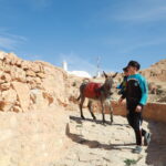 Circuit et Excursion Sud Tunisie – 2 jours et 1 nuit sous tente au désert à 390 € pour deux personnes en demi-pension Vous cherchez une escapade inoubliable dans le désert tunisien, une parenthèse hors du temps où le silence du Sahara vous enveloppe, où les couchers de soleil enflamment le ciel, et où la nuit se vit sous les étoiles ? Vous êtes au bon endroit. Chez Sud Tunisie, nous vous proposons un circuit de 2 jours et 1 nuit sous tente berbère à partir de 390 € pour deux personnes en demi-pension — une expérience authentique, chaleureuse et profondément humaine. Ce circuit s’adresse à ceux qui veulent vivre la Tunisie autrement, loin des clichés touristiques, au plus près de la nature et des traditions. Le départ peut se faire de Tunis, Carthage, La Marsa, Sidi Bou Saïd, Hammamet, Sousse, Korba, Monastir, Djerba, Cité Ennasr, Menzah, Zaghouan ou Béja — nous nous occupons de tout, navette aéroport comprise . Jour 1 : Cap sur le désert – entre montagnes et villages berbères Dès le matin, votre chauffeur-guide vous récupère à votre hôtel ou à l’aéroport. Sur la route vers le sud, le paysage change peu à peu : les plaines deviennent collines, les collines se transforment en montagnes, et la chaleur du Sahara commence à se faire sentir. Matmata – Le monde troglodyte Premier arrêt à Matmata, célèbre pour ses habitations troglodytes creusées dans la roche. Ces maisons souterraines, construites par les Berbères pour se protéger de la chaleur, offrent un décor à la fois magique et intemporel. Vous visiterez une maison traditionnelle habitée, échangerez avec ses occupants et dégusterez un thé à la menthe dans la plus pure hospitalité tunisienne. Les amateurs de cinéma reconnaîtront ce lieu mythique : Matmata a servi de décor à “Star Wars”, rien que ça ! Déjeuner local et direction Douz, la porte du Sahara Après un déjeuner traditionnel dans un restaurant local, vous prenez la route vers Douz, appelée la porte du désert. En approchant, le paysage s’aplanit et les premières dunes apparaissent à l’horizon. C’est ici que commence la vraie aventure. Vous embarquez pour une balade à dos de dromadaire au cœur du Sahara : une expérience authentique, silencieuse et apaisante. Les pas lents de votre monture vous bercent, le vent chaud caresse votre visage et le sable doré s’étend à perte de vue. Nuit sous tente – Vivez la magie du désert Le soleil se couche lentement sur les dunes, peignant le ciel de mille nuances d’orange et de rose. Vous rejoignez votre campement berbère, un lieu simple, convivial et authentique. Ici, pas de murs, pas de bruit, juste la nature et les étoiles. Autour d’un feu de camp, vous dégusterez un dîner typique : soupe chaude, couscous traditionnel, fruits frais… Le tout accompagné de musique locale et de sourires sincères. Puis, confortablement installé dans votre tente berbère, vous dormirez sous un ciel constellé d’étoiles comme nulle part ailleurs au monde. Ce moment suspendu est l’un des plus beaux cadeaux que le Sahara puisse offrir. Jour 2 : Lever du soleil, lac salé et oasis légendaires Le matin, un petit-déjeuner vous attend sous la tente. Ensuite, cap sur l’un des paysages les plus emblématiques du sud tunisien : le Chott El Jérid, ce lac salé immense qui s’étend à perte de vue. Lorsque le soleil se lève, la lumière se reflète sur le sel et crée des mirages féériques, entre or et argent. C’est un spectacle naturel à couper le souffle, idéal pour les amateurs de photographie. Tozeur – La perle du désert Direction ensuite Tozeur, la capitale des oasis. Vous y découvrirez une palmeraie géante, abritant plus de 400 000 palmiers-dattiers. Le parfum des dattes fraîches et le murmure des ruisseaux d’irrigation vous accompagnent pendant votre balade. Visitez la médina en briques ocre, explorez les ruelles étroites et laissez-vous séduire par l’artisanat local : poteries, tissus berbères, dattes “Deglet Nour” réputées dans le monde entier. Pour ceux qui souhaitent prolonger l’expérience, il est possible de compléter le séjour avec une randonnée en montagne dans le Sahara , vers les oasis de montagne de Chebika, Tamerza et Midès – de véritables joyaux naturels entre falaises et cascades. Déjeuner et retour Le voyage se conclut par un déjeuner typiquement tunisien avant le retour vers votre point de départ. Fatigué mais heureux, vous repartirez avec des souvenirs gravés à jamais : le sourire des habitants, le vent du désert et le calme absolu du Sahara. Ce que comprend votre circuit Notre circuit 2 jours / 1 nuit comprend : Le transfert aller-retour depuis votre hôtel ou l’aéroport via notre service de navette aéroport L’hébergement sous tente berbère confortable en demi-pension Une balade à dos de dromadaire dans le désert de Douz Les visites guidées de Matmata, Douz, le Chott El Jérid et Tozeur L’accompagnement par un guide francophone expérimenté En option : Balade en quad dans les dunes Extension vers les oasis de montagne (Chebika, Tamerza, Midès) Possibilité d’un circuit privé ou sur mesure, à découvrir sur nos circuits désert Tunisie . Pourquoi choisir Sud Tunisie ? Parce que nous ne vendons pas un simple voyage, mais une aventure humaine et culturelle. Notre équipe, ancrée dans le Sud tunisien, connaît chaque village, chaque piste, chaque tradition. Nous proposons des circuits authentiques, confortables et accessibles, conçus avec soin pour que chaque moment soit une émotion. Nos atouts : Tarif attractif : 390 € pour deux personnes en demi-pension Encadrement professionnel et local Itinéraires exclusifs hors des sentiers battus Flexibilité totale : départs possibles depuis toutes les grandes villes tunisiennes Circuits personnalisés selon vos envies : découverte, aventure, romantisme ou détente. Et si vous voulez d’autres idées d’escapades, jetez un œil à notre page dédiée aux excursions en Tunisie ou consultez notre blog de voyage Sud Tunisie , rempli d’astuces et de récits authentiques. Les coups de cœur de ce circuit 1. Le coucher de soleil sur les dunes Un moment magique où le temps s’arrête. L’horizon s’embrase et le sable se teinte d’orange et de rose : un spectacle que les mots ne suffisent pas à décrire. 2. Le feu de camp berbère Le soir, autour du feu, les voyageurs partagent un dîner, des histoires et des rires avec les habitants. Une ambiance conviviale et sincère, typiquement tunisienne. 3. Le lever du soleil sur le Chott El Jérid Quand les premiers rayons du jour illuminent la croûte de sel du lac, le paysage devient surréaliste. C’est un moment rare et précieux, à vivre au moins une fois dans sa vie. 4. La découverte des oasis de Tozeur Entre palmiers, sources et sable doré, Tozeur est un petit paradis du désert. Ses ruelles de briques, ses dattes fondantes et son atmosphère paisible en font un lieu à ne pas manquer. Des départs depuis toute la Tunisie Que vous soyez basé à Tunis, Carthage, La Marsa, Sidi Bou Saïd, Hammamet, Sousse, Korba, Monastir, Djerba, Cité Ennasr, Menzah, Zaghouan ou Béja, notre équipe organise votre transfert aller-retour jusqu’au désert. Grâce à notre service de navette aéroport Sud Tunisie , chaque client profite d’un départ simple, rapide et confortable, quelle que soit sa ville d’origine. Ce que disent nos voyageurs Nos clients reviennent enchantés ! Vous pouvez lire leurs avis et témoignages sur TripAdvisor Sud Tunisie . “Une aventure incroyable ! La nuit sous tente au milieu du désert était magique. Merci à toute l’équipe Sud Tunisie pour son accueil et son professionnalisme.” — Sarah, Lyon “Tout était parfait du début à la fin. Organisation au top, paysages à couper le souffle, et ambiance conviviale. À refaire !” — Marc et Leïla, Bruxelles Réservez votre aventure maintenant Ne laissez pas passer cette occasion unique de vivre le Sahara tunisien ! Ce circuit de 2 jours et 1 nuit sous tente, à 390 € pour deux personnes en demi-pension, est une expérience complète mêlant aventure, culture et détente. 👉 Demandez dès maintenant votre devis gratuit et laissez-nous organiser votre voyage sur mesure. Le Sud tunisien : une émotion pure Le désert, ce n’est pas seulement du sable. C’est une vibration, une paix intérieure, une rencontre avec soi-même. Chaque pas dans le Sahara est une découverte, chaque sourire échangé avec un habitant est une leçon d’humanité. Alors, que vous veniez de Tunis, Hammamet, Sousse ou Djerba, préparez-vous à vivre une aventure exceptionnelle. Le Sud tunisien vous attend. Découvrez tous nos circuits dans le désert tunisien et laissez la magie du Sahara transformer votre voyage en souvenir éternel.