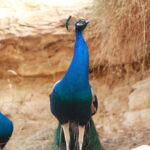 Et si cette année, vous fêtiez Noël autrement ? Imaginez-vous autour d’un feu de camp, dans le silence doré du Sahara tunisien, sous un ciel où chaque étoile semble à portée de main. Le vent caresse doucement les dunes, la musique berbère s’élève, et vous sentez que le temps s’est arrêté. Bienvenue dans le plus magique des voyages de fin d’année : le circuit Sahara spécial Noël en Tunisie. Nous vous emmenons dans une aventure unique, entre oasis verdoyantes, villages berbères et étendues infinies de sable chaud. Chez Sud Tunisie Voyages , nous organisons chaque année des circuits inoubliables pour célébrer les fêtes de Noël et du Nouvel An dans le désert tunisien, en toute authenticité et convivialité. Un Noël pas comme les autres : célébrer sous les étoiles du Sahara Oubliez le froid, la neige et les repas classiques : ici, Noël se fête au cœur du désert, dans une ambiance chaleureuse et humaine. Vous serez accueillis par nos guides locaux dans un campement nomade confortable, entouré de dunes dorées. Le soir, après une balade à dos de dromadaire, vous partagerez un dîner traditionnel autour du feu : couscous, méchoui, pain cuit dans le sable et thé à la menthe fumant. Les rires remplacent les cloches de Noël, et les étoiles deviennent vos guirlandes. Nous avons pensé à tout : hébergements, repas, transferts, animations locales et moments de détente. Le Sahara n’est pas seulement un lieu ; c’est une expérience, une émotion à vivre intensément. Pour plus de détails ou pour créer votre propre aventure sur mesure, demandez un devis gratuit ici . Itinéraire d’un circuit de rêve : du Sud tunisien aux portes du Sahara Jour 1 : Accueil et départ vers Douz, la porte du désert Votre voyage commence souvent à Djerba ou Tozeur, selon le point d’arrivée. Après un accueil chaleureux, direction Douz, surnommée la porte du Sahara. En chemin, arrêts photos à Matmata, célèbre pour ses habitations troglodytes, et déjeuner dans une auberge typique. Le soir, vous arriverez à Douz, où le sable commence à dominer le paysage. Dîner et nuit dans un hôtel saharien ou une tente berbère selon la formule choisie. Jour 2 : Balade à dos de dromadaire et coucher de soleil dans les dunes Le matin, après un copieux petit-déjeuner, vous partirez pour une randonnée à dos de dromadaire, accompagnés par des chameliers du désert. Le calme absolu, le pas régulier des dromadaires et l’horizon doré créent une harmonie parfaite. En fin d’après-midi, vous assisterez à un coucher de soleil féerique sur les dunes de l’erg oriental. Le dîner sera servi autour du feu de camp, sous un ciel illuminé de milliers d’étoiles. La fête continue avec des chants, du folklore et du partage. Pour découvrir d’autres expériences d’aventure dans les montagnes et oasis, visitez notre page dédiée à la randonnée montagne Sahara . Jour 3 : Oasis, villages berbères et culture saharienne Après une nuit magique, cap sur les oasis de Ksar Ghilane ou de Chebika selon le circuit choisi. Ces oasis sont de véritables trésors naturels, avec leurs sources d’eau chaude où vous pouvez vous baigner. Sur la route, découverte des villages berbères de Tamazret et Chenini, perchés sur les collines rocheuses. Chaque lieu raconte une histoire millénaire : celle des ancêtres du désert, de la patience, et du lien fort entre l’homme et la nature. Jour 4 : Tozeur, l’oasis aux mille palmiers Votre périple se poursuit vers Tozeur, l’une des plus belles villes du Sud tunisien. Visitez la médina, les oasis de montagne de Tamerza et Mides, les cascades naturelles et les canyons spectaculaires. Cette région a d’ailleurs servi de décor à plusieurs films mythiques, comme Star Wars ou Le Patient anglais. Entre visite culturelle et moments de détente, Tozeur offre une parfaite transition avant de regagner la civilisation. Pour prolonger votre expérience, découvrez nos excursions en Tunisie , combinant culture, aventure et gastronomie locale. Un réveillon inoubliable au cœur du désert Imaginez : une grande tente berbère décorée, une table remplie de spécialités tunisiennes, des musiciens qui jouent du bendir et du mezoued, et le ciel étoilé au-dessus. C’est dans cette atmosphère magique que vous accueillerez la nouvelle année au cœur du Sahara. Les voyageurs partagent leurs vœux autour du feu, les enfants rient, les étoiles scintillent plus fort que jamais. Notre objectif est de transformer votre fin d’année en un souvenir gravé à jamais dans votre cœur. Chaque détail compte : des repas soigneusement préparés à la sécurité sur le terrain, en passant par la gentillesse de nos guides. Pour lire les témoignages authentiques des voyageurs, consultez les avis sur notre page TripAdvisor – Sud Tunisie . Pourquoi choisir Sud Tunisie Voyages pour votre circuit Sahara de Noël Chez nous, pas de formules standardisées. Chaque circuit est pensé comme une expérience humaine et émotionnelle. Nos équipes locales connaissent le désert mieux que quiconque et vous garantissent : Des itinéraires sur mesure selon vos envies et votre durée de séjour Des hébergements authentiques (campement, tente berbère, hôtel saharien) Une gastronomie locale savoureuse Une sécurité assurée grâce à nos guides expérimentés Une ambiance conviviale et respectueuse des traditions locales Nous proposons également un service de navette aéroport privé pour faciliter votre arrivée, que ce soit à Tozeur, Djerba ou Tunis. Vous pouvez réserver facilement via notre page dédiée : service navette aéroport . Le Sahara tunisien : plus qu’un voyage, une révélation Le désert a ce pouvoir rare : il vous reconnecte à l’essentiel. Ici, plus de stress, plus d’écrans, plus de bruit. Seulement la nature, la lumière, et des gens vrais. Entre deux dunes, vous réalisez que le luxe n’est pas matériel, mais émotionnel. Regarder le soleil se lever sur l’erg, écouter le vent chanter, ou marcher pieds nus sur le sable frais : tout devient méditation. C’est aussi une occasion unique de partager une expérience interculturelle, d’échanger avec les habitants du désert, de comprendre leur mode de vie et leur philosophie : vivre simplement, mais pleinement. Préparer votre voyage de Noël au Sahara tunisien Pour profiter pleinement de cette aventure, voici quelques conseils pratiques : Quand partir ? Les circuits de Noël et de fin d’année sont organisés de mi-décembre à début janvier. Les températures sont agréables le jour (20-25 °C) et plus fraîches la nuit. Que prévoir ? Des vêtements légers pour la journée, une veste chaude pour la soirée, des chaussures confortables et un chèche (écharpe traditionnelle). Combien de jours ? Nous recommandons 5 à 8 jours pour bien savourer les paysages et les activités. Avec qui partir ? En couple, entre amis, en famille ou même en solo : le Sahara s’adapte à tous. Comment réserver ? Rien de plus simple : rendez-vous sur Sud Tunisie Voyages et laissez-nous créer votre aventure personnalisée. Nos autres circuits et excursions incontournables Si vous souhaitez prolonger l’aventure après Noël, explorez nos autres formules : Randonnée en montagne Sahara pour les amoureux de la nature. Excursions en Tunisie pour combiner mer, désert et culture. Blog Excursions Tunisie pour découvrir des récits de voyage inspirants et des conseils exclusifs. Et si vous souhaitez un devis sur mesure et gratuit, rendez-vous directement sur notre formulaire de devis . Conclusion : un Noël magique au Sahara, une expérience à vivre au moins une fois Fêter Noël ou le Nouvel An dans le Sahara tunisien, c’est plus qu’un voyage : c’est un retour à soi, un moment suspendu entre ciel et sable. Chaque instant devient souvenir, chaque étoile raconte une histoire. Entre authenticité, hospitalité et beauté naturelle, le désert tunisien offre une expérience que vous n’oublierez jamais. Alors, cette année, offrez-vous le plus beau des cadeaux : une aventure au cœur du Sahara. Et laissez Sud Tunisie Voyages transformer votre fin d’année en conte des mille et une dunes.
