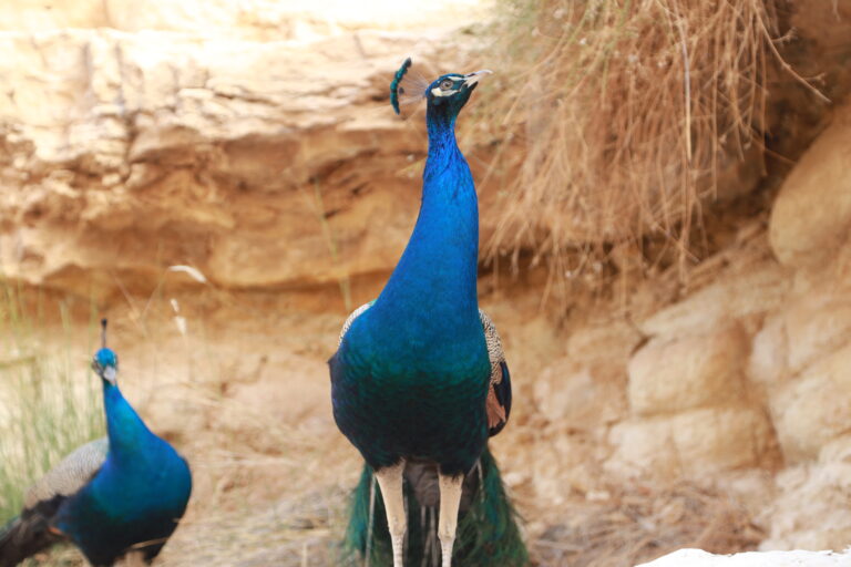 Et si cette année, vous fêtiez Noël autrement ? Imaginez-vous autour d’un feu de camp, dans le silence doré du Sahara tunisien, sous un ciel où chaque étoile semble à portée de main. Le vent caresse doucement les dunes, la musique berbère s’élève, et vous sentez que le temps s’est arrêté. Bienvenue dans le plus magique des voyages de fin d’année : le circuit Sahara spécial Noël en Tunisie. Nous vous emmenons dans une aventure unique, entre oasis verdoyantes, villages berbères et étendues infinies de sable chaud. Chez Sud Tunisie Voyages , nous organisons chaque année des circuits inoubliables pour célébrer les fêtes de Noël et du Nouvel An dans le désert tunisien, en toute authenticité et convivialité. Un Noël pas comme les autres : célébrer sous les étoiles du Sahara Oubliez le froid, la neige et les repas classiques : ici, Noël se fête au cœur du désert, dans une ambiance chaleureuse et humaine. Vous serez accueillis par nos guides locaux dans un campement nomade confortable, entouré de dunes dorées. Le soir, après une balade à dos de dromadaire, vous partagerez un dîner traditionnel autour du feu : couscous, méchoui, pain cuit dans le sable et thé à la menthe fumant. Les rires remplacent les cloches de Noël, et les étoiles deviennent vos guirlandes. Nous avons pensé à tout : hébergements, repas, transferts, animations locales et moments de détente. Le Sahara n’est pas seulement un lieu ; c’est une expérience, une émotion à vivre intensément. Pour plus de détails ou pour créer votre propre aventure sur mesure, demandez un devis gratuit ici . Itinéraire d’un circuit de rêve : du Sud tunisien aux portes du Sahara Jour 1 : Accueil et départ vers Douz, la porte du désert Votre voyage commence souvent à Djerba ou Tozeur, selon le point d’arrivée. Après un accueil chaleureux, direction Douz, surnommée la porte du Sahara. En chemin, arrêts photos à Matmata, célèbre pour ses habitations troglodytes, et déjeuner dans une auberge typique. Le soir, vous arriverez à Douz, où le sable commence à dominer le paysage. Dîner et nuit dans un hôtel saharien ou une tente berbère selon la formule choisie. Jour 2 : Balade à dos de dromadaire et coucher de soleil dans les dunes Le matin, après un copieux petit-déjeuner, vous partirez pour une randonnée à dos de dromadaire, accompagnés par des chameliers du désert. Le calme absolu, le pas régulier des dromadaires et l’horizon doré créent une harmonie parfaite. En fin d’après-midi, vous assisterez à un coucher de soleil féerique sur les dunes de l’erg oriental. Le dîner sera servi autour du feu de camp, sous un ciel illuminé de milliers d’étoiles. La fête continue avec des chants, du folklore et du partage. Pour découvrir d’autres expériences d’aventure dans les montagnes et oasis, visitez notre page dédiée à la randonnée montagne Sahara . Jour 3 : Oasis, villages berbères et culture saharienne Après une nuit magique, cap sur les oasis de Ksar Ghilane ou de Chebika selon le circuit choisi. Ces oasis sont de véritables trésors naturels, avec leurs sources d’eau chaude où vous pouvez vous baigner. Sur la route, découverte des villages berbères de Tamazret et Chenini, perchés sur les collines rocheuses. Chaque lieu raconte une histoire millénaire : celle des ancêtres du désert, de la patience, et du lien fort entre l’homme et la nature. Jour 4 : Tozeur, l’oasis aux mille palmiers Votre périple se poursuit vers Tozeur, l’une des plus belles villes du Sud tunisien. Visitez la médina, les oasis de montagne de Tamerza et Mides, les cascades naturelles et les canyons spectaculaires. Cette région a d’ailleurs servi de décor à plusieurs films mythiques, comme Star Wars ou Le Patient anglais. Entre visite culturelle et moments de détente, Tozeur offre une parfaite transition avant de regagner la civilisation. Pour prolonger votre expérience, découvrez nos excursions en Tunisie , combinant culture, aventure et gastronomie locale. Un réveillon inoubliable au cœur du désert Imaginez : une grande tente berbère décorée, une table remplie de spécialités tunisiennes, des musiciens qui jouent du bendir et du mezoued, et le ciel étoilé au-dessus. C’est dans cette atmosphère magique que vous accueillerez la nouvelle année au cœur du Sahara. Les voyageurs partagent leurs vœux autour du feu, les enfants rient, les étoiles scintillent plus fort que jamais. Notre objectif est de transformer votre fin d’année en un souvenir gravé à jamais dans votre cœur. Chaque détail compte : des repas soigneusement préparés à la sécurité sur le terrain, en passant par la gentillesse de nos guides. Pour lire les témoignages authentiques des voyageurs, consultez les avis sur notre page TripAdvisor – Sud Tunisie . Pourquoi choisir Sud Tunisie Voyages pour votre circuit Sahara de Noël Chez nous, pas de formules standardisées. Chaque circuit est pensé comme une expérience humaine et émotionnelle. Nos équipes locales connaissent le désert mieux que quiconque et vous garantissent : Des itinéraires sur mesure selon vos envies et votre durée de séjour Des hébergements authentiques (campement, tente berbère, hôtel saharien) Une gastronomie locale savoureuse Une sécurité assurée grâce à nos guides expérimentés Une ambiance conviviale et respectueuse des traditions locales Nous proposons également un service de navette aéroport privé pour faciliter votre arrivée, que ce soit à Tozeur, Djerba ou Tunis. Vous pouvez réserver facilement via notre page dédiée : service navette aéroport . Le Sahara tunisien : plus qu’un voyage, une révélation Le désert a ce pouvoir rare : il vous reconnecte à l’essentiel. Ici, plus de stress, plus d’écrans, plus de bruit. Seulement la nature, la lumière, et des gens vrais. Entre deux dunes, vous réalisez que le luxe n’est pas matériel, mais émotionnel. Regarder le soleil se lever sur l’erg, écouter le vent chanter, ou marcher pieds nus sur le sable frais : tout devient méditation. C’est aussi une occasion unique de partager une expérience interculturelle, d’échanger avec les habitants du désert, de comprendre leur mode de vie et leur philosophie : vivre simplement, mais pleinement. Préparer votre voyage de Noël au Sahara tunisien Pour profiter pleinement de cette aventure, voici quelques conseils pratiques : Quand partir ? Les circuits de Noël et de fin d’année sont organisés de mi-décembre à début janvier. Les températures sont agréables le jour (20-25 °C) et plus fraîches la nuit. Que prévoir ? Des vêtements légers pour la journée, une veste chaude pour la soirée, des chaussures confortables et un chèche (écharpe traditionnelle). Combien de jours ? Nous recommandons 5 à 8 jours pour bien savourer les paysages et les activités. Avec qui partir ? En couple, entre amis, en famille ou même en solo : le Sahara s’adapte à tous. Comment réserver ? Rien de plus simple : rendez-vous sur Sud Tunisie Voyages et laissez-nous créer votre aventure personnalisée. Nos autres circuits et excursions incontournables Si vous souhaitez prolonger l’aventure après Noël, explorez nos autres formules : Randonnée en montagne Sahara pour les amoureux de la nature. Excursions en Tunisie pour combiner mer, désert et culture. Blog Excursions Tunisie pour découvrir des récits de voyage inspirants et des conseils exclusifs. Et si vous souhaitez un devis sur mesure et gratuit, rendez-vous directement sur notre formulaire de devis . Conclusion : un Noël magique au Sahara, une expérience à vivre au moins une fois Fêter Noël ou le Nouvel An dans le Sahara tunisien, c’est plus qu’un voyage : c’est un retour à soi, un moment suspendu entre ciel et sable. Chaque instant devient souvenir, chaque étoile raconte une histoire. Entre authenticité, hospitalité et beauté naturelle, le désert tunisien offre une expérience que vous n’oublierez jamais. Alors, cette année, offrez-vous le plus beau des cadeaux : une aventure au cœur du Sahara. Et laissez Sud Tunisie Voyages transformer votre fin d’année en conte des mille et une dunes.